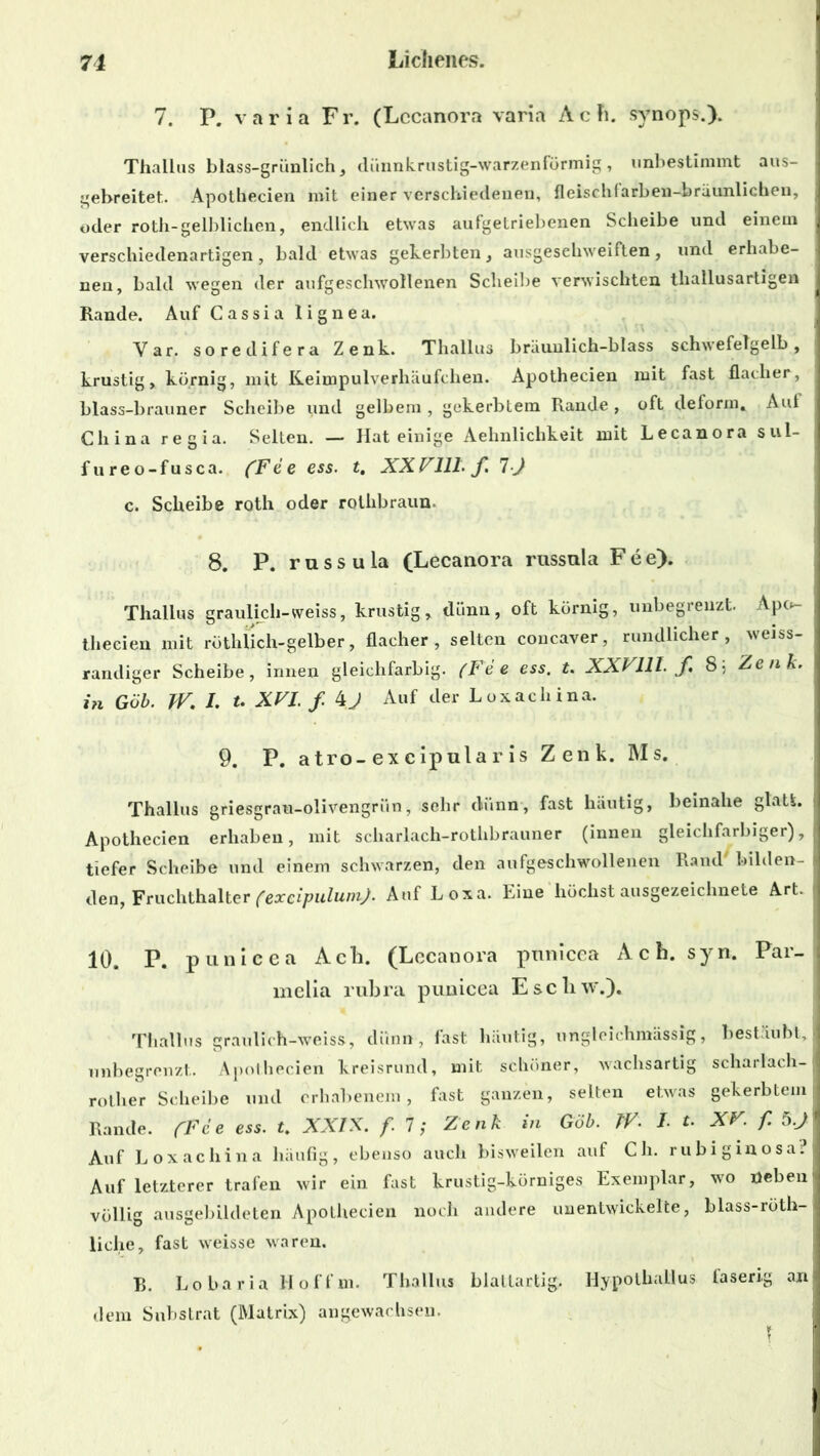 7. P. varia Fr. (Lecanora varia Ach. synops.). Thallus blass-grünlich, dünnkrustig-warzenförmig, unbestimmt aus- gebreitet. Apothecien mit einer verschiedenen, fleischfarben-bräunlichen, oder roth-gelblichen, endlich etwas aufgetriebenen Scheibe und einem verschiedenartigen, bald etwas gekerbten, ausgeschweiften, und erhabe- nen, bald wegen der aufgeschwollenen Scheibe verwischten thallusartigen Rande. Auf Cassia lignea. Var. soredifera Zenk. Thallus bräunlich-blass schwefelgelb, krustig, körnig, mit Keimpulverhäufchen. Apothecien mit fast flacher, blass-brauner Scheibe und gelbem , gekerbtem Rande , oft deform. Auf China regia. Selten. — Hat einige Aehnlichkeit mit Lecanora sul- fureo-fusca. ('Fee ess. t. XXV111. f 7 •} c. Scheibe roth oder rolhbraun. 8. P. r u s s u la (Lecanora russula F e e). Thallus graulich-wejss, krustig, dünn, oft körnig, unbegrenzt. Apo- thecien mit röthlich-gelber, flacher, selten concaver, rundlicher, weiss- randiger Scheibe, innen gleichfarbig. (Fee ess. t. XXV11I. f 8j Zenk. in Göb. W. /. t. XVJ. f. 4 J Auf der L oxachina. 9. P. a tro-ex cipula r is Zenk. Ms. Thallus griesgrau-olivengrün, sehr dünn, fast häutig, beinahe glatt. Apothecien erhaben, mit scharlach-rothbrauner (innen gleichfarbiger), tiefer Scheibe und einem schwarzen, den aufgeschwollenen Rand bilden- den, Fruchthalter (excipidumj. Auf Loxa. Eine höchst ausgezeichnete Art. 10. P. punicea Ach. (Lecanora punicea Ach. syn. Par- melia rubra punicea Escliw.). Thallus graulich-weiss, dünn, fast häutig, ungleichmässig, bestäubt, unbegrenzt. Apothecien kreisrund, mit schöner, wachsartig scharlach- rother Scheibe und erhabenem, fast ganzen, selten etwas gekerbtem Rande. (Fee ess. t. XX/X. f. 7; Zenk in Göb. TV• /• *• XV. f. 5.J Auf Loxachina häufig, ebenso auch bisweilen auf Ch. rubiginosa? Auf letzterer trafen wir ein fast krustig-körniges Exemplar, wo neben völlig ausgebildeten Apothecien noch andere unentwickelte, blass-roth- liche, fast weisse waren. B. Lobaria Hoffm. Thallus blattartig. Hypotkallus faserig an dem Substrat (Matrix) angewachsen.