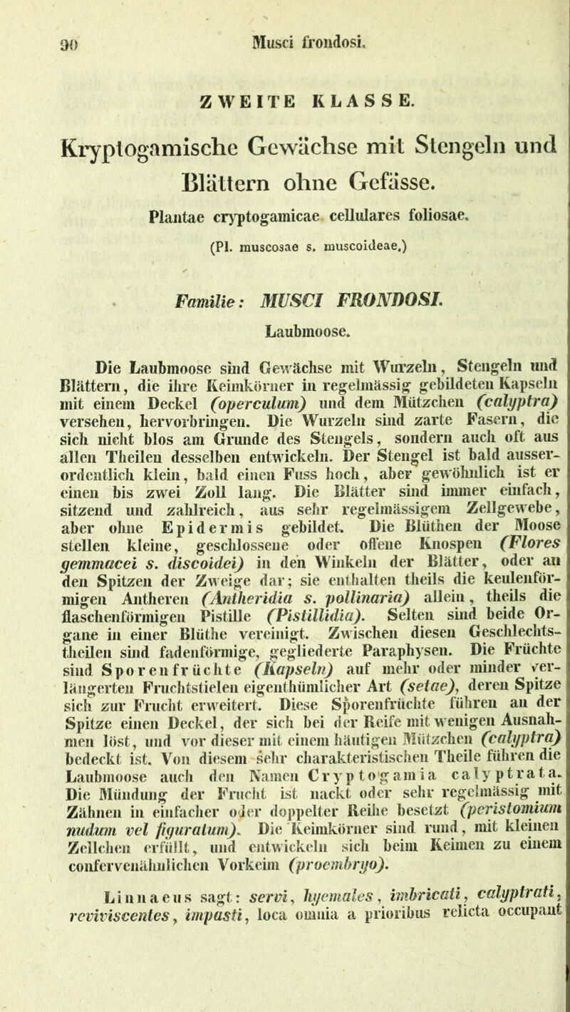 ZWEITE KLASSE. Kryptogamische Gewächse mit Stengeln und Blättern ohne Gefässe. Plantae cryptogamicae cellulares foliosae. (PI. muscosae s. muscoitleae.) Familie: MUSCI FRONDOSI. Laubmoose. Die Laubmoose sind Gewächse mit Wurzeln, Stengeln und Blättern, die ihre Keimkörner in regelmässig gebildeten Kapseln mit einem Deckel (operculum) und dem Mätzchen (calyptra) versehen, hervorbringen. Die Wurzeln sind zarte Fasern, die sich nicht blos am Grunde des Stengels, sondern auch oft aus allen Theilen desselben entwickeln. Der Stengel ist bald ausser- ordentlich klein, bald einen Fuss hoch, aber gewöhnlich ist er einen bis zwei Zoll lang. Die Blätter sind immer einfach, sitzend und zahlreich, aus sehr regelmässigem Zellgewebe, aber ohne Epidermis gebildet. Die Blüthen der Moose stellen kleine, gesclilossene oder offene Knospen (Flores gemmacei s. discoidei) in den Winkeln der Blätter, oder an den Spitzen der Zweige dar; sie enthalten theils die keulenför- migen Antheren (Antheridia s. pollinaria) allein, theils die flaschenförmigen Pistille (Pistillidia). Selten sind beide Or- gane in einer Blüthe vereinigt. Zwischen diesen Geschlechts- theilen sind fadenförmige, gegliederte Paraphysen. Die Früchte sind Spor eil fr ächte (Kapseln) auf mehr oder minder ver- längerten Fruchtstielen eigenthümiieher Art (setae), deren Spitze sich zur Frucht erweitert. Diese Sporenfrüchte führen an der Spitze einen Deckel, der sich bei der Reife mit wenigen Ausnah- men löst, und vor dieser mit einem häutigen Mätzchen (calyptra) bedeckt ist. Von diesem sehr charakteristischen Theile führen die Laubmoose auch den Namen C r y p t o 'g a m i a c a 1 y p t r a t a. Die Mündung der Frucht ist nackt oder sehr regelmässig mit Zähnen in einfacher oder doppelter Reihe besetzt (pcrislomium nudum vel figuralum). Die Keimkörner sind rund, mit kleinen Zelleben erfüllt, und entwickeln sich beim Keimen zu einem confervenähnlichen Vorkeim (proembryo). L i n n a e u s sagt: servi, hyemales, imbricati, calyptrati r revivisccntes, impasti, loca omnia a prioribus relicta occupant