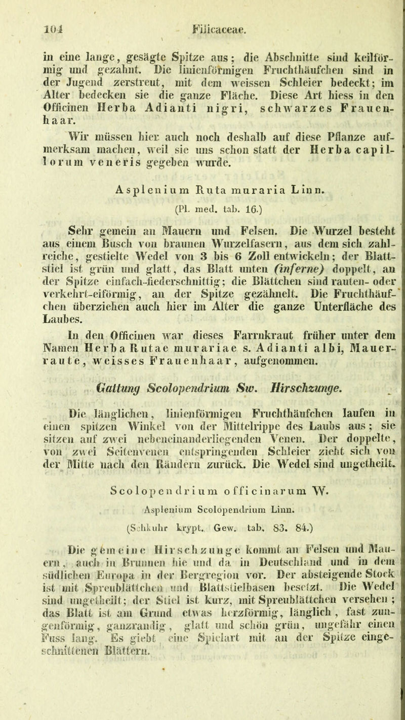 in eine lange, gesägte Spitze aus; die Abschnitte sind keilför- mig und gezahnt. Die linienförmigen Fruchthäufchen sind in der Jugend zerstreut, mit dem weissen Schleier bedeckt; im Alter bedecken sie die ganze Fläche. Diese Art hiess in den Officinen Herba Adianti nigri, schwarzes Frauen- haar. Wir müssen hier auch noch deshalb auf diese Pflanze auf- merksam machen, weil sie uns schon statt der Herba capil- lorum veneris gegeben wurde. Asplenium Ruta muraria Linn. (PI. mecl. tab. 16.) Sehr gemein an Mauern und Felsen. Die Wurzel besteht aus einem Busch von braunen Wurzelfasern, aus dem sich zahl- reiche, gestielte Wedel von 3 bis 6 Zoll entwickeln; der Blatt- stiel ist grün und glatt, das Blatt unten (inferne) doppelt, an der Spitze einfach-fiederschnittig; die Blättchen sind rauten-oder verkehrt-eiförmig, an der Spitze gezälmelt. Die Fruchthäuf- chen überziehen auch liier im Alter die ganze Unterfläche des Laubes. ln den Officinen war dieses Farmkraut früher unter dem Namen Herba Rutae murariae s. Adianti albi, Mauer- raute, weisses Frauenhaar, aufgenommen. Gattung Scolopendrium Sw. Hirschzunge. Die länglichen, linienfönnigen Fruchthäufchen laufen in einen spitzen Winkel von der Mittelrippe des Laubs aus ; sie sitzen auf zwei nebeneinanderliegenden Venen. Der doppelte, von zwei Seitenvenen entspringenden Schleier zieht sich von der Mitte nach den Rändern zurück. Die Wedel sind ungetheilt. Scolopendrium officinarum W* Asplenium Scolopendrium Linn. (Selikuhr hrypt.. Gew. tab. 83. 84.) Die g bin ei ne Hirschzunge kommt an Felsen und Mau- ern , auch in Brunnen hie und da in Deutschland und in dem südlichen Europa in der Bergregion vor. Der absteigende Stock ist mit Spreublättchen und BlattstieJbasen besetzt. Die Wedel sind ungetheilt; der Stiel ist kurz, mit Spreublättchen versehen; das Blatt ist am Grund etwas herzförmig, länglich , fast zun- genförmig, ganzrandig, glatt und schön grün, ungefähr einen Fuss lang. Es giebt eine Spielart mit an der Spitze einge- schnittcncn Blättern.