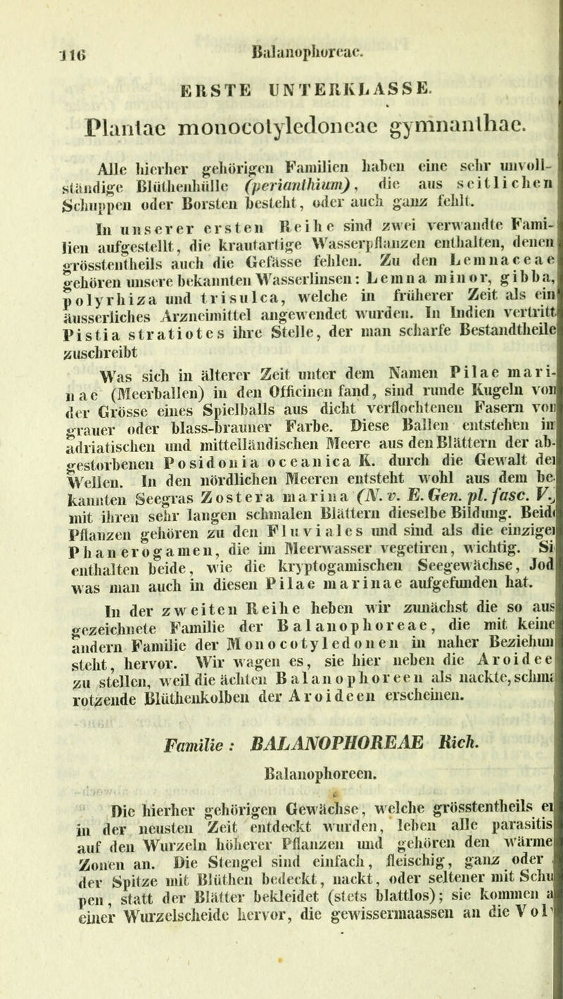 ERSTE UN T ERK h ASSE. Plantac monocolyledoncae gymnanlhac. Alle liierher gehörigen Familien haben eine sehr unvoll- ständige Blülhenhülle (perianthium), die aus seitlichen Schuppen oder Borsten bestellt, oderauch ganz fehlt. In unserer ersten Reihe sind zwei verwandte Fami- lien aufgestellt, die krautartige Wasserpflanzen enthalten, denen «rosstentheils auch die Gefässe fehlen. Zu den Lemnaceae gehören unsere bekannten Wasserlinsen: Lemna min or, gibba, polyrhiza und trisulca, welche in früherer Zeit als ein äusserliches Arzneimittel angewendet wurden. In Indien vertritt Pistia stratiotes ihre Stelle, der man scharfe Bestandtheile zuschreibt Was sich in älterer Zeit unter dem Namen Pilae mari- nac (Meerballen) in den Officinen fand, sind runde Kugeln von der Grösse eines Spiclballs aus dicht verflochtenen Fasern von grauer oder blass-brauner Farbe. Diese Ballen entstellten in adriatischen und mittelländischen Meere aus den Blättern der ab- gestorbenen Posidonia oceanica K. duich die Gew alt dei Wellen. In den nördlichen Meeren entsteht wohl aus dem be; kannten Seegras Zostera niarina /IV. v. E.Gen. pl.fasc. Fv mit ihren sehr langen schmalen Blättern dieselbe Bildung. Beid(| Pflanzen gehören zu den Flu viales und sind als die einzige] Phanerogamen, die im Meerw asser vegetiren, wichtig. Si enthalten beide, wie die kryptogamischen Seegewächse, Jod was man auch in diesen Pilae marinae aufgefunden hat. In der zw eiten Reihe heben wir zunächst die so aus gezeichnete Familie der Balanophoreac, die mit keine andern Familie der Monocotyledonen in naher Beziehun steht, hervor. Wir wagen es, sie hier neben die Aroidee zu stellen, w eil die ächten B a 1 a n o p höre e n als nackte, schult rotzende Blüthenkolben der Aroideen erscheinen. Familie: BALANOPIIOREAE Rieh Balanophoreen. Die hierher gehörigen Gewächse, welche grösstentheils ei in der neusten Zeit entdeckt wurden, leben alle parasitis auf den Wurzeln höherer Pflanzen und gehören den w ärme Zonen an. Die Stengel sind einfach, fleischig, ganz oder der Spitze mit Blüthen bedeckt, nackt, oder seltener mit Schn pen, statt der Blätter bekleidet (stets blattlos); sie kommen a einer Wurzelscheidc hervor, die gewissermaassen an die Vol1