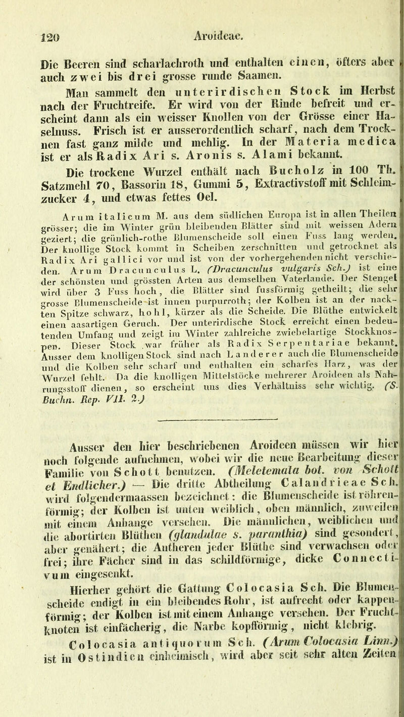 Die Beeren sind scharlachroth und enthalten einen, öfters aber auch zwei bis drei grosse runde Saamen. Man sammelt den unterirdischen Stock im Herbst i nach der Fruchtreife. Er wird von der Rinde befreit und er- scheint dann als ein weisser Knollen von der Grösse einer Ha- selnuss. Frisch ist er ausserordentlich scharf, nach dem Trock- nen fast ganz milde und mehlig. In der Materia me diea ist er als Radix Ari s. Aronis s. Alami bekannt. Die trockene Wurzel enthält nach Bucholz in 100 Th. Satzmehl 70, Bassorin 18, Gummi 5, Extractivstoff mit Schleim- zucker 4, und etwas fettes Oel. Ar um italicum M. aus dem südlichen Europa ist in allen Thellen grösser; die im Winter grün bleibenden Blätter sind mit weissen Adern geziert; die grünlich-rothe Blumenscheide soll einen Fuss lang werden. Der knollige Stock kommt in Scheiben zerschnitten und getrocknet als Radix Ari gallici vor und ist von der vorhergehenden nicht verschie- den. Ar um Dracunculus L. ('Dracunculus vulgaris Sch.J ist eine der schönsten und grössten Arten ans demselben Vaterlande. Der Stengel wird über 3 Fuss hoch, die Blätter sind fussförmig getheilt; die sehr grosse Blumenscheide ist innen purpurrot h; der Kolben ist an der nack- ten Spitze schwarz, hohl, kürzer als die Scheide. Die Blüthe entwickelt einen aasartigen Geruch. Der unterirdische Stock erreicht einen bedeu- tenden Umfang und zeigt im Winter zahlreiche zwiebelartige Stockknos- pen. Dieser Stock war früher als Radix Serpentariae bekannt. Ausser dem knolligen Stock sind nach Länderer auch die Blumenscheide und die Kolben sehr scharf und enthalten ein scharfes Harz, was der Wurzel fehlt. Da die knolligen Mittelstücke mehrerer Aroideen als Nah- rungsstoif dienen, so erscheint uns dies Verhältnis sehr wichtig. fS. Buchn. Rep. Vlh 2.) Ausser den hier beschriebenen Aroideen müssen wir hier noch folgende aufnehmen, wobei wir die neue Bearbeitung dieser Familie von Schott benutzen. (Meletemäla bot. von Scholl et Endlicher.) *— Die dritte Abtheilung Cal and rieae Sch. wird folgendermaassen bezeichnet: die Blumenscheide ist röhren-l förmig; der Kolben ist unten weiblich, oben männlich, zuweilenij mit einem Anhänge versehen. Die männlichen, weiblichen und! die abortirten Blüthen (ylandulae s. paranthia) sind gesondert, I aber genähert; die Antheren jeder Blüthe sind verwachsen oder- frei ; ihre Fächer sind in das schildförmige, dicke Connecti i vum eingesenkt. Hierher gehört die Gattung Colocasia Sch. Die Blumen- scheide endigt in ein bleibendes Rohr, ist aufrecht oder kappen-! förrni^; der Kolben ist mit einem Anhänge versehen. Der Frucht- knoten’ist einfächerig, die Narbe kopfförmig, nicht klebrig. Colocasia antiquorum Sch. (Arum Colocusia Linn») ist in Ostindien einheimisch, wird aber seit sehr alten Zeiten