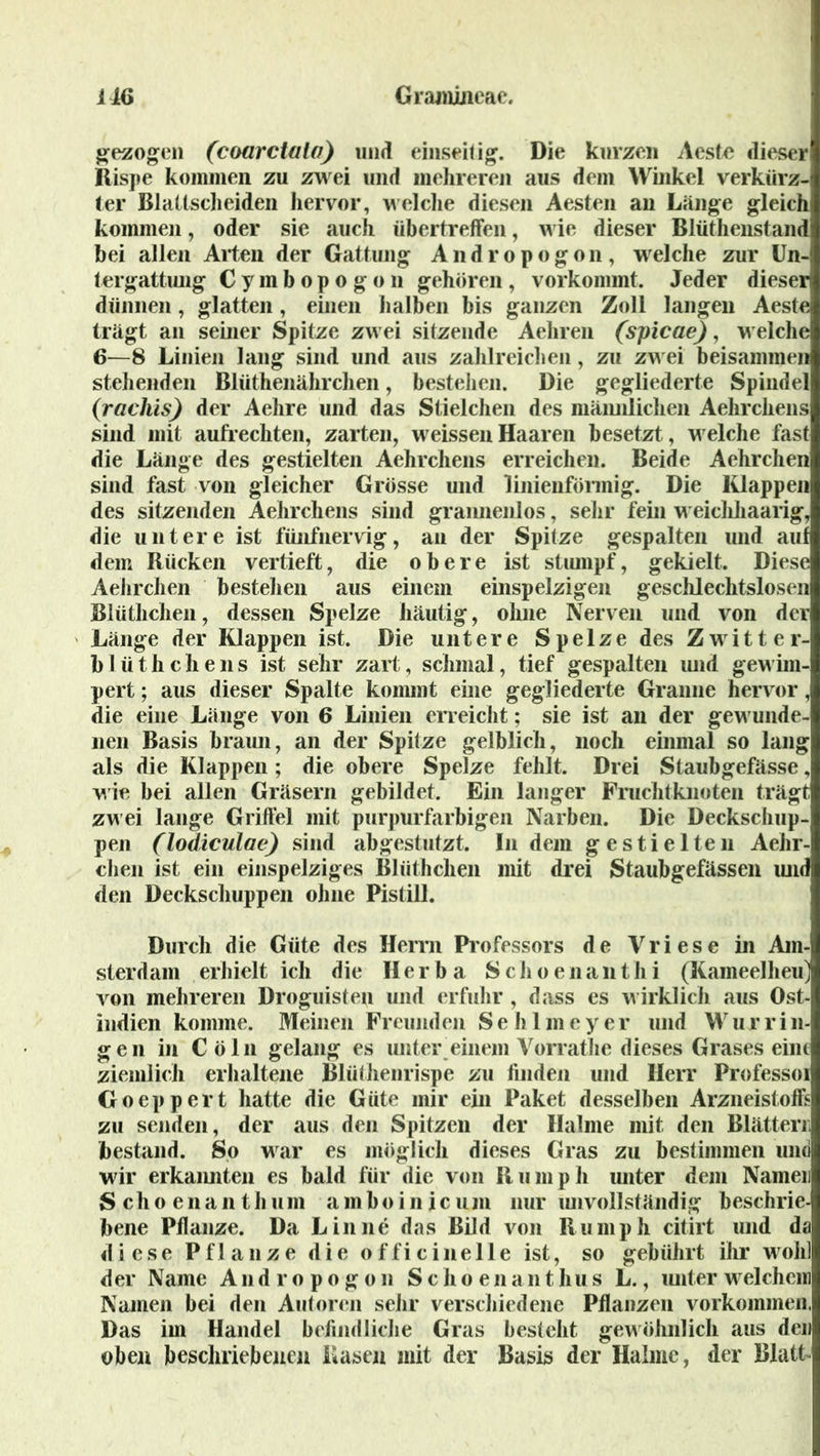 ÜG Grajiiijieae. gezogen (coarctaia) und einseitig. Die kurzen Aeste dieser Rispe kommen zu zwei und mehreren aus dem Winkel verkürz- ter Blaltscheiden hervor, welche diesen Aesten an Länge gleichi kommen, oder sie auch übertreffen, wie dieser Blüthenstand bei allen Arten der Gattung Andropogon, welche zur Un- tergattung Cymbopogon gehören, vorkommt. Jeder dieser dünnen, glatten, einen halben bis ganzen Zoll langen Aeste trägt an seiner Spitze zwei sitzende Aehren (spicae), welche 6—8 Linien lang sind und aus zahlreichen, zu zwei beisammen stehenden Blüthenährchen, bestehen. Die gegliederte Spindel (■raclüs) der Aelire und das Stielchen des männlichen Aehrchens sind mit aufrechten, zarten, weissenHaaren besetzt, welche fast die Länge des gestielten Aehrchens erreichen. Beide Aehrchen sind fast von gleicher Grösse und linienförmig. Die Klappen des sitzenden Aehrchens sind grannenlos, sehr fein weichhaarig, die untere ist fünfnervig, an der Spitze gespalten und auf dem Rücken vertieft, die obere ist stumpf, gekielt. Diese Aehrchen bestehen aus einem einspelzigen geschlechtslosen Blüthchen, dessen Spelze häutig, ohne Nerven und von der Länge der Klappen ist. Die untere Spelze des Zwitter- b 1 ü t h c h e li s ist sehr zart, schmal, tief gespalten tuid gewim- pert; aus dieser Spalte kommt eine gegliederte Granne hervor, die eine Länge von 6 Linien erreicht; sie ist an der gewunde- nen Basis braun, an der Spitze gelblich, noch einmal so lang als die Klappen; die obere Spelze fehlt. Drei Staubgefässe, wie bei allen Gräsern gebildet. Ein langer Fruchtknoten trägt zwei lange Griffel mit purpurfarbigen Narben. Die Deckschup- pen (lodiculae) sind abgestutzt. In dem gestielten Aehr- chen ist ein einspelziges Blüthchen mit drei Staubgefässen und den Deckschuppen ohne Pistill. Durch die Güte des Herrn Professors de Vriese in Am- sterdam erhielt ich die Herba Schoenanthi (Kameelheu) von mehreren Droguisten und erfuhr , dass es wirklich aus Ost- indien komme. Meinen Freunden Sehlmeyer und Wurrin- gen in Cöln gelang es unter einem Vorrathe dieses Grases eint ziemlich erhaltene Blüthenrispe zu finden und Herr Professoi Goeppert hatte die Güte mir ein Paket desselben Arzneistoffs zu senden, der aus den Spitzen der Halme mit den Blättern bestand. So war es möglich dieses Gras zu bestimmen und wir erkannten es bald für die von Ru mph unter dem Namen Schoenanthum amboinicum nur unvollständig beschrie bene Pflanze. Da Lin ne das Bild von Rumph citirt und da diese Pflanze die officinelle ist, so gebührt ihr wohl der Name Andropogon Schoena n t hus L., unter welchen] Namen bei den Autoren sehr verschiedene Pflanzen Vorkommen, Das im Handel befindliche Gras besteht gewöhnlich aus den oben beschriebenen Käsen mit der Basis der Halme, der Blatt