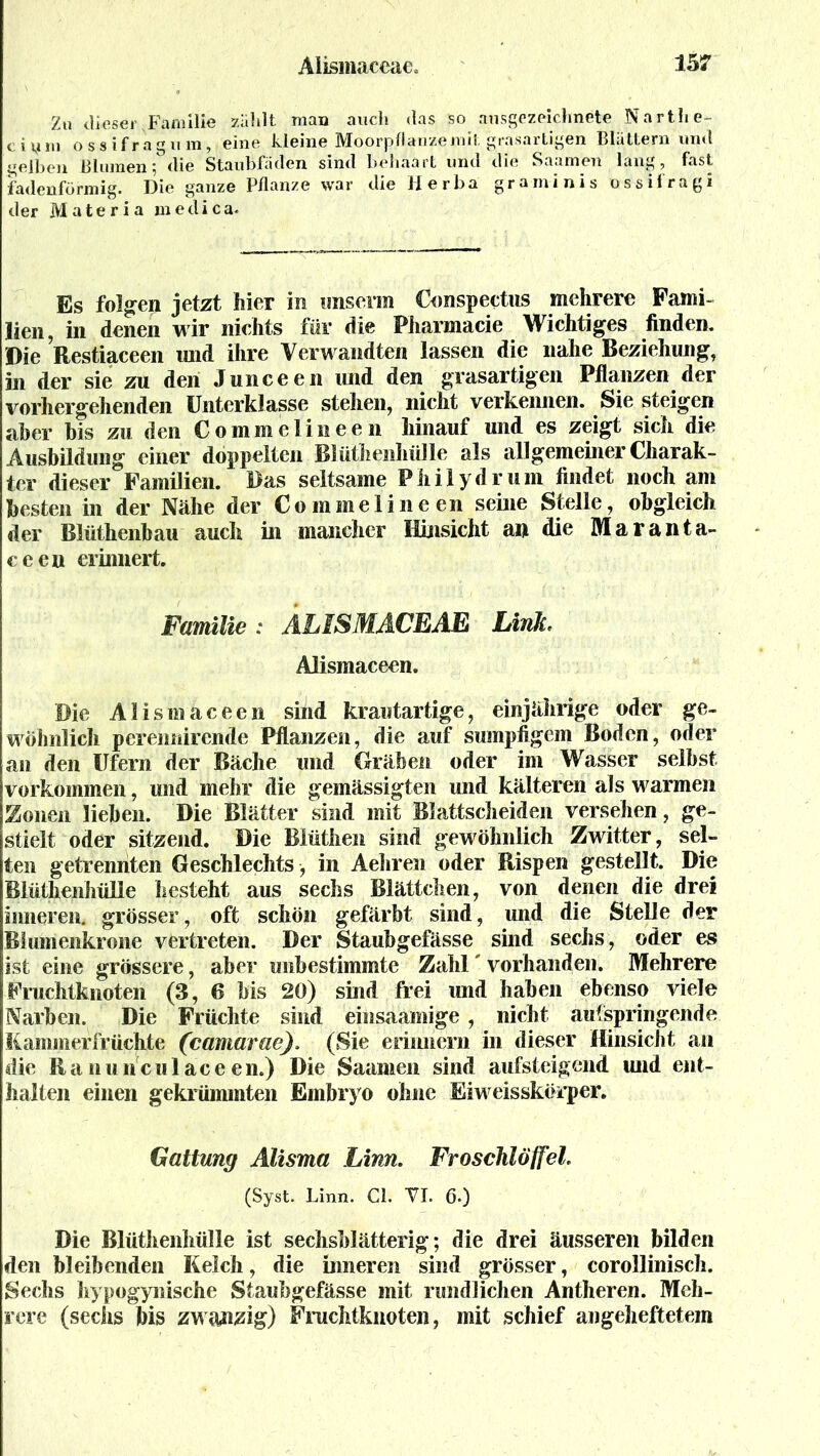 Zu dieser Familie zahlt mau auch das so ausgezeichnete Narthe- ciym ossifrag um, eine kleine Moorpflanze mit grasartigen Blättern und gelben Blumen; die Staubfäden sind behaart und die Saumen lang, fast fadenförmig. Die ganze Pflanze war die Herba gramin is ossifragi der Materia me di ca. Es folgen jetzt hier in unserm Conspectus mehrere Fami- lien, in denen wir nichts für die Pharmacie Wichtiges finden. Die Restiaceen und ihre Verwandten lassen die nahe Beziehung, in der sie zu den Junceen und den grasartigen Pflanzen der vorhergehenden Unterklasse stehen, nicht verkennen. Sie steigen aber bis zu den Commelineen hinauf und es zeigt sich die Ausbildung einer doppelten Blüthenhülle als allgemeiner Charak- ter dieser Familien. Bas seltsame Philydrum findet noch am besten in der Nähe der Commelineen seine Stelle, obgleich der Blüthenbau auch in mancher Hinsicht an die Maranta- ceen erinnert. Familie: ÄLISMACEAE Link, Alismaceen. Die Alismaceen sind krautartige, einjährige oder ge- wöhnlich pereimirende Pflanzen, die auf sumpfigem Boden, oder an den Ufern der Bäche und Gräben oder im Wasser seihst Vorkommen, und mehr die gemässigten und kälteren als warmen Folien liehen. Die Blätter sind mit Blattscheiden versehen, ge- stielt oder sitzend. Die Blüthen sind gewöhnlich Zwitter, sel- ten getrennten Geschlechts, in Aeliren oder Rispen gestellt. Die Blüthenhülle besteht aus sechs Blättchen, von denen die drei inneren, grösser, oft schön gefärbt sind, und die Stelle der Blumenkrone vertreten. Der Stauhgefässe sind sechs , oder es ist eine grössere, aber unbestimmte Zahl' vorhanden. Mehrere Fruchtknoten (3, 6 bis 20) sind frei und haben ebenso viele Narben. Die Früchte sind einsaamige, nicht aufspringende Kammerfrüchte (camarae). (Sie erinnern in dieser Hinsicht an die Kanu neu lace en.) Die Saamen sind aufsteigend und ent- halten einen gekrümmten Embryo ohne Eiweissköi*per. Gattung Alisma Linn. Froschlöffel, (Syst. Linn. CI. VI. 6.) Die Blüthenhülle ist sechsblätterig; die drei äusseren bilden den bleibenden Kelch, die inneren sind grösser, corollinisch. Sechs hypogynische Stauhgefässe mit rundlichen Antheren. Meh- rere (sechs bis zwcowg) Fruchtknoten, mit schief angeheftetem