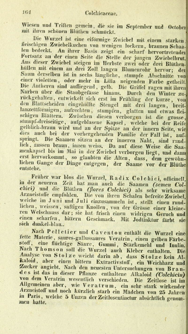 Wiesen und Triften gemein, die sie im September und Octobei mit ihren schönen Blüthen schmückt. } Bie Wurzel ist eine eiförmige Zwiebel mit einem starken. fleischigen Zwiebelkuchen von wenigen lockern, braunen Schaa- len bedeckt. An ihrer Basis zeigt ein scharf hervortretendei Fortsatz an der einen Seite die Stelle der jungen Zwiebelbrut. Aus dieser Zwiebel steigen im Herbste zwei oder drei Blüthen- hüllen mit einem an drei Zoll langen Blumenrohr hervor; der Saum derselben ist in sechs längliche, stumpfe Abschnitte von! einer violetten, oder mehr in Lilla neigenden Farbe getheilt, Die Aid bereu sind aufliegend, gelb. Die Griffel ragen mit ihren! Narben über die Staubgefässe hinaus. Durch den Winter zu-1 rückgehalten, entwickelt sich erst im Frühling der kurze, von den Blattscheiden eingehüllte Stengel mit drei langen, breit- lanzettförmigen, aufrechten, stumpfen, glatten und etwas flei-j schigen Blättern. Zwischen diesen verborgen ist die grosse, stumpf-dreiseitige, aufgeblasene Kapsel, welche bei der Reife gelblich-braun w ird und an der Spitze an der innern Seite, w ie dies auch bei der vorhergehenden Familie der Fall ist, auf- springt. Die Saamen sitzen an der inneren Naht, sind rund-’ lieh, aussen braun, innen weiss. Da auf diese Weise die Saa- menkapsel bis im Mai in der Zw iebel verborgen liegt, und dann erst hervorkommt, so glaubten die Alten, dass, dem gewöhn- lichen Gange der Dinge entgegen, der Saame vor der Biüthe entstehe. Früher war Mos die Wurzel, Radix Colchici, officinell, in der neueren Zeit hat man auch die Saamen (semen Col- cJiici) und die Blüthen (flores Colchici) als sehr wirksame Arzneistoffe empfohlen. Die von ihren Schalen befreite Zwiebel,: welche im Juni und Juli einzusammeln ist, stellt einen rund- lichen, weissen, saftigen Knollen, von der Grösse einer kleine- ren Welschnuss dar; sie hat frisch einen widrigen Geruch und einen scharfen, bittern Geschmack. Mit Jodtinktur färbt sie sich dunkel-blau.. Nach Pelletier und Cäventou enthält die Wurzel eines fette Materie, saures-gallussaures Veratrin, einen gelben Färbe- * rJ!ne Säure, Gummi, Stärkemehl und Inulin. Nach Thomson soll die Wurzel auch Kleber enthalten. Die Analyse von Stolze weicht darin ab, dass Stolze kein Al- kaloid , aber einen bittern Extractivstoff, ein Weichharz und Zucker angiebt. Nach den neuesten Untersuchungen von B r a n- des ist das in dieser Pflanze enthaltene Alkaloid (Colclücin) von dem Veratrin wesentlich verschieden. Die Zeitlose ist im Allgemeinen aber, wie Veratrum, ein sehr stark wirkender Arzneistoff und noch kürzlich starb ein Mädchen von 25 Jahren m Paris, weiche 5 Unzen der Zeitlosentmctur absichtlich genom- men hatte. ° (