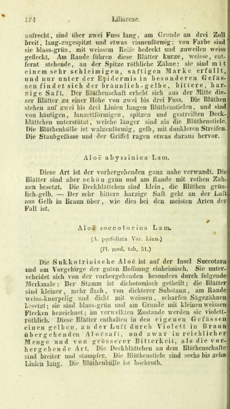 aufrecht, sind über zwei Fuss lang, am Grande an drei Zoll breit, lang-zugespitzt imd etwas rinnenförmig; von Farbe sind sie blass-grün, mit weissem Reife bedeckt und zuweilen weiss gefleckt. Am Rande führen diese Blätter kurze, weisse, ent- fernt stehende, an der Spitze röthliche Zähne: sie sind mit einemsehr schleimigen, saftigen Marke erfüllt, und nur unter der Epidermis in besonderen Gefäs- sen fin d et sich der bräunlich-g elb e, bittere, har- zige Saft. Der Blüthenschaft erhebt sich aus der Mitte die- ser Blätter zu einer Höhe von zwei bis drei Fuss. Die Blüthen stehen auf zwei bis drei Linien langen Blüthenstielen, und sind von häutigen, lanzettförmigen, spitzen und gestreiften Deck- blättchen unterstützt, welche länger sind als die Blüthenstiele. Die Blüthenhülle ist walzenförmig, gelb, mit dunkleren Streifen. Die Staubgefässe und der Griffel ragen etwas daraus hervor. Aloe a b y s s i n i c a L a m. Diese Art ist der vorhergehenden ganz nahe verwandt. Die Blätter sind aber schön grün und am Rande mit rothen Zäh- nen besetzt. Die Deckblättchen sind klein, die Blüthen grün- lich-gelb. — Der sehr bittere harzige Saft geht an der Luft aus Gelb in Braun über, wie dies bei den meisten Alten der Fall ist. * Aloe socc o t o r ina Lam, (A. perfoliala Var. Liun.) (PI. med. tab. 51.) Die Sukkotrinische Aloe ist auf der Insel Succotara und am Vorgebirge der guten Hoffnung einheimisch. Sie unter- scheidet sich von der vorhergehenden besonders durch folgende Merkmale: Der Stamm ist dichotomisck getlieilt,; die Blätter sind kleiner, mehr flach, von dichterer Substanz, am Rande weiss-knorpelig mid dicht mit weisseil, scharfen Sägezähnen besetzt; sie sind blass-grün und am Grunde mit kleinenweissen Flecken bezeichnet; im verwelkten Zustande werden sie violett- röthlich. Diese Blätter enthalten in den eigenen Gef äs seit einen gelbgn, an der Luft durch Violett in Braun übergehenden AJ oesaff, und zwar in reichlicher Menge und von grosserer Bitterkeit, als die vor- hergehende Art. Die Deckblättchen andern Blütlicnschafte sind breiter und stumpfer. Die Blüthenstiele sind sechs bis zehn Linien lang. Die Blüthenhülle ist hochroth.