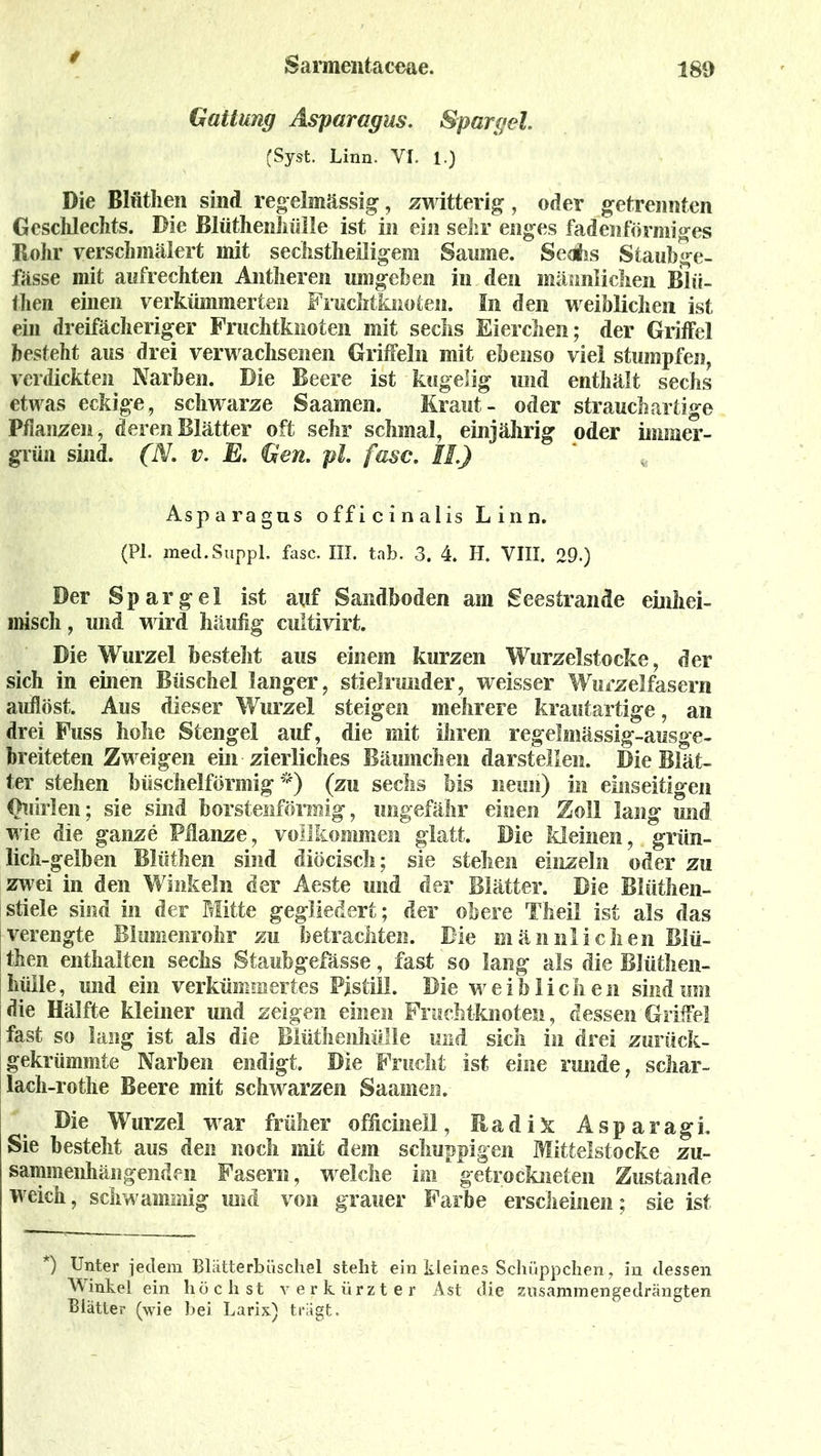 / Gattung Asparagus. Spargel. (Syst. Linn. VI. 1.) Die Blüthen sind regelmässig, zwitterig, oder getrennten Geschlechts. Die Blüthenhülle ist in ein sehr enges fadenförmiges Rohr verschmälert mit sechstheiligem Saume. Se<#is Stauhge- fässe mit aufrechten Antheren umgehen in den männlichen Blü- then einen verkümmerten Fruchtknoten. In den weiblichen ist ein dreifächeriger Fruchtknoten mit sechs Eierchen; der Griffel besteht aus drei verwachsenen Griffeln mit ebenso viel stumpfen, verdickten Narben. Die Beere ist kugelig und enthält sechs etwas eckige, schwarze Saamen. Kraut- oder strauchartige Pflanzen, deren Blätter oft sehr schmal, einjährig oder immer- grün sind. (TV. v. E. Gen. pl. fase. IS.) Asparagus officinalis Linn. (Pl. mecl.Suppl. fase. III. tab. 3. 4. H. VIII. 29.) Der Spargel ist auf Sandboden am Seestrande einhei- misch , und wird häufig cultivirt. Die Wurzel besteht aus einem kurzen Wurzelstocke, der sich in einen Büschel langer, stielrunder, weisser Wurzelfasern auflöst. Aus dieser Wurzel steigen mehrere krautartige, an drei Fuss hohe Stengel auf, die mit ihren regelmässig-ausge- breiteten Zweigen ein zierliches Bäumchen darstellen. Die Blät- ter stehen büschelförmig*) (zu sechs bis neun) in einseitigen Quirlen; sie sind borstenförmig, ungefähr einen Zoll lang und wie die ganze Pflanze, vollkommen glatt. Die Meinen, grün- lich-gelben Blüthen sind diöcisch; sie stehen einzeln oder zu zwei in den Winkeln der Aeste und der Blätter. Die Blüthen- stiele sind in der Mitte gegliedert; der obere Theil ist als das verengte Blumenrohr zu betrachten. Die männlichen Blü- then enthalten sechs Staubgefässe, fast so lang als die BJüthen- hiille, und ein verkümmertes Pistill. Die weiblichen sind um die Hälfte kleiner und zeigen einen Fruchtknoten, dessen Griffel fast so lang ist als die Blüthenhülie und sich in drei zurück- gekrümmte Narben endigt. Die Frucht ist eine runde, schar- lach-rothe Beere mit schwarzen Saamen. Die Wurzel war früher officiiiell, Radix Asparagi. Sie besteht aus den noch mit dem schuppigen Mittelstocke zu- sammenhängenden Fasern, welche im getrockneten Zustande weich, schwammig und von grauer Farbe erscheinen; sie ist *) Unter jedem Blätterbüschel stellt ein kleines Schüppchen, in dessen Vinkel ein höchst verkürzter Ast die zusammengedrängten Blätter (wie bei Larix) trägt.