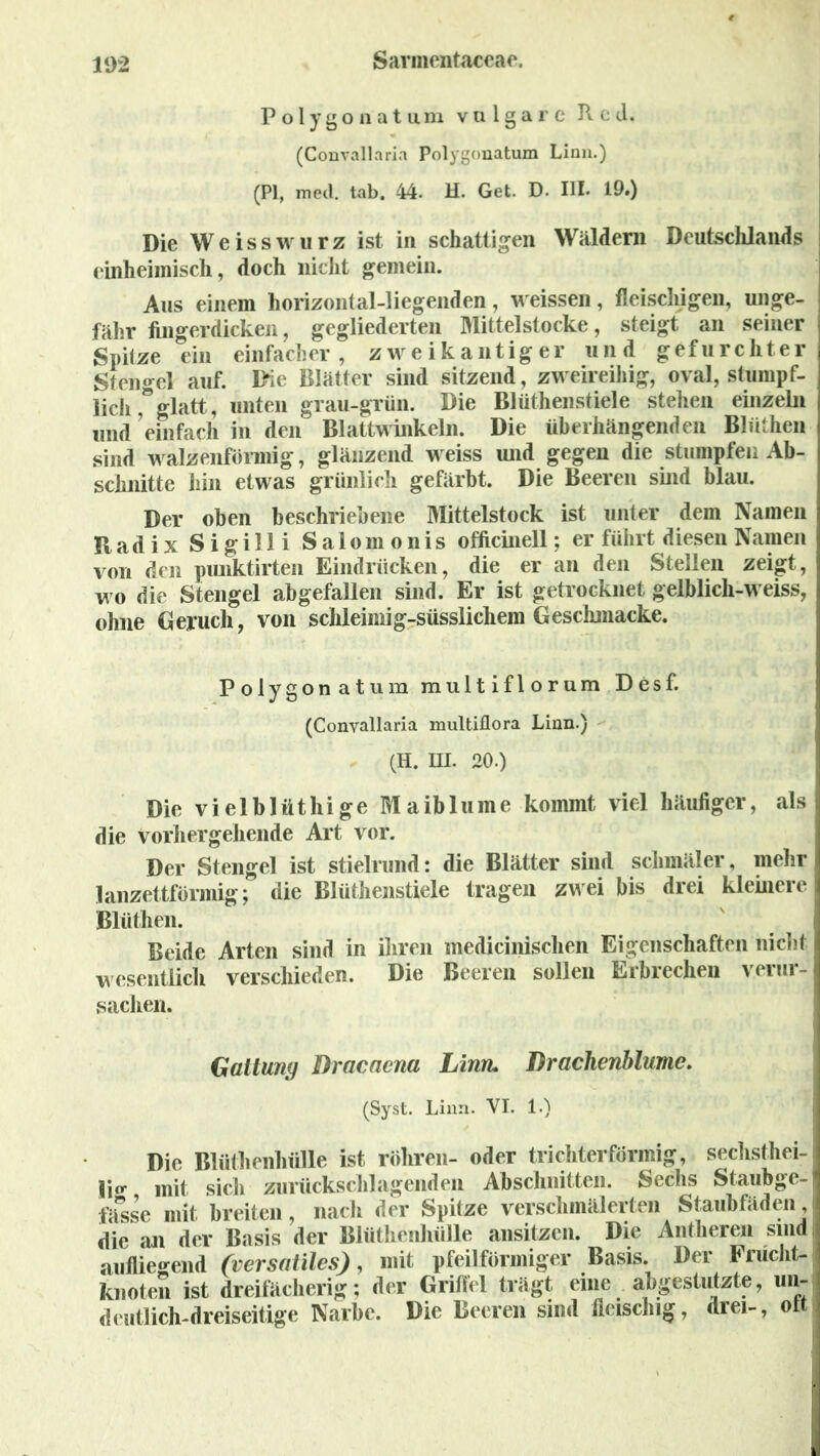Polygonatum vulgare Red. (Convallaria Polygonatum Linn.) (PI, med. tab. 44. H. Get. D. III* 19») Die Weisswurz ist in schattigen Wäldern Deutschlands einheimisch, doch nicht gemein. Aus einem horizontal-liegenden, weissen, fleischigen, unge- fähr fingerdicken, gegliederten Mittelstocke, steigt an seiner Spitze ein einfacher, zweikantiger und gefurchter Stengel auf. L>ie Blätter sind sitzend, zweireihig, oval, stumpf- lich,”glatt, unten grau-grün. Die Blüthenstiele stehen einzeln und einfach in den Blattwinkeln. Die überhängenden Blüthen sind walzenförmig, glänzend weiss und gegen die stumpfen Ab- schnitte hin etwas grünlich gefärbt. Die Beeren sind blau. Der oben beschriebene Mittelstock ist unter dem Namen Badix Sigilli Salomonis officinell; er führt diesen Namen von den pünktirten Eindrücken, die er an den Stellen zeigt, wo die Stengel abgefallen sind. Er ist getrocknet gelblich-weiss, ohne Geruch, von schleimig-süsslichem Geschmacke. Polygonatum multiflorum Desf. (Convallaria multiflora Linn.) (H. III. 20.) Die vielblüthige Maiblume kommt viel häufiger, als die vorhergehende Art vor. Der Stengel ist stielrund: die Blätter sind schmäler, mehr lanzettförmig; die Blüthenstiele tragen zwei bis drei kleinere Blüthen. Beide Arten sind in ihren medicinischen Eigenschaften nicht wesentlich verschieden. Die Beeren sollen Erbrechen verur- sachen. Galtuny Dracaena Linn* Drachenblume. (Syst. Linn. VI. 1.) Die Blüthen hülle ist röhren- oder trichterförmig, seclisthei- j;<r mit sich zurückschlagenden Abschnitten. Sechs Staubge- fässe mit breiten, nach der Spitze verschmälerten Staubfäden die an der Basis der Blüthenhülle ansitzen. Die Antheren sind aufliegend (Versailles), mit pfeilförmiger Basis. Der Frucht- knoten ist dreifächerig; der Grifiel trägt eine abgestutzte, un- deutlich-dreiseitige Narbe. Die Beeren sind fleischig, drei-, ol