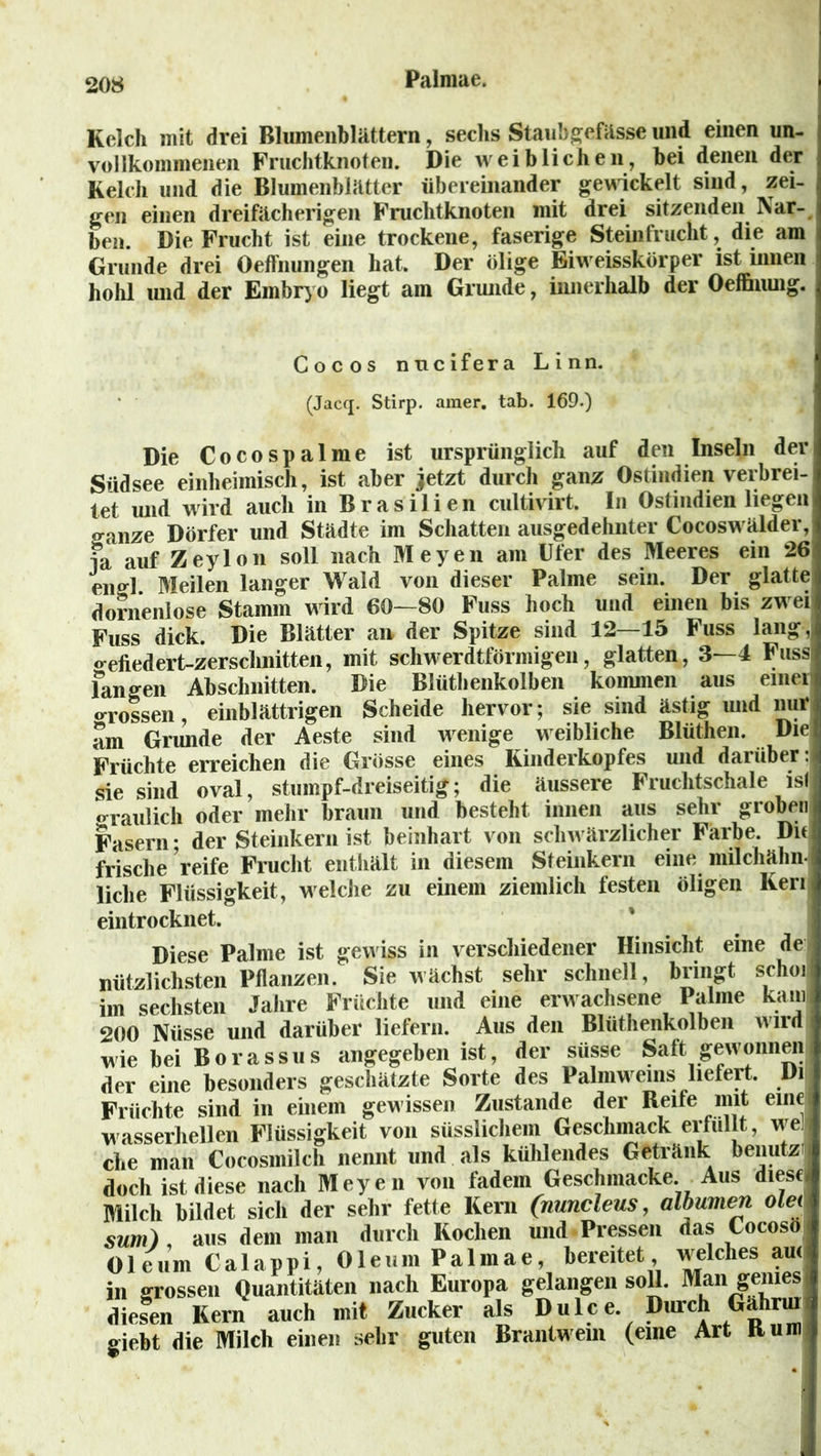 Kelch mit drei Blumenblättern, sechs Staubgefässe und einen un- vollkommenen Fruchtknoten. Die weiblichen, bei denen der Kelch und die Blumenblätter übereinander gewickelt sind, zei- gen einen dreifächerigen Fruchtknoten mit drei sitzenden Nar- ben. Die Frucht ist eine trockene, faserige Steinfrucht, die am Grunde drei Oeffnungen hat. Der ölige Eiweisskörper ist innen hohl und der Embryo liegt am Grunde, innerhalb der Oeffhung. Cocos nucifera Linn. (Jacq. Stirp. amer. tab. 169.) Die Cocospalme ist ursprünglich auf den Inseln den Südsee einheimisch, ist aber jetzt durch ganz Ostindien verbrei- tet Und wird auch in Brasilien cultivirt. In Ostindien liegen! sranze Dörfer und Städte im Schatten ausgedehnter Cocoswälder, ia auf Zeylon soll nach Meyen am Ufer des Meeres ein 26 engl Meilen langer Wald von dieser Palme sein. Der glatte dornenlose Stamm wird 60—80 Fuss hoch und einen bis zwei Fuss dick. Die Blätter an der Spitze sind 12—15 Fuss lang,^ o-eiiedert-zerschnitten, mit schwertförmigen, glatten, 3—4 Fuss fangen Abschnitten. Die Blüthenkolben kommen aus einen «rossen, einblättrigen Scheide hervor; sie sind ästig und nur am Grunde der Aeste sind wenige weibliche Blüthen. Die Früchte erreichen die Grösse eines Kinderkopfes und darüber. | sie sind oval, stumpf-dreiseitig; die äussere Fruchtschale islj «rraulich oder mein* braun und besteht innen aus sehr groben Fasern- der Steinkern ist beinhart von schwärzlicher Farbe. Du frische reife Frucht enthält in diesem Steinkern eine milchähn liehe Flüssigkeit, welche zu einem ziemlich festen öligen Keri j eintrocknet. Diese Palme ist gewiss in verschiedener Hinsicht eine de nützlichsten Pflanzen. Sie wächst sehr schnell, bringt schoi im sechsten Jahre Früchte und eine erwachsene Palme kam 200 Nüsse und darüber liefern. Aus den Blüthenkolben wird wie bei Borassus angegeben ist, der süsse Saft gewonnen der eine besonders geschätzte Sorte des Palmweins liefert. Di Früchte sind in einem gewissen Zustande der Keife mit eine wasserhellen Flüssigkeit von süsslichein Geschmack erfüllt, wel che man Cocosmilch nennt und als kühlendes Getränk benutzt doch ist diese nach Meyen von fadem Geschmacke Aus diese* Milch bildet sich der sehr fette Kern (nuncleus, albumen olei sum) , aus dem man durch Kochen und Pressen das Cocoso Oleum Calappi, Oleum Palniae, bereitet welches au. in grossen Quantitäten nach Europa gelangen soll, alan genies ^ diesen Kern auch mit Zucker als Dulce Durch G^hrml giebt die Milch einen sehr guten Brantwem (eine Art Bum