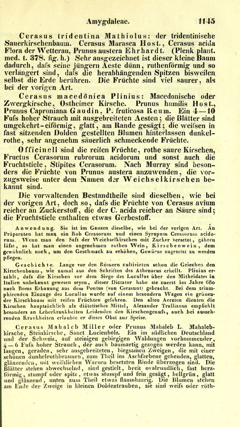 Cerasus tridentina Mathiolus: der tridentinische Sauerkirschenbaum. Cerasus Marasca Most., Cerasus acida Flora der Wetterau, Prunus austera Ehrhardt. (Plenk plant, med. t. 378. iig. h.) Sehr ausgezeichnet ist dieser kleine Baum dadurch, dafs seine jüngern Aeste dünn, ruthenförmig und so verlängert sind, dafs die herabhängenden Spitzen bisweilen selbst die Erde berühren. Die Früchte sind viel saurer, als bei der vorigen Art. Cerasus macedönica Plinius: Macedonische oder Zwergkirsche, Ostheimer Kirsche. Prunus humilis Most., Prunus Caproniana Gaudin, P. fruticosa Reum. Ein 4 —10 Fufs hoher Strauch mit ausgebreiteten Aesten ; die Blätter sind umgekehrt-eiförmig, glatt, am Bande gesägt, die weifsen in fast sitzenden Dolden gestellten Blumen hinterlassen dunkel- rothe, sehr angenehm säuerlich schmeckende Früchte. Officinell sind die reiten Früchte, rothe saure Kirschen, Fructus Cerasorum rubrorum acidorum und sonst auch die Fruchtstiele, Stipites Cerasorum. Nach Murray sind beson- ders die Früchte von Prunus austera anzuwenden, die vor- zugsweise unter dem Namen der Weichselkirschen be- kannt sind. Die vorwaltenden Bestandtheile sind dieselben, wie bei der vorigen Art, doch so, dafs die Früchte von Cerasus avium reicher an Zuckerstoff, die der C. acida reicher an Säure sind; die Fruchtstiele enthalten etwas Gerbestotf. Anwendung. Sie ist im Ganzen dieselbe, wie bei der vorigen Art. An Präparaten hat man ein Hob Cerasorum und einen Syrupum Cerasorum acido- rum. Wenn man den Saft der Weichselkirschen mit Zucker Versetzt, gähren läfst, so hat man einen angenehmen rothen Wein, Kirschenwein, dem gewöhnlich noch, um den Geschmack zu erhöhen, Gewürze zugesetzt zu werden pflegen. Geschichte. Lange vor den Römern cultivirten schon die Griechen den Kirschenbaum, wie zumal aus den Schriften des Athenaeus erhellt, Plinius er- zählt, dafs die Kirschen vor dem Siege des Lucullus über den Mithridates in Italien unbekannt gewesen seyen, dieser Dictator habe sie zuerst im Jahre 680 nach Roms Erbauung aus dem Pontus (von Cerasunt) gebracht. Bei dem trium- phirenden Einzuge dea Lucullus wurde auf einem besondern Wagen ein grünen- der Kirschbaum mit reifen Früchten gefahren. Den alten Aerzten dienten die Kirschen hauptsächlich als diätetisches Mittel, Alexander Trallianus empfiehlt besonders an Leberkvankhciten Leidenden den Kirschengenufs , auch bei auszeh- renden Krankheiten erlaubte er dieses Obst zur Speise. Cerasus Mahaleb Miller oder Prunus Mahaleb L. Mahaleb- hirsche, Steinkirschc, Sanct Lucienholz. Ein im südlichen Deutschland, und der Schweiz, auf' steinigen gebirgigen Waldungen vorkommender, 4 — 6 Fufs hoher Strauch, der auch baumartig gezogen werden hann, mit langen, geraden, sehr ausgebreiteten, biegsamen Zweigen, die mit einer schönen dunhelrothbraunen, zum Theil ins Aschfarbene gehenden, glatten, glänzenden, mit weifslichen Warzen besetzten Rinde überzogen sind. Die Rlättcr stehen abwechselnd , sind gestielt, breit ovalrundlich, fast herz- förmig , stumpf oder spitz , etwas stumpf und fein gesägt, hellgrün, glatt und glänzend, unten zum Theil etwas flaumhaarig. Die Blumen stehen am Ende der Zweige in kleinen Doldentrauben, sie sind weifs oder röth-