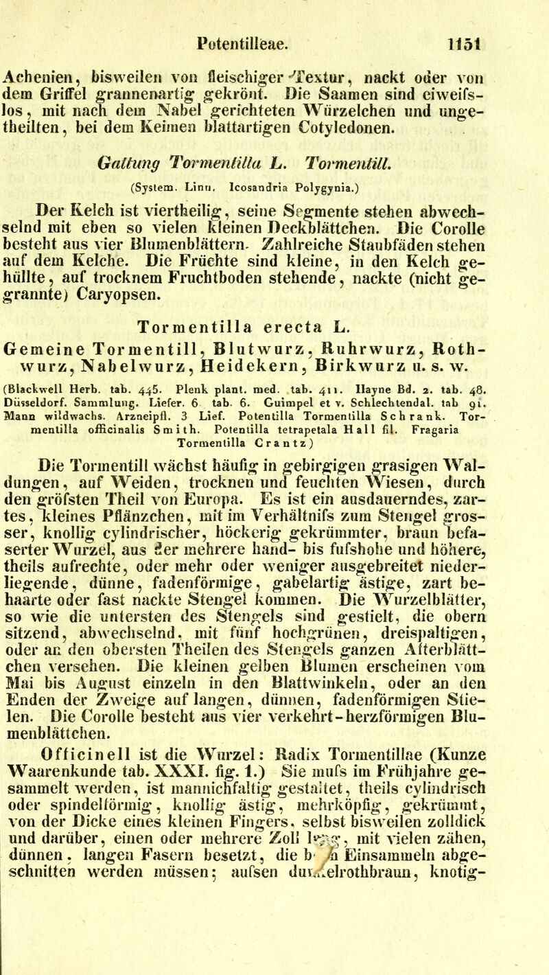 Achenien, bisweilen von fleischiger-Textur, nackt oder von dem Griffel grannenartig gekrönt. Die Saamen sind eiweifs- los , mit nach dem Nabel gerichteten Würzelchen und unge- teilten , bei dem Keimen blattartigen Cotyledonen. Gattung Tormentilla L. Tormentill, (System. Linn. Icosandria Polygynia.) Der Kelch ist viertheilig, seine Segmente stehen abwech- selnd mit eben so vielen kleinen Deckblättchen. Die Corolle besteht aus vier Blumenblättern, Zahlreiche Staubfäden stehen auf dem Kelche. Die Früchte sind kleine, in den Kelch ge- hüllte , auf trocknem Fruchtboden stehende, nackte (nicht ge- grannte) Caryopsen. Tormentilla erecta L. Gemeine Tormentill, Blutwurz, Ruhrwurz, Roth- wurz, Nabelwurz, Heidekern, Birkwurz u. s. w. (BlacWell Herb. tab. 445. Plenk plant, med. tab. 411. llayne Bd. 2. tab. 48. Düsseldorf. Sammlung. Liefer. 6 tab. 6. Guimpel et v. Schlecbtendal. tab 9t. Mann wildwachs, /irzneipfl. 3 Lief. Potentilla Tormentilla Schrank. Tor- menlilla officinalis Smith. Potentilla tetrapetala Hall fil. Fragaria Tormentilla Crantz) Die Tormentill wächst häufig in gebirgigen grasigen Wal- dungen, auf Weiden, trocknen und feuchten Wiesen, durch den gröfsten Theil von Europa. Es ist ein ausdauerndes, zar- tes , Kleines Pflänzchen, mit im Verhältnis zum Stengel gros- ser, knollig cylindrischer, höckerig gekrümmter, braun Gefa- serter Wurzel, aus der mehrere hand- bis fufshohe und höhere, theils aufrechte, oder mehr oder weniger ausgebreitet nieder- liegende, dünne, fadenförmige, gabelartig ästige, zart be- haarte oder fast nackte Stengel kommen. Die Wurzelblätter, so wie die untersten des Stengels sind gestielt, die obern sitzend, abwechselnd, mit fünf hochgrünen, dreispaltigen, oder an den obersten Theilen des Stengels ganzen Atterblätt- chen versehen. Die kleinen gelben Blumen erscheinen vom Mai bis August einzeln in den Blattwinkeln, oder an den Enden der Zweige auf langen, dünnen, fadenförmigen Stie- len. Die Corolle besteht aus vier verkehrt-herzförmigen Blu- menblättchen. Officinell ist die Wurzel: Radix Tormentillae (Kunze Waarenkunde tab. XXXI. fig. 1.) Sie mufs im Frühjahre ge- sammelt werden, ist mannichfaltig gestaltet, theils cylindrisch oder spindelförmig, knollig ästig, mehrköpfig, gekrümmt, von der Dicke eines kleinen Fingers, selbst bisweilen zolIdicK und darüber, einen oder mehrere Zoll l*$sg, mit vielen zähen, dünnen, langen Fasern besetzt, die b /n Einsammeln abge- schabten werden müssen; aufsen duiv^elrothbraun, knotig-