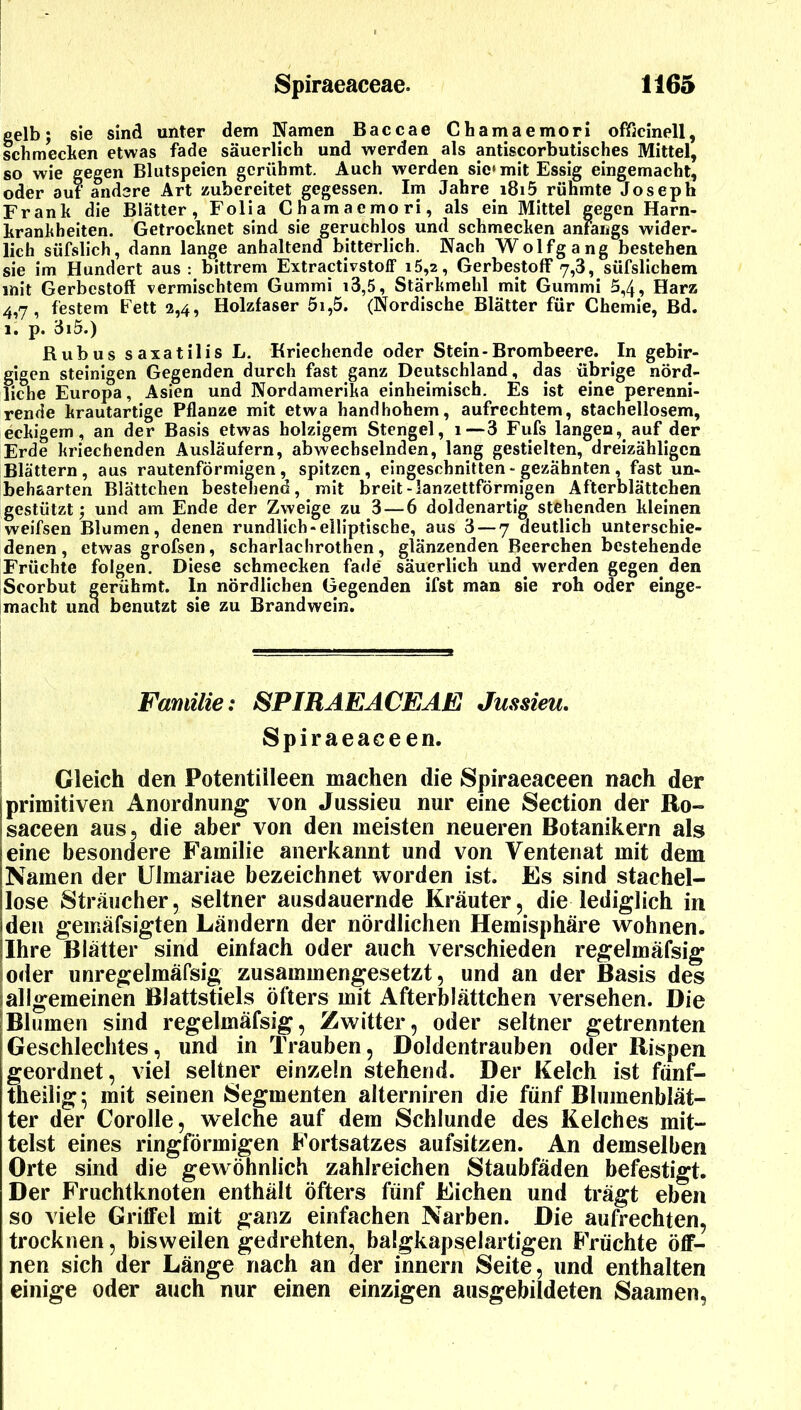 gelb; sie sind unter dem Namen Baccae Chamaemori officinell, schmecken etwas fade säuerlich und werden als antiscorbutisches Mittel, so wie gegen Blutspeien gerühmt. Auch werden sic» mit Essig eingemacht, oder aut andere Art zubereitet gegessen. Im Jahre i8i5 rühmte Joseph Frank die Blätter, Folia Chamaemori, als ein Mittel gegen Harn- krankheiten. Getrocknet sind sie geruchlos und schmecken anfangs wider- lich süfslich, dann lange anhaltend bitterlich. Nach Wolfgang bestehen sie im Hundert aus : bittrem Extractivstoff i5,2, Gerbestoff 7,3, süfslichem mit Gerbestoff vermischtem Gummi i3,5, Stärkmehl mit Gummi 5,4, Harz 4,7, festem Eett 2,4, Holzfaser 5i,5. (Nordische Blätter für Chemie, Bd. 1. p. 3i5.) Kubus saxatilis L. Kriechende oder Stein-Brombeere. In gebir- gigen steinigen Gegenden durch fast ganz Deutschland, das übrige nörd- liche Europa, Asien und Nordamerika einheimisch. Es ist eine perenni- rende krautartige Pflanze mit etwa handbohem, aufrechtem, stachellosem, eckigem, an der Basis etwas holzigem Stengel, 1—3 Fufs langen, auf der Erde kriechenden Ausläufern, abwechselnden, lang gestielten, dreizähligcn Blättern, aus rautenförmigen, spitzen, eingeschnitten - gezähnten, fast un- behaarten Blättchen bestehend, mit breit-lanzettförmigen Afterblättchen gestützt; und am Ende der Zweige zu 3—6 doldenartig stehenden kleinen weifsen Blumen, denen rundlich-elliptische, aus 3 — 7 deutlich unterschie- denen , etwas grofsen, scharlacbrothen, glänzenden Beerchen bestehende Früchte folgen. Diese schmecken fade säuerlich und werden gegen den iScorbut gerühmt. In nördlichen Gegenden ifst man sie roh oder einge- macht und benutzt sie zu Brand wein. Familie: SPIRAEACEAE Jussieu. Spiraeaceen. Gleich den Potentiileen machen die Spiraeaceen nach der primitiven Anordnung von Jussieu nur eine Section der Ro- saceen aus, die aber von den meisten neueren Botanikern als eine besondere Familie anerkannt und von Ventenat mit dem Namen der Ulmariae bezeichnet worden ist. Es sind stachel- lose Sträucher, seltner ausdauernde Kräuter, die lediglich in den gemäfsigten Ländern der nördlichen Hemisphäre wohnen, jlhre Blätter sind einfach oder auch verschieden regelmäfsig ioder unregelmäfsig zusammengesetzt, und an der Basis des iallgemeinen Blattstiels öfters mit Afterblättchen versehen. Die Blumen sind regelmäfsig, Zwitter, oder seltner getrennten Geschlechtes, und in Trauben, Doldentrauben oder Rispen geordnet, viel seltner einzeln stehend. Der Kelch ist fünf- theilig ^ mit seinen Segmenten alterniren die fünf Blumenblät- ter der Corolle, welche auf dem Schlunde des Kelches mit- telst eines ringförmigen Fortsatzes aufsitzen. An demselben Orte sind die gewöhnlich zahlreichen Staubfäden befestigt. Der Fruchtknoten enthält öfters fünf Eichen und trägt eben so viele Griffel mit ganz einfachen Narben. Die aufrechten, trocknen, bisweilen gedrehten, balgkapselartigen Früchte öff- nen sich der Länge nach an äer innern Seite, und enthalten einige oder auch nur einen einzigen ausgebildeten Saamen,