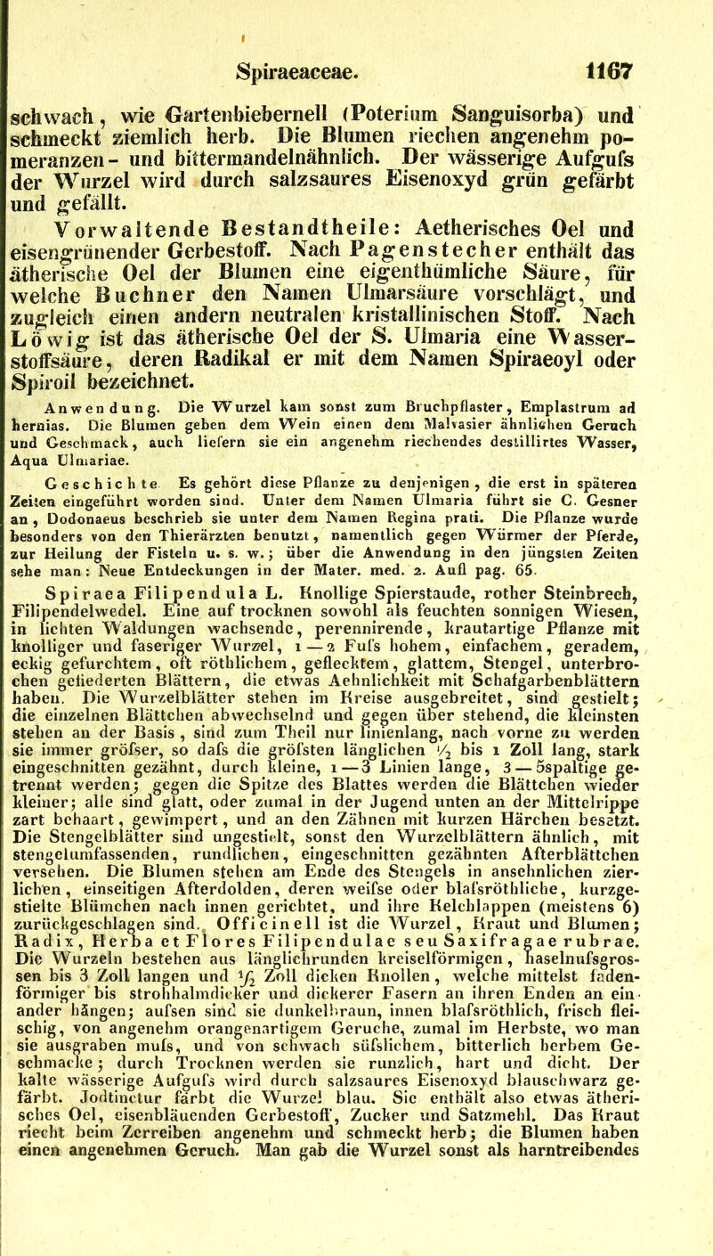 schwach, wie Oartenbiebernell (Poteriiim San^uisorba) und schmeckt ziemlich herb. Die Blumen riechen angenehm po- meranzen - und bittermandelnähnlich. Der wässerige Aufgufs der Wurzel wird durch salzsaures Eisenoxyd grün gefärbt und gefällt. Verwaltende Bestandtheile: Aetherisches Del und eisengrüriender Gerbestoff. Nach Pagenstecher enthält das ätherische Del der Blumen eine eigeiithümliche Säure, für welche Büchner den Namen ülmarsäure vorschlägt, und zugleich einen andern neutralen kristallinischen Stoff. Nach Lo wig ist das ätherische Del der S. Ulmaria eine Wasser- stoffsäure, deren Radikal er mit dem Namen Spiraeoyl oder Spiroil bezeichnet. Anwendung. Die Wurzel kam sonst zum Bi uchpflaster, Emplastrum ad hernias. Die Blumen geben dem Wein einen dem Mahasier ähnlichen Geruch und Geschmack, auch liefern sie ein angenehm riechendes destillirtes Wasser, Aqua ülmariae. Geschichte Es gehört diese Pflanze zu denjenigen, die erst in späteren Zeiten eingefiihrt worden sind. Unter dem Namen Ülmaria führt sie C. Gesner an , Dodonaeus beschrieb sie unter dem Namen Regina praii. Die Pflanze wurde besonders von den Thierärzten benutzt, namentlich gegen Wärmer der Pferde, zur Heilung der Fisteln u. s. w. j über die Anwendung in den jüngsten Zeiten sehe man ; Neue Entdeckungen in der Mater, med. 2. Aufl pag. 65. Spiraea Filipendula L. Knollige Spierstaude, rother Steinbrech, Filipendelwedel. Eine auf trocknen sowohl als feuchten sonnigen Wiesen, in lichten Waldungen wachsende, perennirende, krautartige Pflanze mit knolliger und faseriger Wurz?el, 1—2 Ful's hohem, einfachem, geradem, eckig gefurchtem, oft röthlichem, geflecktem, glattem, Stengel, unterbro- chen geflederten Blättern, die etwas Aehnlichkeit mit Schafgarbenblättern haben. Die Wurzeiblätter stehen im Kreise ausgebreitet, sind gestielt; die einzelnen Blättchen abwechselnd und gegen über stehend, die kleinsten stehen an der Basis , sind zum Theil nur linienlang, nach vorne zu werden sie immer gröfser, so dafs die gröfsten länglichen bis 1 Zoll lang, stark eingeschnitten gezähnt, durch kleine, 1—3 Linien lange, 3 — Sspaltige ge- trennt werden; gegen die Spitze des Blattes werden die Blättchen wieder kleiner; alle sind glatt, oder zumal in der Jugend unten an der Mittelrippe zart behaart, gewimpert, und an den Zähnen mit kurzen Härchen besetzt. I Die Stengelblätter sind un^estielt, sonst den Wurzelblättern ähnlich, mit stengelumfassenden, rundlichen, eingeschnitten gezähnten Afterblättchen ' versehen. Die Blumen stehen am Ende des Stengels in ansehnlichen zier- lichen , einseitigen Afterdolden, deren weifse oder blafsröthliche, kurzge- i stielte Blümchen nach innen gerichtet, und ihre Kelchlappen (meistens 6) zurückgeschlagen sind.^ Officinell ist die Wurzel, Kraut und Blumen; Radix, Herba et Flores Fillpendulae seuSaxifragae rubrae. Die Wurzeln bestehen aus länglichrunden kreiselförmigen, haselnufsgros- sen bis 3 Zoll langen und Zoll dicken Knollen, welche mittelst faden- förmiger bis strohhalmdicker und dickerer Fasern an ihren Enden an ein' ander hängen; aufsen sind sie dunkelbraun, innen blafsröthlich, frisch flei- schig, von angenehm orangenartigem Gerüche, zumal im Herbste, wo man sie ausgraben muls, und von schwach süfslichem, bitterlich herbem Ge- schmacke; durch Trocknen werden sie runzlich, hart und dicht. Der kalte wässerige Aufgufs wird durch salzsaures Eisenoxyd blauschwarz ge- färbt. Jodtinetur färbt die Wurzel blau. Sic enthält also etwas ätheri- i sches Oel, eiseribläuenden Gerbestoft', Zucker und Satzmehl. Das Kraut j riecht beim Zerreiben angenehm und schmeckt herb; die Blumen haben j einen angenehmen Geruch. Man gab die Wurzel sonst als harntreibendes I