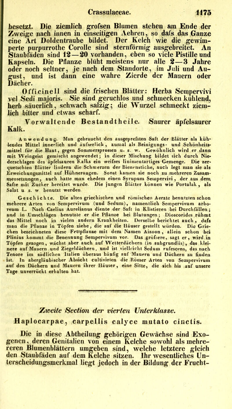 besetzt. Die ziemlich grofsen Blumen stehen am Ende der Zweite nach innen in einseitigen Aehren, so dafs das Ganze eine Art Doldentraube bildet. Der Kelch wie die gewim- perte purpurrothe Corolle sind sternförmig ausgebreitet. An Staubfäden sind i2—20 vorhanden, eben so viele Pistille und Kapseln. Die Pflanze blüht meistens nur alle 2—3 Jahre oder noch seltner, je nach dem Standorte, im Juli und Au- gust, und ist dann eine wahre Zierde der Mauern oder Dächer. Officinell sind die frischen Blätter: Herba Sempervivi vel Sedi majoris. Sie sind geruchlos und schmecken kühlend, herb säuerlich, schwach salzig; die Wurzel schmeckt ziem- lich bitter und etwas scharf. Vorwaltende Bestandtheile. Saurer äpfelsaurer Kalk. Anwendung. Man gebraucht den ausgeprefsten Saft der Blätter als küh- lendes Mittel innerlich und äufserlich , zumal als Beinigungs* und Schönheits- mittel für die Haut, gegen Sommersprossen u. s. w. Gewöhnlich wird er dann mit Weingeist gemischt angewendet; in dieser Mischung bildet sich durch Nie- derschlagen des äpfelsauren Kalks ein weifses linimentartiges Gemenge. Die zer- quetschten Blätter lindern die Schmerzen der Bienenstiche, auch legt man sie als Ecweichungsmittel auf Hühneraugen. Sonst kamen sie noch zu mehreren Zusam- n^ensetzungen, auch hatte man ehedem einen Syrupum Sempervivi, der aus dem Safte mit Zucker bereitet wurde. Die jungen Blätter können wie Portulak , als Salat u s. w benutzt werden Geschichte. Die alten griechischen und römischen Aerzte benutzten schon mehrere Arten von Sempervivum (und Sedum), namentlich Sempervivum arbo- reum L. Nach Gaelius Aurelianus diente der Saft in Klistieren bei Durchfällen; und in Gmschlägen benutzte er die Pflanze bei Blutungen; Dioscorides rühmt das Mittel noch in vielen andern Krankheiten. Derselbe berichtet auch , dafs mau die Pflanze in Töpfen ziehe, die auf die Häuser gestellt würden. Die Grie- chen bezcichneten diese Fettpflanze mit dem Namen Aizoon, allein schon bei Plinius kommt die Benennung Sempervivum vor. Das gröfsere, sagt er, wird in Töpfen gezogen, wächst aber auch auf Wetterdächern (in subgrundiis), das klei- nere auf Mauern und Ziegeldächern, und ist vielleicht Sedum rufescens, das nach Tenore im südlichen Italien überaus häufig auf Mauern und Dächern zu Anden ist. In abergläubischer Absicht cultivirten die Römer Arten von Sempervivum auf den Dächern und Mauern ihrer Häuser, eine Sitte, die sich bis auf unsere Tage unverrückt erhalten bat. ZäWeite Section der vierten Unterklasse. Haplocarpae, carpellis calyce mutato cinciis. Die in diese Abtheilung gehörigen Gewächse sind Exo- genen , deren Genitalien von einem Kelche sowohl als mehre- reren Blumenblättern umgeben sind, welche letztere gleich den Staubfäden auf dem Kelche sitzen. Ihr wesentliches Un- terscheidungsmerkmal liegt jedoch in der Bildung der Frucht-