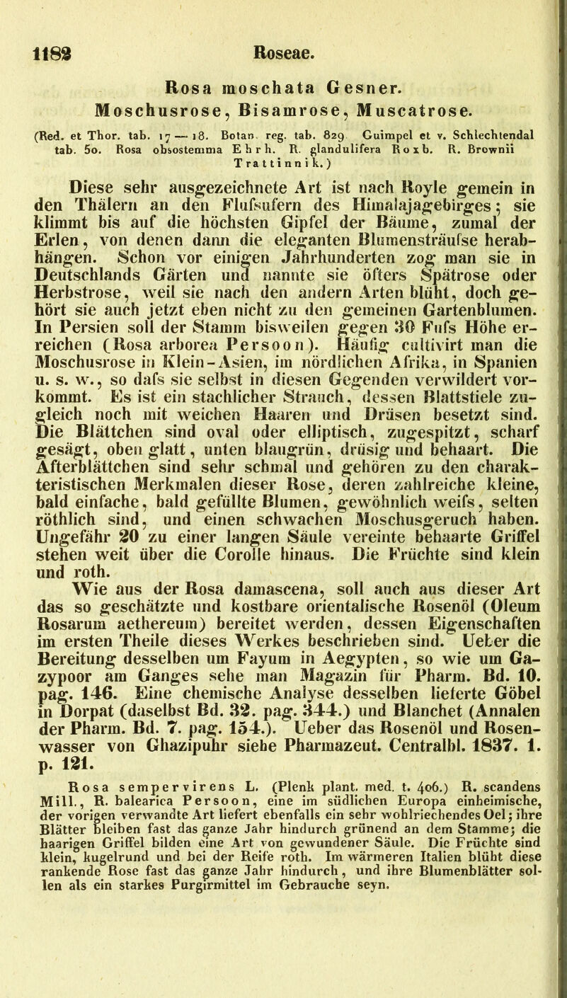 Rosa moschata Gesner. Moschusrose, Bisamrose, Muscatrose. (Red. et Thor. tab. 17 — 18- Botan, reg. tab. 829 Guimpel et v. Schlechtendal tab. 5o. Rosa obsostemma E h r h. R. glandulifera Roxb. R. Brownii T ra 11 i n n i k. ) Diese sehr ausgezeichnete Art ist nach Royle gemein in den Thälern an den Flufsufern des Himalajagebirges; sie klimmt bis auf die höchsten Gipfel der Bäume, zumal der Erlen, von denen dann die eleganten Blumensträufse herab- hängen. Schon vor einigen Jahrhunderten zog man sie in Deutschlands Gärten und nannte sie öfters Spätrose oder Herbstrose, weil sie nach den andern Arten blüht, doch ge- hört sie auch jetzt eben nicht zu den gemeinen Gartenblumen. In Persien soll der Stamm bisweilen gegen 30 Fufs Höhe er- reichen (Rosa arborea Persoon). Häutig cuitivirt man die Moschusrose in Klein-Asien, im nördlichen Afrika, in Spfinien u. s. w., so dafs sie selbst in diesen Gegenden verwildert vor- kommt. Es ist ein stachlicher Strauch, dessen Blattstiele zu- gleich noch mit weichen Haaren und Drüsen besetzt sind. Die Blättchen sind oval oder elliptisch, zugespitzt, scharf gesägt, oben glatt, unten blaugrün, drüsig und behaart. Die Afterblättchen sind sehr schmal und gehören zu den charak- teristischen Merkmalen dieser Rose, deren zahlreiche kleine, bald einfache, bald gefüllte Blumen, gewöhnlich weifs, selten röthlich sind, und einen schwachen Moschusgeruch haben. Ungefähr 20 zu einer langen Säule vereinte behaarte Griffel stehen weit über die Corolle hinaus. Die Früchte sind klein und roth. Wie aus der Rosa damascena, soll auch aus dieser Art das so geschätzte und kostbare orientalische Rosenöl (Oleum Rosarum aethereum) bereitet werden, dessen Eigenschaften im ersten Theile dieses Werkes beschrieben sind, üeter die Bereitung desselben um Fayum in Aegypten, so wie um Ga- zypoor am Ganges sehe man Magazin für Pharm. Bd. 10. pag. 146. Eine chemische Analyse desselben lieferte Göbel in Dorpat (daselbst Bd. 32. pag. 344.) und Blanchet (Annalen der Pharm. Bd. 7. pag. 154.). Ueber das Rosenöl und Rosen- wasser von Ghazipuhr siehe Pharmazeut. Centralbl. 1837. 1. p. 121. Rosa sempervirens L. (Plenk plant, med. t. 4<>6.) R. scandens Mill., R. balearica Persoon, eine im südlichen Europa einheimische, der vorigen verwandte Art liefert ebenfalls ein sehr wohlriechendes Oelj ihre Blätter bleiben fast das ganze Jahr hindurch grünend an dem Stamme; die haarigen Griffel bilden eine Art von gewundener Säule. Die Früchte sind Mein, kugelrund und bei der Reife roth. Im wärmeren Italien blüht diese rankende Rose fast das panze Jahr hindurch, und ihre Blumenblätter sol- len als ein starkes Purgirmittel im Gebrauche seyn.