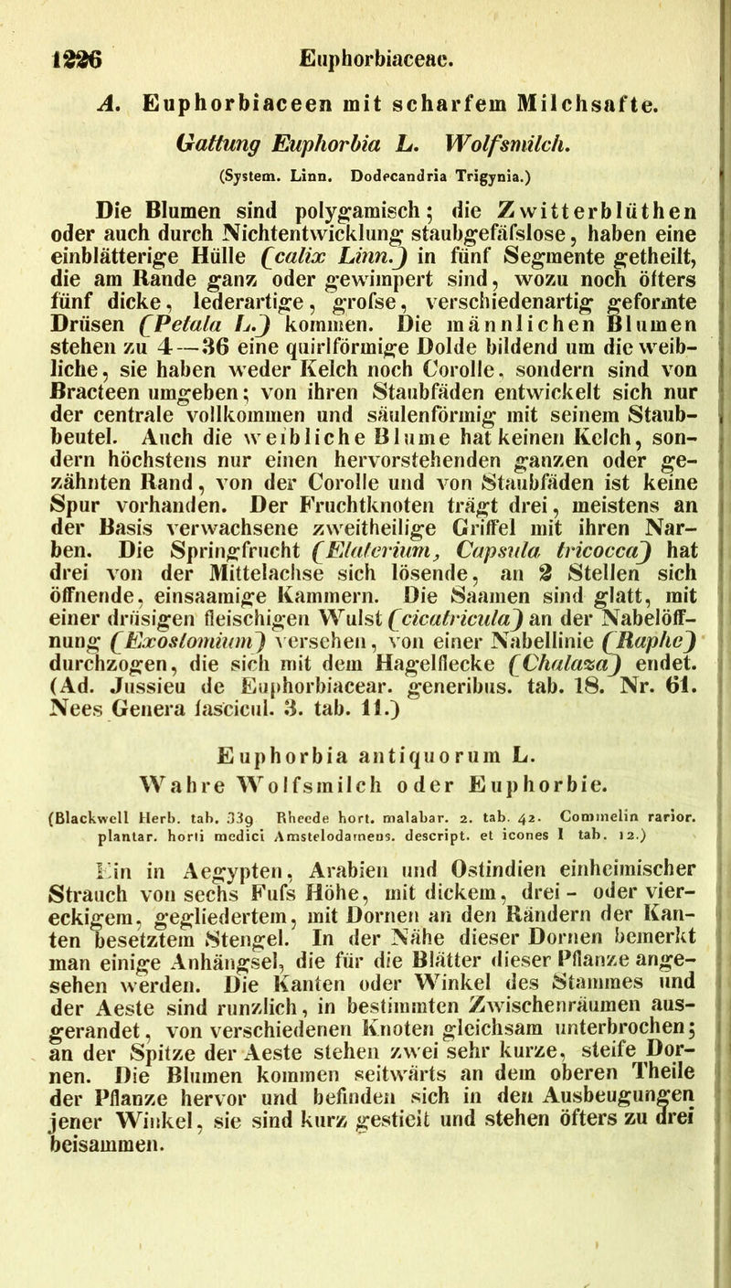 A. Euphorbiaceen mit scharfem Milchsäfte. Gattung Euphorbia L. Wolfsmitc/i, (System. Linn. Dodecandria Trigynia.) Die Blumen sind polygamisch; die Zwitterblüthen oder auch durch Nichtentwicklun^ staubgefäfslose, haben eine einblätterige Hülle £calix Linn.J in fünf Segmente getheilt, die am Rande gan» oder gewimpert sind, wozu noch öfters fünf dicke, lederartige, grofse, verschiedenartig geformte Drüsen (Eetala L.J kommen. Die männlichen Blumen stehen zu 4—86 eine quirlförmige Dolde bildend um die weib- liche, sie haben weder Kelch noch Corolle, sondern sind von Bracteen umgeben; von ihren Staubfäden entwickelt sich nur ' der centrale vollkommen und säulenförmig mit seinem Staub- 1 beutel. Auch die weibliche Blume hat keinen Kelch, son- dern höchstens nur einen hervorstehenden ganzen oder ge- zähnten Rand, von der Corolle und v^on Staiibfiden ist keine Spur vorhanden. Der Fruchtknoten trägt drei, meistens an der Basis verwachsene zweitheilige Griffel mit ihren Nar- ben. Die Springfrucht (JElaterium, Capsula tricoccaj hat drei von der Mittelachse sich lösende, an 2 Stellen sich öffnende, einsaamige Kammern. Die Saamen sind glatt, mit i einer drüsigen fleischigen Wulst (^cicatnculaj an der Nabelöff- nung QExoslomiunf) v ersehen, von einer Nabellinie (RapheJ durchzogen, die sich mit dem Hagelflecke fChala^aJ endet. (Ad. Jussieu de Eu})horbiacear. generibus. tab. 18. Nr. 61. Nees Genera fascicul. 8. tab. 11.) Euphorbia antiquorum L. Wahre Wolfsmilch oder Euphorbie. (Blackwell Herb. tab. 33g Rhecde hört, malabar. 2. tab. 42. Cominelin rarlor. plantar, horli mcdici Amstelodameos. descript. et icones I tab. 12.) Ein in Aegypten, Arabien und Ostindien einheimischer Strauch von sechs Fufs Höhe, mit dickem, drei- oder vier- eckigem, gegliedertem, mit Dornen an den Rändern der Kan- ten besetztem Stengel. In der Nähe dieser Dornen bemerkt man einige Anhängsel, die für die Blätter dieser Pflanze ange- sehen werden. Die Kanten oder Winkel des Stammes und i der Aeste sind runzlich, in bestimmten Zwischenräumen aus- : gerandet, von verschiedenen Knoten gleichsam unterbrochen; i an der Spitze der Aeste stehen zwei sehr kurze, steife Dor- * nen. Die Blumen kommen seitwärts an dem oberen Theile 1 der Pflanze hervor und befinden sich in den Ausbeugungen jener Winkel, sie sind kurz gestielt und stehen öfters zu drei ) beisammen.