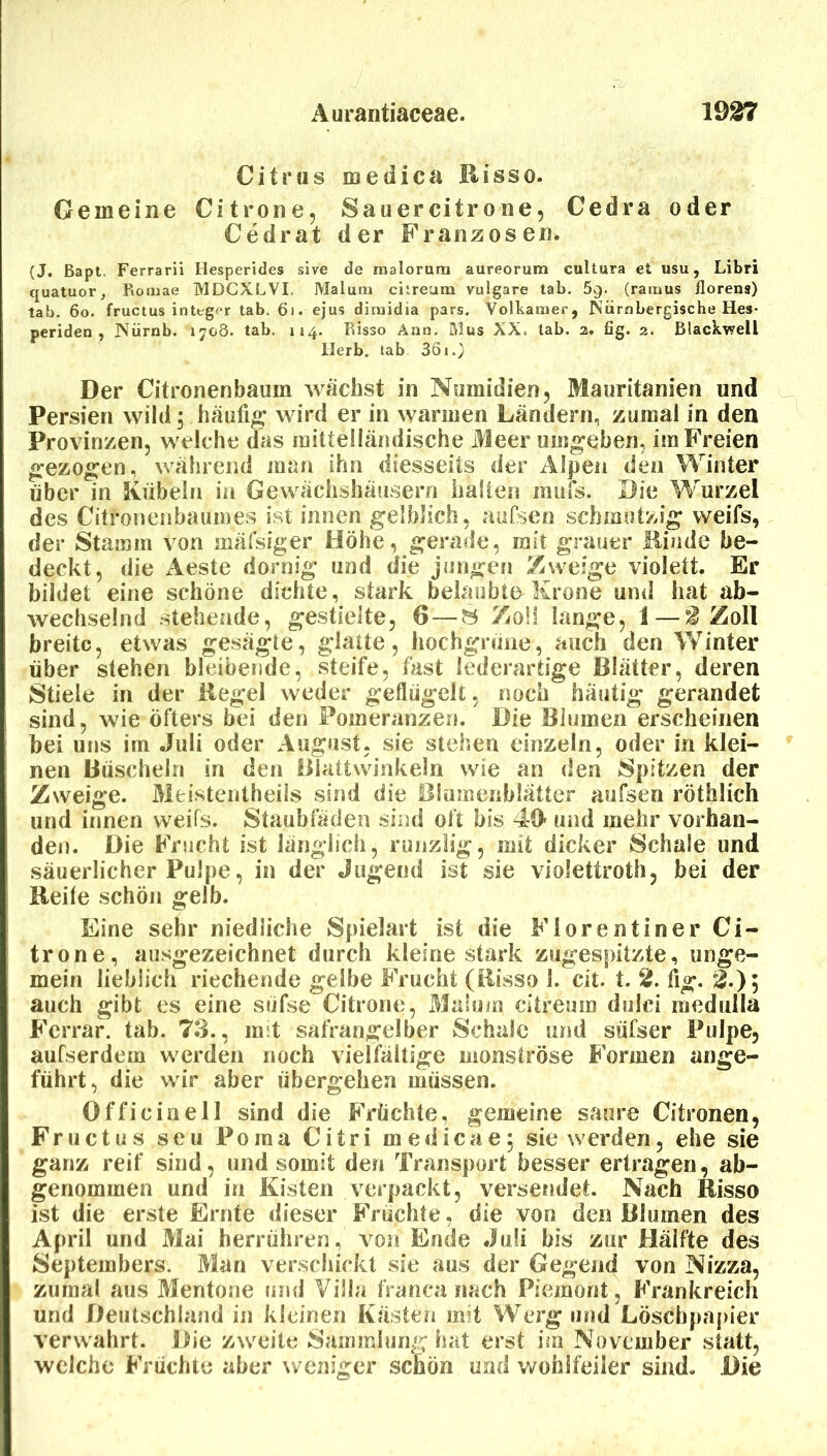 Citrus medica Ilisso. Gemeine Citrone, Sauercitrone, Cedra oder Cedrat der Franzosen. (J. Bapt, Ferrarü Hesperides sive de malorura aureorum cultura et usu, Libri quatuor, Romae MDCXLVI. Malum cilreum vulgare tab, Svj. (ramus florens) tab. 6o. fructus integer tab. 6i. ejus dimidia pars. Volkanier, Nürnbergische Hes- periden , JVürnb. 1708. tab. 114. Risso Änn. Mus XX. lab. 2, fig. 2. Blackwell Herb, tab 361.; Der Citronenbaum wächst in Numidien, Mauritanien und Persien wild; häufig wird er in warmen Ländern, zumal in den Provinzen, welche das mittelländische Meer umgeben, im Freien gezogen, während man ihn diesseits der Alpen den Winter über in Kübeln in Gewächshäusern hallen raiifs. Die Wurzel des Citronenbaumes ist innen gelblich, aursen schmutzig weifs, der Stamm von mäfsiger Höhe, geratle, mit grauer Binde be- deckt, die Aeste dornig und die jungen Zweige violett. Er bildet eine schöne dichte, stark belaubte Krone und hat ab- wechselnd stehende, gestielte, 6—ö Zoll lange, 1 — 3 Zoll breite, etwas gesägte, glatte, hoebgrüne, auch den Winter über stehen bleibende, steife, fast lederartige Blätter, deren Stiele in der Hegel weder geflügelt, noch häutig gerandet sind, wie öfters bei den Pomeranzen. Die Blumen erscheinen bei uns im Juli oder August, sie stehen einzeln, oder in klei- nen Büscheln in den Blattwinkeln wie an den Spitzen der Zweige. Meistentheiis sind die Blumenblätter aufsen röthlich und innen weifs. Staubfäden sind oft bis 49- und mehr vorhan- den. Die Frucht ist länglich, runzlig, mit dicker Schale und säuerlicher Pulpe, in der Jugend ist sie violettroth, bei der Reite schön gelb. Eine sehr niedliche Spielart ist die Florentiner Ci- trone, ausgezeichnet durch kleine stark zugespitzte, unge- mein lieblich riechende gelbe Frucht (Risso 1. cit. t. 3. fig. 3.); auch gibt es eine süfse Citrone, Malinn citreum duici raedulla Fcrrar. tab. 73., mit safrangelber Schale und sufser Pulpe, aufserdem werden noch vielfältige monströse Formen ange- führt, die wir aber übergehen müssen. Officinell sind die Früchte, gemeine saure Citronen, Fructus seu Poma Citri medicae; sie werden, ehe sie ganz reif sind, und somit den Transport besser ertragen, ab- genommen und in Kisten verpackt, versendet. Nach Risso ist die erste Ernte dieser Früchte, die von den Blumen des April und Mai herrühren, von Ende Juli bis zur Hälfte des Septembers. Man verschickt sie aus der Gegend von Nizza, zumal aus Mentone tnid Villa franca nach Piemont^ Frankreich und Deutschland in kleinen Kästen mit Werg und Löscbpa[)ier verwahrt. Die zweite Sammlung hat erst im November statt, welche Früchte aber weniger schön und wohlfeiler sind. Die