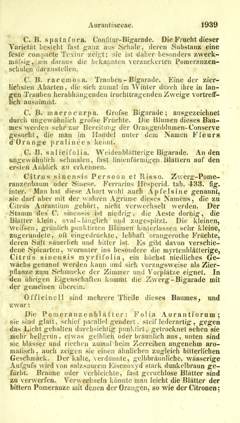 C. B. spatafora. Confit»ir-Bi|^arade. Die Frucht dieser Varietät besteht fast ganz aus Schate, deren Substanz eine feste compacte Textur zeigt; sie ist daher besonders zweck- mäfsig, um daraus die bekannten verzuckerten Pomeranzen- schalen darzustellen. C. B. racemosa. Trauben - Bigarade. Eine der zier- lichsten Abarten, die sich zumal im Winter dirrch ihre in lan- gen Trauben herabhängenden truchttragenden Zweige vortreff- lich ausnimmt. C. B. macrocarpa. Grofse Bigarade; ausgezeichnet durch ungewöhnlich grofse Früchte. Die Blumen dieses Bau- mes werden sehr zur Bereitung der Orangenblumen-Conserve gesucht, die man im Handel unter dem Namen Fleurs d’Orange pralinees kennt. C. B. salicifolia. Weidenblätterige Bigarade. An den ungewöhnlich schmalen, fast linienförmigen.Blättern auf den ersten Anblick zu erkennen. Citrus sinensis Persoon et Bisso. Zwerg-Pome- ranzenbaum oder Sinese. Ferrarins Hesperid. tab. 433. fig. inter. Man hat diese Abart wohl auch Apfelsine genannt, sie darf aber mit der wahren Agrume dieses Namens, die zu Citrus Aurantium gehört, nicht verwechselt werden. Der Stamm des C. sinensis ist niedrig*, die iVeste dornig, die Blätter klein, oval-länglich und zugespitzt. Die kleinen, weifsen, grünlich punktirten Blumen hinterlassen sehr kleine, zugerundete, oft eingedrückte, lebhaft orangerothe Früchte, deren Saft säuerlich und bitter ist. Es gibt davon verschie- dene Spiearten, worunter ins besondere die myrtenblätterige, Citrus sinensis myrtifolia, ein höchst niedliches Ge- wächs genannt werden kann und sich vorzugsweise als Zier- pflanze zum Sdimucke der Zimmer und Vorplätze eignet. In den übrigen Eigenschaften kommt die Zwerg-Bigarade mit der gemeinen überein. Officinell sind mehrere Theile dieses Baumes, und zwar: Die Pomeranzenblätter: Folia ilurantiorum 5 sie sind glatt, schief parallel geadert, steif lederartig, gegen das Licht gehalten durchsichtig punktirt, getrocknet sehen sie mehr hellgrün, etwas gelblich oder bräunlich aus, unten sind sie blässer und riechen zumal beim Zerreiben angenehm aro- matisch, auch zeigen sie einen ähnlichen zugleich bitterlichen Geschmack. Der kalte, verdünnte, gelbbräunliche, wässerige Aul’gufs wird von salzsaurem Eisenoxyd stark dunkelbraun ge- färbt. Braune oder verbleichte, fast geruchlose Blätter sind zu verwerfen. Verwechseln könnte man leicht die Blätter der bittern Pomeranze mit denen der Orangen, so wie der Citronen: