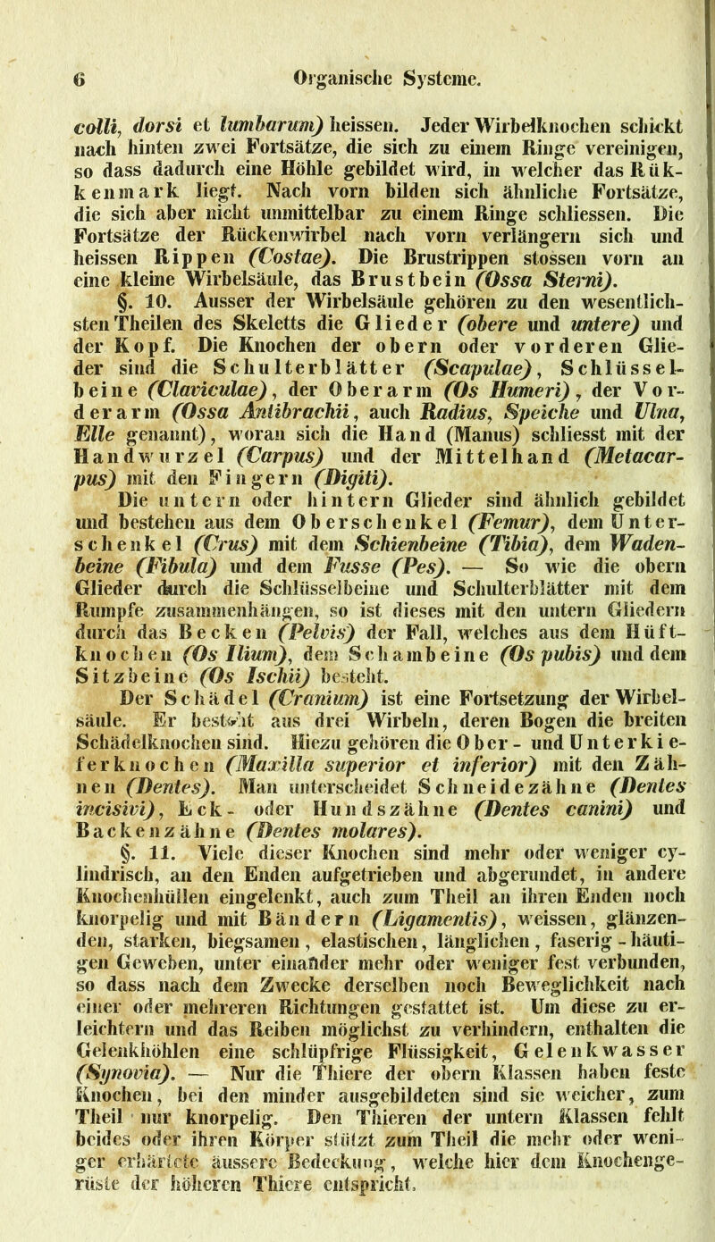 colli, dorsi et lumharum) heissen. Jeder Wirbdkiiochen schickt nach hinten zwei Fortsätze, die sich zu einem Ringe vereinigen, so dass dadurch eine Höhle gebildet wird, in welcher dasRük- kenmark liegt. Nach vorn bilden sich ähnliche Fortsätze, die sich aber nicht unmittelbar zu einem Ringe schliessen. Die Fortsätze der Rückenwirbel nach vorn verlängern sich und heissen Rippen (Costae). Die Rrustrippen stossen vorn an eine kleine Wirbelsäule, das Brustbein (Ossa Sterni). §. 10. Ausser der Wirbelsäule gehören zu den wesentlich- sten Theilen des Skeletts die Glieder (obere und untere) und der Kopf. Die Knochen der obern oder vorderen Glie- der sind die Schulterblätter (Scapulae), Schlüssel- beine (Claviculae), der Oberarm (Os Humeri) , der V o r- d er arm (Ossa Anlibrachii, auch Radius, Speiche und Ulna, Elle genannt), woran sich die Hand (Manus) schliesst mit der Handwurzel (Carpus) und der Mittelhand (Metacar- pus) mit den Fingern (Digiti). Die untern oder hintern Glieder sind ähnlich gebildet und bestehen aus dem Oberschenkel (Femur), dem Unter- schenkel (Ürus) mit dem Schienbeine (Tibia), dem Waden- beine (Fibula) und dem Fusse (Pes). — So wie die obern Glieder durch die Schlüsselbeine und Schulterblätter mit dem Rumpfe Zusammenhängen, so ist dieses mit den untern Gliedern durch das Becken (Pelvis) der Fall, welches aus dein Hüft- knochen (Os Ilium), dem Schambeine (Os pubis) und dem Sitzbeine (Os Ischii) besteht. Der Schädel (Craniwh) ist eine Fortsetzung der Wirbel- säule. Er besteht aus drei Wirbeln, deren Bogen die breiten Schädelknochen sind. Hiezu gehören die Ober- und Unterkie- ferknochen (Maxilla superior et inferior) mit den Zäh- nen (Dentes). Man unterscheidet Sch neide zähne (Benies incisivi), Eck- oder Hundszähne (Dentes canini) und Backenzähne (Dentes molares). §. 11. Viele dieser Knochen sind mehr oder weniger cy- 1 indrisch, an den Enden aufgetrieben und abgerundet, in andere Knochenhüllen eingelenkt, auch zum Theil an ihren Enden noch knorpelig und mit Bändern (Ligamentis), weisseil', glänzen- den, starken, biegsamen , elastischen, länglichen , faserig - häuti- gen Geweben, unter einander mehr oder weniger fest verbunden, so dass nach dem Zwecke derselben noch Beweglichkeit nach einer oder mehreren Richtungen gestattet ist. Um diese zu er- leichtern und das Reiben möglichst zu verhindern, enthalten die Gelenkhöhlen eine schlüpfrige Flüssigkeit, Gelenkwasser (Synovia). — Nur die Thiere der obern Klassen haben feste Knochen, bei den minder ausgebildeten sind sie weicher, zürn Theil nur knorpelig. Den Thieren der untern Klassen fehlt beides oder ihren Körper stülzt zum Theil die mehr oder weni ger erhärtete äussere Bedeckung, welche hier dem Knochenge- rüste der höheren Thiere entspricht,
