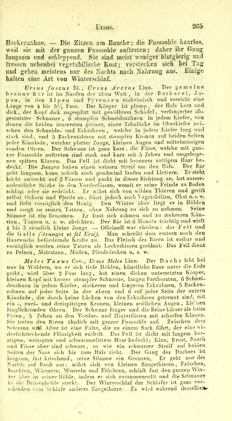 L i’SilS. Höckerztüme.' — Die Zitzen am Bauche; die Fusssohle haarlos, v. eil sie mit der ganzen Fusssohle auftreten; daher ihr Gang langsam und schleppend. Sie sind meist weniger blutgierig und fressen nebenbei vegetabilische Kost; verstecken sich bei Tag und gehen meistens nur des Nachts nach Nahrung aus. Einige halten eine Art von Winterschlaf. Ursusfuscus Bl., Ursus Ar ctos Linn. Der gemeine braune Bär ist im Norden der alten Welt, in der Barbarei, Ja- pan, in den Alpen und Pyrenäen einheimisch und erreicht eine Länge von 4 bis 51/. Fuss. Der Körper ist plump , der Hals kurz und dick, der Kopf dick zugespitzt mit gewölbtem Schädel, verlängerter ab- gestutzter Schnauze , 6 stumpfen Schneidezähnen in jedem Kiefer, von denen die beiden äussersten grösser, einer Zahnlücke im Oberkiefer zwi- schen den Schneide- und Eckzähnen , welche in jedem Kiefer lang und stark sind, und 5 Backenzähnen mit stumpfen Kronen auf beiden Seiten jeder Kinnlade, weicher platter Zunge, kleinen Augen und mittelmässigen runden Ohren. Der Schwanz ist ganz kurz , die Fusse, welche mit gan- zer Fusssohle auftreten sind stark und kurz mit 5 Zehen und umgeboge- nen spitzen Klanen. Das Fell ist dicht Tnit braunem zoltigem Haar be- deckt. Die Jungen haben einen Meissen Streif um den Hals. Der Bär geht langsam, bann jedoch auch geschwind laufen und klettern. Er steht leicht aufrecht auf 2 Füssen und packt in dieser Richtung an, hat ausser- ordentliche Stärke in den Vorderfassen, womit er seine Feinde zu Boden schlägt oder sie erdrückt. Er nährt sich von Milden Thieren und greift selbst Ochsen und P|'ert!e an; frisst jedoch auch Vegetabilien, Obst u. s.-w,. und liebt vorzüglich den Honig. Den Winter über liegt er in Höhlen und saugt an seinen^Tatzen, ohne Nahrung zu sich zu nehmen. Seine Stimme ist ein Brummen. Er lässt sich zähmen und zu mehreren Kün- sten , Tanzen u. s. w. abriehten. Der Bär ist 6 Monate trächtig und wirft 1 bis 3 ziemlich kleine Junge. —- Officinell M'ar ehedem ; das Fett und die Galle ('Axungia et fei UrsiJ. Man schreibt dem erstem noch den Haarwuchs befördernde Kräfte zu. Das Fleisch des Bären ist essbar und vorzüglich werden seine Tatzen als Leckerbissen gerühmt. Das Fell dient zu Pelzen, Matratzen, Muffen, Pferdedecken u. s. w. Meies Taxus Cuv., Ursus Meies Linn. Der Dachs lebt bei uns in Wäldern, Mro er sich tiefe Höhlen, künstliche Baue unter die Erde gräbt, wird über 2 Fuss lang, hat einen dicken untersetzten Körper, kleinen Kopf mit kurzer stumpfer Schnauze, langen Bartborsten, 6 Schnei- dezähnen in jedem Kiefer, stärkeren und längeren Eckzähnen, 5 Backen- zähnen auf jeder Seite in der obern und 6 auf jeder Seke der untern Kinnlade, die durch keine Lücken von den Eckzähnen getrennt sind, mit ein -, zwei- und dreispitzigen Kronen, kleinen seitlichen Augen , kle nen länglichrunden Ohren. Der Sclnvanz länger und die Beine kürzer als beim Bären , 5 Zehen an den Vorder- und Hinterfüssen mit scharfen Klauen. Sie treten den Bären ähnlich mit ganzer Fusssohle auf. ZMriscken dem Schwanz uiAl After ist eine Falte, die zu einem Sack führt, der eine M-i- derlichrieehende Flüssigkeit enthält. Das Fell ist dicht mit langem bor- stigem, weissgrau und schwarzmelirtem Haar bedeckt; Kinn, Brust, Bauch und Fasse aber sind schwarz, so wie ein schwarzer Streif auf beiden Seiten der Nase sich bis zum Hals zieht. Der Gang des Dachses ist langsam, fast kriechend, seine Stimme ein Grunzen. Er geht nur des Nachts auf Raub aus; nährt sich von kleinen Säugethieren, Fröschen, Insekten, Würmern, Wurzeln und Früchten, schläft fast den ganzen Win- ter über in seiner Höhle, indem er sich zusammenrollt und die Schnauze in die Drüsenhühle steckt. Der Winterschlaf der Schläfer ist ganz ver- schieden vom Schlafe anderer Säugethiere. Es wird während desselben-