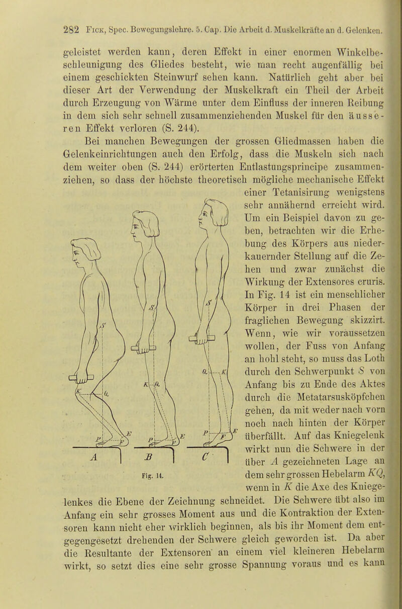 geleistet werden kann, deren Effekt in einer enormen Winkelbe- schleunigung des Gliedes besteht, wie man recht augenfällig bei einem geschickten Steinwurf sehen kann. Natürlich geht aber bei dieser Art der Verwendung der Muskelkraft ein Theil der Arbeit durch Erzeugung von Wärme unter dem Einfluss der inneren Reibung in dem sich sehr schnell zusammenziehenden Muskel für den äusse- ren Effekt verloren (S. 244). Bei manchen Bewegungen der grossen Gliedmassen haben die Gelenkeinrichtungen auch den Erfolg, dass die Muskeln sich nach dem weiter oben (S. 244) erörterten Entlastungsprincipe zusammen- ziehen, so dass der höchste theoretisch mögliche mechanische Effekt lenkes die Ebene der Zeichnung schneidet. Die Schwere übt also im Anfang ein sehr grosses Moment aus und die Kontraktion der Exten- soren kann nicht eher wirklich beginnen, als bis ihr Moment dem ent- gegengesetzt drehenden der Schwere gleich geworden ist. Da aber die Resultante der Extensoren an einem viel kleineren Hebelarm wirkt, so setzt dies eine sehr grosse Spannung voraus und es kann einer Tetanisirung wenigstens sehr annähernd erreicht wird. Um ein Beispiel davon zu ge- ben, betrachten wir die Erhe- bung des Körpers aus nieder- kauernder Stellung auf die Ze- hen und zwar zunächst die Wirkung der Extensores cruris. In Fig. 14 ist ein menschlicher Körper in drei Phasen der fraglichen Bewegung skizzirt. Wenn, wie wir voraussetzen wollen, der Fuss von Anfang an hohl steht, so muss das Loth durch den Schwerpunkt S von Anfang bis zu Ende des Aktes durch die Metatarsusköpfchen gehen, da mit weder nach vorn noch nach hinten der Körper Fig. 14. f überfällt. Auf das Kniegelenk wirkt nun die Schwere in der über .4 gezeichneten Lage an dem sehr grossen Hebelarm KQ, wenn in K die Axe des Kuiege-