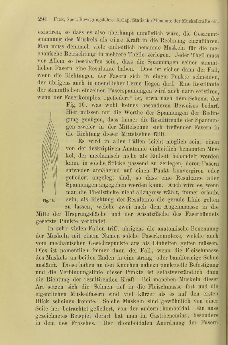 existiren, so dass es also überhaupt unmöglich wäre, die Gesammt- spannung des Muskels als eine Kraft in die Rechnung einzuführen. Man muss demnach viele einheitlich benannte Muskeln für die me- chanische Betrachtung in mehrere Theile zerlegen. Jeder Theil muss vor Allem so beschaffen sein, dass die Spannungen seiner s'ämmt- lichen Fasern eine Resultante haben. Dies ist sicher dann der Fall, wenn die Richtungen der Fasern sich in einem Punkte schneiden, der übrigens auch in unendlicher Ferne liegen darf. Eine Resultante der sämmtlichen einzelnen Faserspannungen wird auch dann existiren, wenn der Faserkomplex „gefiedert ist, etwa nach dem Schema der Fig. 16, was wohl keines besonderen Beweises bedarf. Hier müssen nur die Werthe der Spannungen der Bedin- gung genügen, dass immer die Resultirende der Spannun- gen zweier in der Mittelsehne sich treffender Fasern in die Richtung dieser Mittelsehne fällt. Es wird in allen Fällen leicht möglich sein, einen von der deskriptiven Anatomie einheitlich benannten Mus- kel, der mechanisch nicht als Einheit behandelt werden kann, in solche Stücke passend zu zerlegen, deren Fasern entweder annähernd auf einen Punkt konvergiren oder gefiedert angelegt sind, so dass eine Resultante aller Spannungen angegeben werden kann. Auch wird es, wenn man die Theilstücke nicht allzugross wählt, immer erlaubt pig. 16. sein, als Richtung der Resultante die gerade Linie gelten zu lassen, welche zwei nach dem Augenmaasse in die Mitte der Ursprungsfläche und der Ansatzfläche des Faserbündels gesetzte Punkte verbindet. In sehr vielen Fällen trifft übrigens die anatomische Benennung der Muskeln mit einem Namen solche Faserkomplexe, welche auch vom mechanischen Gesichtspunkte aus als Einheiten gelten müssen. Dies ist namentlich immer dann der Fall, wenn die Fleischmasse des Muskels an beiden Enden in eine sträng- oder bandförmige Sehne ausläuft. Diese haben an den Knochen nahezu punktuelle Befestigimg und die Verbindungslinie dieser Punkte ist selbstverständlich dann die Richtung der resultirenden Kraft. Bei manchen Muskeln dieser Art setzen sich die Sehnen tief in die Fleischmasse fort und die eigentlichen Muskelfasern sind viel kürzer als es auf den ersten Blick scheinen könnte. Solche Muskeln sind gewöhnlich von einer Seite her betrachtet gefiedert, von der andern rhomboidal. Ein ausij gezeichnetes Beispiel derart hat man im Gastrocnemius, besonders in dem des Frosches. Der rhomboidalen Anordnung der Fasern