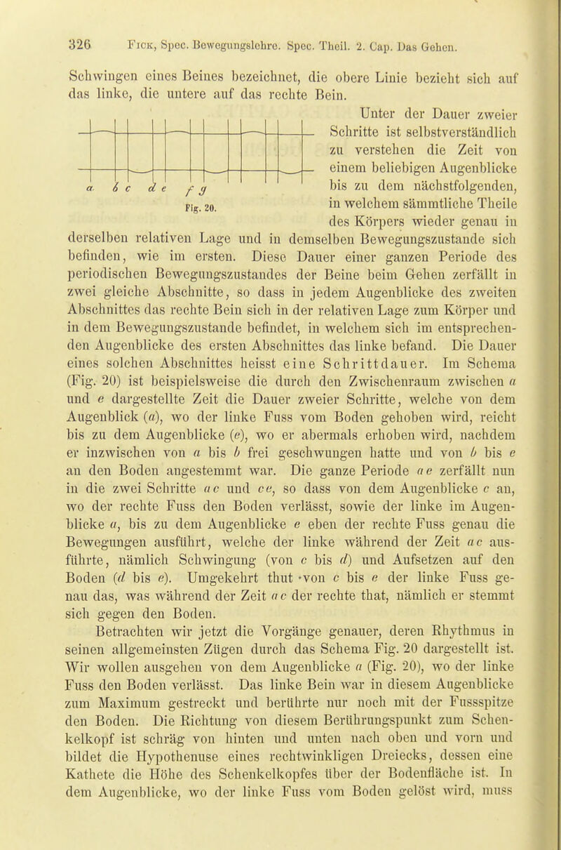 f 3 Fig. 20. Schwingen eines Beines bezeichnet, die obere Linie bezieht sich auf das linke, die untere auf das rechte Bein. Unter der Dauer zweier Schritte ist selbstverständlich zu verstehen die Zeit von einem beliebigen Augenblicke bis zu dem nächstfolgenden, in welchem sämmtliche Theile des Körpers wieder genau in derselben relativen Lage und in demselben Bewegungszustande sich befinden, wie im ersten. Diese Dauer einer ganzen Periode des periodischen Bewegnngszustandes der Beine beim Gehen zerfällt in zwei gleiche Abschnitte, so dass in jedem Augenblicke des zweiten Abschnittes das rechte Bein sich in der relativen Lage zum Körper und in dem Bewegungszustande befindet, in welchem sich im entsprechen- den Augenblicke des ersten Abschnittes das linke befand. Die Dauer eines solchen Abschnittes heisst eine Schrittdauer. Im Schema (Fig. 20) ist beispielsweise die durch den Zwischenraum zwischen a und e dargestellte Zeit die Dauer zweier Schritte, welche von dem Augenblick (o), wo der linke Fuss vom Boden gehoben wird, reicht bis zu dem Augenblicke (e), wo er abermals erhoben wird, nachdem er inzwischen von a bis b frei geschwungen hatte und von b bis e an den Boden angestemmt war. Die ganze Periode ae zerfällt nun in die zwei Schritte <tc und ce, so dass von dem Augenblicke c au, wo der rechte Fuss den Boden verlässt, sowie der linke im Augen- blicke «, bis zu dem Augenblicke e eben der rechte Fuss genau die Bewegungen ausführt, welche der linke während der Zeit ac aus- führte, nämlich Schwingung (von c bis d) und Aufsetzen auf den Boden (d bis e). Umgekehrt thut -von c bis e der linke Fuss ge- nau das, was während der Zeit a c der rechte that, nämlich er stemmt sich gegen den Boden. Betrachten wir jetzt die Vorgänge genauer, deren Rhythmus in seinen allgemeinsten Zügen durch das Schema Fig. 20 dargestellt ist. Wir wollen ausgehen von dem Augenblicke « (Fig. 20), wo der linke Fuss den Boden verlässt. Das linke Bein war in diesem Augenblicke zum Maximum gestreckt und berührte nur noch mit der Fussspitze den Boden. Die Richtung von diesem Berührungspunkt zum Schen- kelkopf ist schräg von hinten und unten nach oben und vorn und bildet die Hypothenuse eines rechtwinkligen Dreiecks, dessen eine Kathete die Höhe des Schenkelkopfes über der Bodenfläche ist. In dem Augenblicke, wo der linke Fuss vom Boden gelöst wird, muss