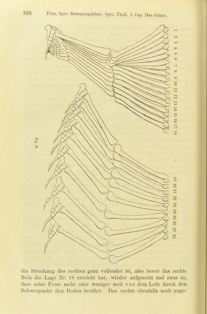 die Streckung des rechten ganz vollendet ist, also bevor das rechte Bein die Lage Nr. 18 erreicht hat, wieder aufgesetzt und zwar so, dass seine Ferse mehr oder weniger weit vor dem Loth durch den »Schwerpunkt den Boden berührt. Das rechte ebenfalls noch ange-