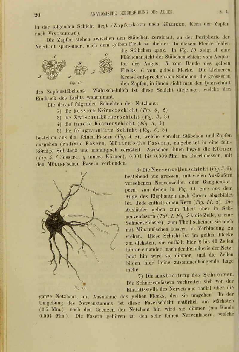 ANATOMISCUI-; BI'SClim';iBUNG DES AUGKS. in der folgenden Schicht liegt (Zapfenkorn nach Kölliker, Kern der Zapfen nach VlNTSGHGAU). , . , . , Die Zapfen stehen zwischen den Stabchen zerstreut, an der Peripherie der ^ Netzhaut sparsamer, nach dem gelben Fleck zu dichter. In diesem Flecke fehlen die Stäbchen ganz. In Fig. 10 zeigt A eine Flächenansicht der Stäbchenschiebt vom Aequa- V ^^^^ Auges, B vom Rande des gelben ^ ^® Flecks, C vom gelben Flecke. Die kleineren a ^^^r <i Kreise entsprechen den Stäbchen, die grösseren f'9 ^0- den Zapfen, in ihnen sieht man den Querschnitt des Zapfenstäbchens. Wahrscheinlich ist diese Schicht diejenige, welche den Eindruck des Lichts wahrnimmt. Die darauf folgenden Schichten der Netzhaut: 2) die äussere Körnerschicht {Fig. 8, 2) 3) die Zwischenkörnerschicht {Fig. ö, 3) 4) die innere Körnerschicht {Fig. S, 4) 5) die feingranulirte Schicht {Fig. 5) bestehen aus den feinen Fasern {Fig. 4. e), welche von den Stäbchen und Zapfen ausgehen (radiäre Fasern, MÜLLER'sche Fasern), eingebettet in eine fein- körnige Substanz und mannigfach verästelt. Zwischen ihnen liegen die Körner {Fig. 4. f äussere, g innere Körner), 0,004 bis 0,009 Mm. im Durchmesser, mit den MÜLLER'schen Fasern veiininden. 6) Die Nervenzellenschicht {Fig. ö, 6), bestehend aus grossen, mit vielen Ausläufern versehenen Nervenzellen oder Ganglienkör- pern, von denen in Fig. 11 eine aus dem Auge des Elephanten nach Corti abgebildet ist. Jede enthält einen Kern {Fig. 11. a). Die Ausläufer gehen zum Theil über in Seh- nervenfasern {Taf. I. Fig. 4 X die Zelle, m eine Sehnervenfaser), zum Theil scheinen sie auch mit MÜLLER'schen Fasern in Verbindung zu stehen. Diese Schicht ist im gelben Flecke am dicksten, sie enthält hier 8 bis 10 Zellen hinter einander; nach der Peripherie der Netz- haut hin wird sie dünner, und die Zellen bilden hier keine zusammenhängende Lage mehr. 7) Die Ausbreitung des Sehnerven. Die Sehnervenfasern verbreiten sich von der Eintrittsstelle des Nerven aus radial über die ganze Netzhaut, mit Ausnahme des gelben Flecks, den sie umgehen. In der Umgebung des Nervenstamms ist diese Faserschicht natürlich am stärksten (0,2 Mm.), nach den Grenzen der Netzhaut hin wird sie dünner (am Rande 0,004 Mm.). Die Fasern gehören zu den sehr feinen Nervenfasern, welche