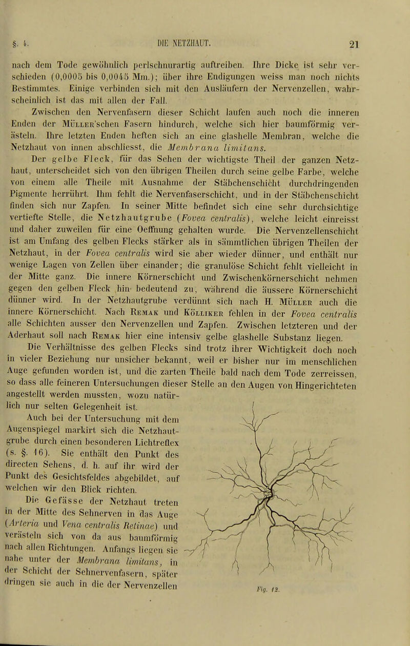 nach dem Tode gewölinlich perlschnurartig auftreiben. Ihre Dicke ist sehr ver- schieden (0,0005 bis 0,0045 Mm.); über ihre Endigungen weiss man noch nichts Bestimmtes. Einige verbinden sicli mit den Ausläufern der Nervenzellen, wahr- scheinlich ist das mit allen der Fall. Zwischen den Nervenfasern dieser Schicht laufen auch noch die inneren Enden der MÜLLERSchen Fasern hindurch, welche sich hier baumförmig ver- ästeln. Ihre letzten Enden heften sich an eine glashelle Membran, welche die Netzhaut von innen abschliesst, die Membrana limitans. Der gelbe Fleck, für das Sehen der wichtigste Theil der ganzen Netz- haut, unterscheidet sich von den übrigen Theilen durch seine gelbe Farbe, welche von einem alle Theile mit Ausnahme der Stäbchenschicht durchdringenden Pigmente herrührt. Ihm fehlt die Nervenfaserschicht, und in der Stä])chenschicht finden sich nur Zapfen. In seiner Mitte befindet sich eine sehr durchsichtige vertiefte Stelle, die Netzhautgrube {Fovea centralis), welche leicht einreisst und daher zuweilen für eine OefTnung gehalten wurde. Die Nervenzellenschicht ist am Umfang des gelben Flecks stärker als in sämmtlichen übrigen Theilen der Netzhaut, in der Fovea centralis wird sie aber wieder dünner, und enthält nur wenige Lagen von Zellen über einander; die granulöse Schicht fehlt vielleicht in der Mitte ganz. Die innere Körnerschicht und Zwischenkörnerschicht nehmen gegen den gelben Fleck hhv bedeutend zu, während die äussere Körnerschicht dünner wird. In der Netzhautgrube verdünnt sich nach H. Müller auch die innere Körnerschicht. Nach Remak und Kölliker fehlen in der Fovea centralis alle Schichten ausser den Nervenzellen und Zapfen. Zwischen letzteren und der Aderhaut soll nach Remak hier eine intensiv gelbe glashelle Substanz liegen. Die Verhältnisse des gelben Flecks sind trotz ihrer Wichtigkeit doch noch in vieler Beziehung nur unsicher bekannt, weil er bisher nur im menschlichen Auge gefunden worden ist, und die zarten Theile bald nach dem Tode zerreissen, so dass alle feineren Untersuchungen dieser Stelle an den Augen von Hingerichteten angestellt werden mussten, wozu natür- lich nur selten Gelegenheit ist. Auch bei der Untersuchung mit dem Augenspiegel markirt sich die Netzhaut- grube durch einen besonderen Lichtreflex (s. §. 16). Sie enthält den Punkt des directen Sehens, d. h. auf ihr wird der Punkt des Gesichtsfeldes abgebildet, auf welchen wir den Blick richten. Die Gefasse der Netzhaut treten in der Mitte des Sehnerven in das Auge {Arteria und Vena centralis Retinae) und verästeln sich von da aus baumförmig nach allen Richtungen. Anfangs liegen sie nahe unter der Membrana limitans, in der Schicht der Sehnervenfasern, später dringen sie auch in die der Nervenzellen p„ ,2