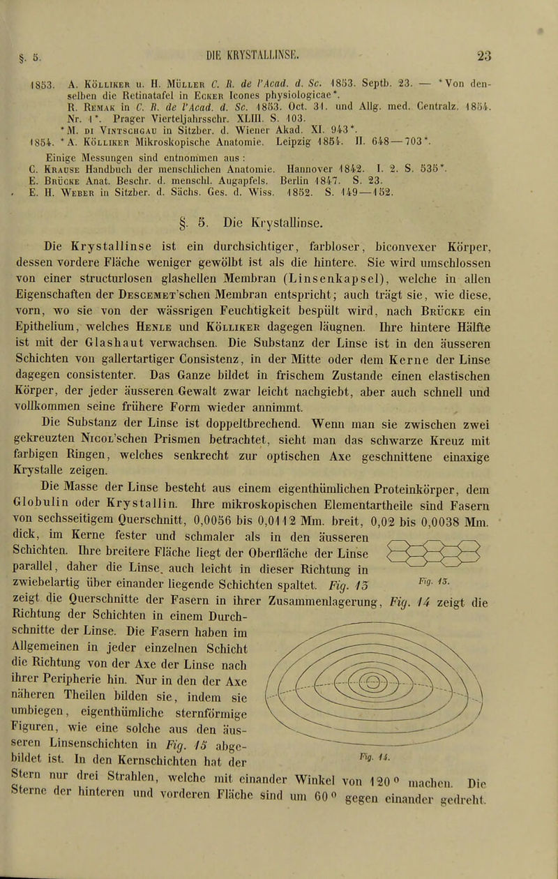 1853. A. KÖLLIKER u. H. MÜLLER C. R. de VAcad. d. Sc. 18ö3. Septb. 23. — Von den- selben die Retinatafel in Eckeh Icones physiolog-icae*. R. Remak in C. R. de VAcad. d. Sc. 48ö3. Oct. 31. und AUg. med. Centralz. 1804. Nr. 1*. Prager Vierteljabrsschr. XLIIl. S. 103. *M. DI ViNTSCHGAU in Sitzber. d. Wiener Akad. XI. 943*. 1854. *A. KÖLLIKER Mikroskopische Anatomie. Leipzig 1854. II. 648 — 703*. Einige Messungen sind entnommen aus : C. Krause Handbuch der menschlichen Anatomie. Hannover 1842. I. 2. S. 535*. E. Brücke Anat. Beschr. d. menschl. Augapfels. Berlin 1847. S. 23. E. H. Weber in Sitzber. d. Sachs. Ges. d. Wiss. 1852. S. 149 — 152. §. 5. Die Krystallinse, Die Krystallinse ist ein durchsichtiger, farbloser, biconvexer Körper, dessen vordere Fläche weniger gewölbt ist als die hintere. Sie wird umschlossen von einer structurlosen glashellen Membran (Linsenkapsel), welche in allen Eigenschaften der DESCEMET'schen Membran entspricht; auch trägt sie, wie diese, vorn, wo sie von der wässrigen Feuchtigkeit bespült wird, nach Brücke ein Epithelium, welches Henle und Kölliker dagegen läugnen. Ihre hintere Hälfte ist mit der Glashaut verwachsen. Die Substanz der Linse ist in den äusseren Schichten von gallertartiger Consistenz, in der Mitte oder dem Kerne der Linse dagegen consistenter. Das Ganze bildet in frischem Zustande einen elastischen Körper, der jeder äusseren Gewalt zwar leicht nachgiebt, aber auch schnell und vollkommen seine frühere Form wieder annimmt. Die Substanz der Linse ist doppeltbrechend. Wenn man sie zwischen zwei gekreuzten NicoL'schen Prismen betrachtet, sieht man das schwarze Kreuz mit farbigen Ringen, welches senkrecht zur optischen Axe geschnittene einaxige Krystalle zeigen. Die Masse der Linse besteht aus einem eigenthümlichen Proteinkörper, dem Globulin oder Krystallin. Ihre mikroskopischen Elementartheile sind Fasern von sechsseitigem Querschnitt, 0,0086 bis 0,0112 Mm. breit, 0,02 bis 0,0038 Mm. dick, im Kerne fester und schmaler als in den äusseren Schichten. Ihre breitere Fläche liegt der Oberfläche der Linse <I>^^<IV^^ parallel, daher die Linse, auch leicht in dieser Richtung in ^->—<—>—^ zwiebelartig über einander liegende Schichten spaltet. Fig. 13 zeigt die Querschnitte der Fasern in ihrer Zusammenlagerung, Fig. U zeigt die Richtung der Schichten in einem Durch- schnitte der Linse. Die Fasern haben im Allgemeinen in jeder einzelnen Schicht die Richtung von der Axe der Linse nach ihrer Peripherie hin. Nur in den der Axe näheren Theilen büden sie, indem sie umbiegen, eigenthümliche sternförmige Figuren, wie eine solche aus den äus- seren Linsenschichten in Fig. 18 abge- bildet ist. In den Kernschichten hat der Stern nur drei Strahlen, welche mit einander Winkel von 120« machen Die Sterne der hinteren und vorderen Fläche sind um 60« gegen einander gedreht^