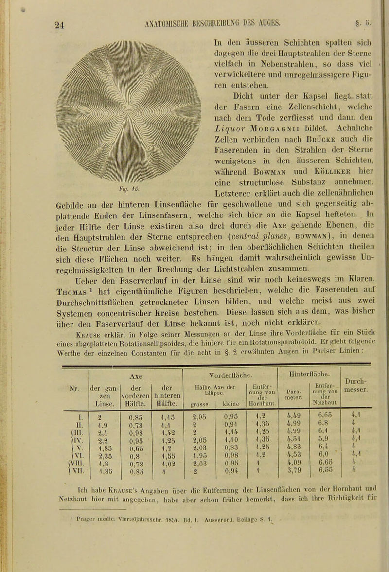 Fig. iS. In den äusseren Schichten spalten sicli dagegen die drei Haujitstrahlen der Sterne vielfach in Nebenstrahlen, so dass viel verwickelterc und unregelmässigere Figu- ren entstehen. Dicht unter der Kapsel liegt statt der Fasern eine Zellenschicht, welche nach dem Tode zerflicsst und dann den Liquor Morgagnii bildet. Aehnliche Zellen verbinden nach Brücke auch die Faserenden in den Strahlen der Sterne wenigstens in den äusseren Schichten, während Bowman und Kölliker hier eine structurlose Substanz annehmen. Letzterer erklärt auch die zellenähnlichen Gebilde an der hinteren Linsenfläche für geschwollene und sich gegenseitig ab- plattende Enden der Linsenfasern, welche sich hier an die Kapsel hefteten. In jeder Hälfte der Linse existiren also drei durch die Axe gehende Ebenen, die den Hauptstrahlen der Sterne entsprechen {central planes, bowman), in denen die Structur der Linse abweichend ist; in den oberflächlichen Schichten theilen sich diese Flächen noch weiter. Es hängen damit wahrscheinlich gewisse Un- regelmässigkeiten in der Brechung der Lichtstrahlen zusammen. lieber den Faserverlauf in der Linse sind wir noch keineswegs im Klaren. Thomas ^ hat eigenthümliche Figuren beschrieben, welche die Faserenden auf Durchschnittsflächen getrockneter Linsen bilden, und welche meist aus zwei Systemen concentrischer Kreise bestehen. Diese lassen sich aus dem, was bisher über den Faserverlauf der Linse bekannt ist, noch nicht erklären. Krause erklärt in Folge seiner Messungen an der Linse ihre Vorderfläche für ein Stück eines abgeplatteten Rotationsellipsoides, die hintere für ein Rotationsparaboloid. Er giebt folgende Werthe der einzelnen Constanten für die acht in §. 2 erwähnten Augen in Pariser Linien: Nr. der gan- zen Linse. Axe der vorderen Hälfte. der hinteren Hälfte. Vorderfläche. Halbe Axe der Ellipse. grosse kleine Enifer- nung von der llornliaul. Hinterfläche. Enlfer- Durch- Para- n 11 Uff vou der Netzhaut. messer. meter. 4,49 G.fiö 4,1 4,99 6.8 4 4,99 6,1 4,1 4,51 5,9 4,1 4,83 6,4 4 4,53 6,0 4,1 4,09 6,65 4 3,79 6,55 4 L U. HD: jVIil. vn. 2 1,9 2,4 2,2 1,85 2,35 1,8 1,85 0,85 0,78 0,98 0,95 0,65 0,8 0,78 0,85 1,15 1,1 1,42 1,25 1,2 1,55 1,02 1 2,05 2 2 2,05 2,03 1,95 2,03 2 0,95 0,91 1,14 1,10 0,83 0,98 0,95 0,94 1,2 1,35 1,25 1,35 1,25 1,2 1 1 Ich habe Krause's Angaben über die Entfernung der Linsenflächen von der Hornhaut und Netzhaut hier mit angegeben, habe aber schon früher bemerkt, dass ich iluc Ridifigkcit für I Präger mcdic. Vicrlcljahrsschr. 1854. IUI. t. Ausserord. Ücilugc S. 1.