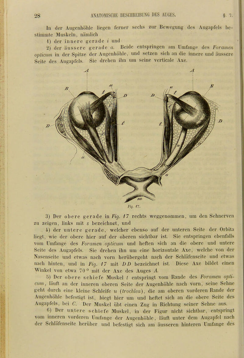 In der Augenhöhle liegen ferner sechs zur Bewegung des Augapfels be- stimmte Muskeln, nändich 4) der innere gerade i und 2) der äussere gerade a. Beide entspringen am Umfange des Foramen oplicum in der Spitze der Augenhöhle, und setzen sich an die innere und äussere Seite des Augapfels. Sie drehen ihn um seine verticale Axe. ■4 A Fig. i1. 3) Der obere gerade in Viq. 17 rechts weggenommen, um den Sehnerven zu zeigen, linlcs mit s bezeichnet, und 4) der untere gerade, welcher ebenso auf der unteren Seite der Orbita liegt, wie der obere hier auf der oberen sichtbar ist. Sie entspringen ebenfalls vom Umfange des Foramen opticum und heften sich an die obere und untere Seite des Augapfels. Sie drehen ihn um eine horizontale Axe, welche von der Nasenseite und etwas nach vorn herübergeht nach der Schläfenseite und etwas nach hinten, und in Fig. 17 mit DD bezeichnet ist. Diese Axe bildet einen Winkel von etwa 70 mit der Axe des Auges A. 5) Der obere schiefe Muskel t entspringt vom Rande des Foramen opli- cum, läuft an der inneren oberen Seite der Augenhöhle nach vorn, seine Sehne geht durch eine kleine Schleife u (trochlea), die am oberen vorderen Rande der Augenhöhle befestigt ist, biegt hier um und heftet sich an die obere Seite des Augapfels, bei C. Der Muskel übt einen Zug in Richtung seiner Sehne aus. 6) Der untere schiefe Muskel, in der Figur nicht sichtbar, entspringt vom inneren vorderen Umfange der Augenhöhle, läuft unter dem Augapfel nach der Schläfenseite herüber und befestigt sich am äusseren hinteren Umfange des