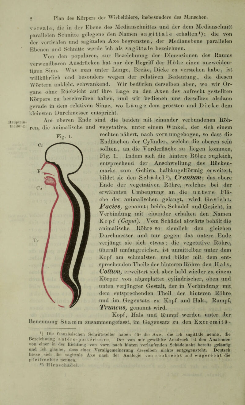 Hanptein- theilung. 2 Plan des Körpers der Wirbelthiere, insbesondere des Menschen. versale, die in der Ebene des Medianschnittes und der dem Medianschnitt parallelen Schnitte gelegene den Namen sagittale erhalten1); die von der verticalen und sagittalen Axe begrenzten, der Medianebene parallelen Ebenen und Schnitte werde ich als sagittale bezeichnen. Von den populären, zur Bezeichnung der Dimensionen des Raums verwendbaren Ausdrücken hat nur der Begriff' der Höhe einen unzweideu- tigen Sinn. Was man unter Länge, Breite, Dicke zu verstehen habe, ist willkührlich und besonders wegen der relativen Bedeutung, die diesen Wörtern anklebt, schwankend. Wir bedürfen derselben aber, wo wir Or- gane ohne Rücksicht auf ihre Lage zu den Axen des aufrecht gestellten Körpers zu beschreiben haben, und wir bedienen uns derselben alsdann gerade in dem relativen Sinne, wo Länge dem grössten und Dicke dem kleinsten Durchmesser entspricht. Am oberen Ende sind die beiden mit einander verbundenen Röh- ren, die animalische und vegetative, unter einem Winkel, der sich einem rechten nähert, nach vorn umgebogen, so dass die Endflächen der Cylinder, welche die oberen sein sollten, an die Vorderfläche zu liegen kommen, Fig. 1. Indem sich die hintere Röhre zugleich, entsprechend der Anschwellung des Rücken- marks zum Gehirn, halbkugelförmig erweitert, bildet sie den Schädel2), CraniUM; das obere Ende der vegetativen Röhre, welches bei der erwähnten Umbeugung an die untere Flä- che der animalischen gelangt, wird Gesicht, Facies^ genannt; beide, Schädel und Gesicht, in Verbindung mit einander erhalten den Namen Kopf (Caput). Vom Schädel abwärts behält die animalische Röhre so ziemlich den gleichen Durchmesser und nur gegen das untere Ende verjüngt sie sich etwas; die vegetative Röhre, überall umfangreicher, ist unmittelbar unter dem Kopf am schmälsten und bildet mit dem ent- sprechenden Theile der hinteren Röhre den Hals, Collum, erweitert sich aber bald wieder zu einem Körper von abgeplattet cylindrischer, oben und unten verjüngter Gestalt, der in Verbindung mit dem entsprechenden Theil der hinteren Röhre und im Gegensatz zu Kopf und Hals, Rumpf, TruriCUSj genannt wird. Kopf, Hals und Rumpf werden unter der Benennung Stamm zusammengefasst, im Gegensatz zu den Extremitä- *) lÜe französischen Schriftsteller haben für die Axe, die ich sagittale nenne, die Bezeichnung antdro-postdrieure. Der von mir gewählte Ausdruck ist den Anatomen von einer in der Richtung von vorn nach hinten verlaufenden Schädelnaht bereits geläufig und ich glaube, dass einer Verallgemeinerung desselben nichts entgegensteht. Deutsch Hesse sich die sagittale Axe nach der Analogie von senkrecht und wagerecht die pfeilrechte nennen. 8>* Hirnschädel.