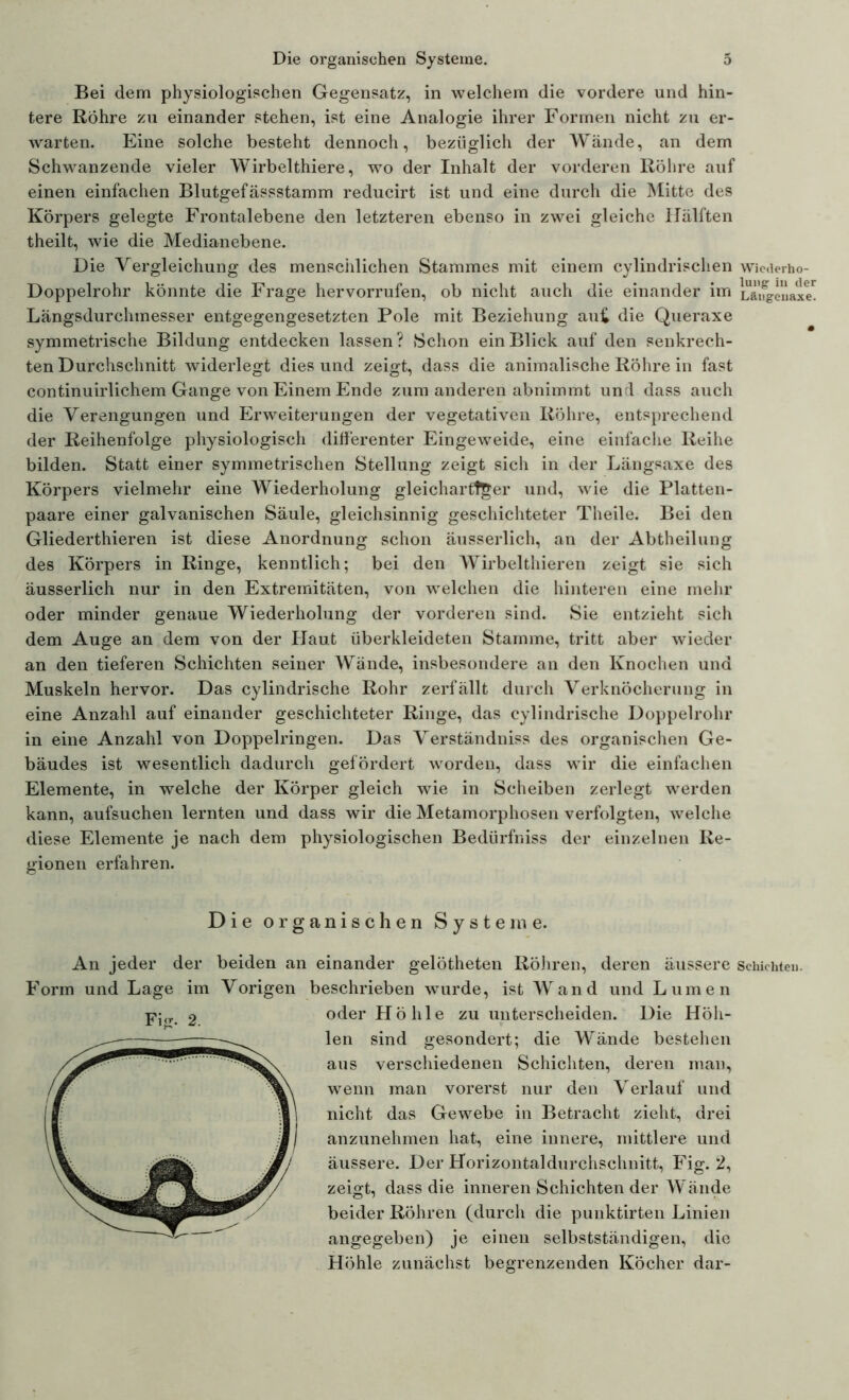 Bei dem physiologischen Gegensatz, in welchem die vordere und hin- tere Rohre zu einander stehen, ist eine Analogie ihrer Formen nicht zu er- warten. Eine solche besteht dennoch, bezüglich der Wände, an dem Schwanzende vieler Wirbelthiere, wto der Inhalt der vorderen Röhre auf einen einfachen Blutgefässstamm reducirt ist und eine durch die Mitte des Körpers gelegte Frontalebene den letzteren ebenso in zwei gleiche Hälften theilt, wie die Medianebene. Die Vergleichung des menschlichen Stammes mit einem cylindrischen wicderho- Doppelrohr könnte die Frage her vorrufen, ob nicht auch die einander im La'ifgenaxe^ Längsdurchmesser entgegengesetzten Pole mit Beziehung au£ die Queraxe symmetrische Bildung entdecken lassen ? Schon ein Blick auf den senkrech- ten Durchschnitt widerlegt dies und zeigt, dass die animalische Röhre in fast continuirlichem Gange von Einem Ende zum anderen abnimmt und dass auch die Verengungen und Erweiterungen der vegetativen Röhre, entsprechend der Reihenfolge physiologisch differenter Eingeweide, eine einfache Reihe bilden. Statt einer symmetrischen Stellung zeigt sich in der Längsaxe des Körpers vielmehr eine Wiederholung gleichartiger und, wie die Platten- paare einer galvanischen Säule, gleichsinnig geschichteter Theile. Bei den Gliederthieren ist diese Anordnung schon äusserlich, an der Abtheilung des Körpers in Ringe, kenntlich; bei den Wirbelthieren zeigt sie sich äusserlich nur in den Extremitäten, von welchen die hinteren eine mehr oder minder genaue Wiederholung der vorderen sind. Sie entzieht sich dem Auge an dem von der Haut überkleideten Stamme, tritt aber wieder an den tieferen Schichten seiner Wände, insbesondere an den Knochen und Muskeln hervor. Das eylindrische Rohr zerfällt durch Verknöcherung in eine Anzahl auf einander geschichteter Ringe, das eylindrische Doppelrohr in eine Anzahl von Doppelringen. Das Verständniss des organischen Ge- bäudes ist wesentlich dadurch gefördert worden, dass wir die einfachen Elemente, in welche der Körper gleich wie in Scheiben zerlegt werden kann, aufsuchen lernten und dass wir die Metamorphosen verfolgten, welche diese Elemente je nach dem physiologischen Bedürfniss der einzelnen Re- gionen erfahren. Die organischen Systeme. An jeder der beiden an einander gelötheten Röhren, deren äussere Schichten. Form und Lage im Vorigen beschrieben wurde, ist Wand und Lumen oder Höhle zu unterscheiden. Die Höh- len sind gesondert; die Wände bestehen aus verschiedenen Schichten, deren man, wenn man vorerst nur den Verlauf und nicht das Gewebe in Betracht zieht, drei anzunehmen hat, eine innere, mittlere und äussere. Der Horizontaldurchschnitt, Fig. 2, zeigt, dass die inneren Schichten der Wände beider Röhren (durcli die punktirten Linien angegeben) je einen selbstständigen, die Höhle zunächst begrenzenden Köcher dar-