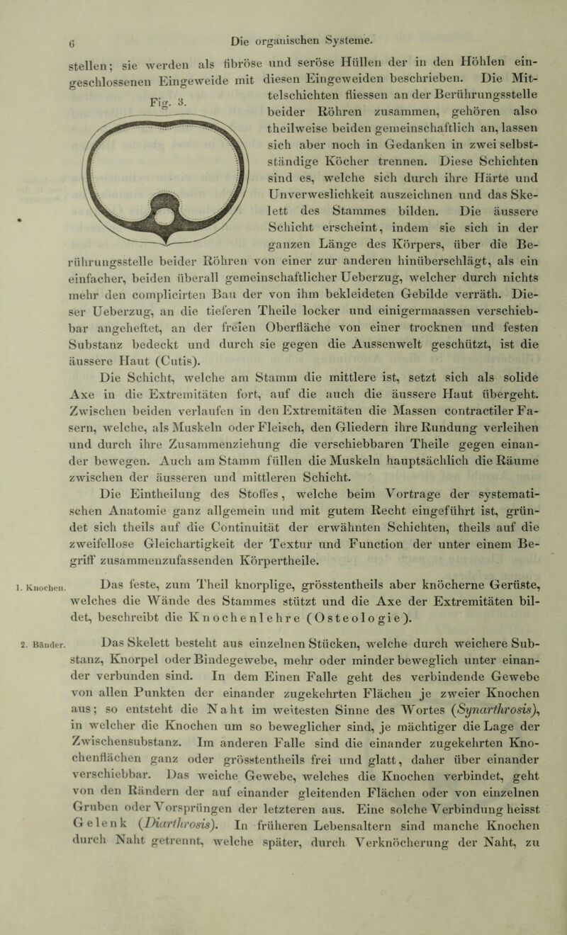 Knochen. !. Bancler. ß Die organischen Systeme. stellen; sie werden als fibröse und seröse Hüllen der in den Höhlen ein- geschlossenen Eingeweide mit diesen Eingeweiden beschrieben. Die Mit- telschichten fliessen an der Berührungsstelle beider Röhren zusammen, gehören also theilweise beiden gemeinschaftlich an, lassen sich aber noch in Gedanken in zwei selbst- ständige Köcher trennen. Diese Schichten sind es, welche sich durch ihre Härte und Unverweslichkeit auszeichnen und das Ske- lett des Stammes bilden. Die äussere Schicht erscheint, indem sie sich in der ganzen Länge des Körpers, über die Be- rührungsstelle beider Röhren von einer zur anderen hinüberschlägt, als ein einfacher, beiden überall gemeinschaftlicher Ueberzug, welcher durch nichts mehr den complicirten Bau der von ihm bekleideten Gebilde verräth. Die- ser Ueberzug, an die tieferen Theile locker und einigermaassen verschieb- bar angeheftet, an der freien Oberfläche von einer trocknen und festen Substanz bedeckt und durch sie gegen die Aussenwelt geschützt, ist die äussere Haut (Cutis). Die Schicht, welche am Stamm die mittlere ist, setzt sich als solide Axe in die Extremitäten fort, auf die auch die äussere Haut übergeht. Zwischen beiden verlaufen in den Extremitäten die Massen contractiler Fa- sern, welche, als Muskeln oder Fleisch, den Gliedern ihre Rundung verleihen und durch ihre Zusammenziehung die verschiebbaren Theile gegen einan- der bewegen. Auch am Stamm füllen die Muskeln hauptsächlich die Räume zwischen der äusseren und mittleren Schicht. Die Eintheilung des Stoßes, welche beim Vorträge der systemati- schen Anatomie ganz allgemein und mit gutem Recht eingeführt ist, grün- det sich theils auf die Continuität der erwähnten Schichten, theils auf die zweifellose Gleichartigkeit der Textur und Function der unter einem Be- griff zusammenzufassenden Körpertheile. Das feste, zum Theil knorplige, grösstentheils aber knöcherne Gerüste, welches die Wände des Stammes stützt und die Axe der Extremitäten bil- det, beschreibt die Knochenlehre (Osteologie). Das Skelett besteht aus einzelnen Stücken, welche durch weichere Sub- stanz, Knorpel oder Bindegewebe, mehr oder minder beweglich unter einan- der verbunden sind. In dem Einen Falle geht des verbindende Gewebe von allen Punkten der einander zugekehrten Flächen je zweier Knochen aus; so entsteht die Naht im weitesten Sinne des Wortes (Syncirthrosis), in welcher die Knochen um so beweglicher sind, je mächtiger die Lage der Zwischensubstanz. Im anderen Falle sind die einander zugekehrten Kno- chenflächen ganz oder grösstentheils frei und glatt, daher über einander verschiebbar. Das weiche Gewebe, welches die Knochen verbindet, geht von den Rändern der auf einander gleitenden Flächen oder von einzelnen Gruben oder Vorsprüngen der letzteren aus. Eine solche Verbindung heisst Gelenk (Diarthrosis). In früheren Lebensaltern sind manche Knochen durch Naht getrennt, welche später, durch Verknöcherung der Naht, zu Fig. 3.