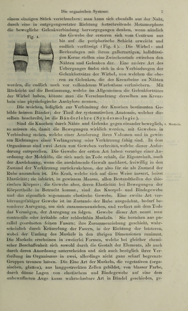 einem einzigen Stück verschmelzen; man kann sich ebenfalls aus der Naht, durch eine in entgegengesetzter Richtung fortschreitende Metamorphose die bewegliche Gelenkverbindung hervorgegangen denken, wenn nämlich das Gewebe der ersteren sich vom Centrum aus bis auf die peripherische Schicht erweicht und endlich verflüssigt (Fig. 4). Die Wirbel- und Beckenfügen mit ihrem gallertartigen, halbflüssi- gen Kerne stellen eine Zwischenstufe zwischen den Nähten und Gelenken dar. Eine andere Art des Ueberganges findet sich in den Verbindungen der Gelenkfortsätze der Wirbel, von welchen die obe- ren zu Gelenken, die des Kreuzbeins zu Nähten werden, die endlich noch vor vollendetem Wachsthum verknöchern. Mit Rücksicht auf die Bestimmung, welche im Allgemeinen die Gelenkfortsätze der Wirbel haben, könnte man die Verschmelzung derselben am Kreuz- bein eine physiologische Anchylose nennen. Die weichen, lediglich zur Verbindung der Knochen bestimmten Ge- bilde heissen Bänder; der Theil der systematischen Anatomie, welcher die- selben beschreibt, ist die Bänderlehre (Syndesmologie). Sind die Knochen durch Nähte und Gelenke gegen einander beweglich, 3. Muskeln, so müssen sie, damit die Bewegungen wirklich werden, mit Geweben in Verbindung stehen, welche einer Aenderung ihres Volumen und in gewis- sen Richtungen einer Verlängerung oder Verkürzung fähig .sind. In dem Organismus sind zwei Arten von Geweben verbreitet, welche dieser Anfor- derung entsprechen. Die Gewebe der ersten Art haben vermöge einer An- ordnung der Moleküle, die sich auch im Tode erhält, die Eigenschaft, nach der Ausdehnung, wenn die ausdehnende Gewalt nachlässt, freiwillig in den Zustand der Verkürzung zurückzukehren, der also für sie als Zustand der Ruhe anzusehen ist. Die Kraft, welche sich auf diese Weise äussert, heisst Elasticität; sie inhärirt, in gewissem Maasse, allen Bestandtheilen des thie- rischen Körpers; die Gewebe aber, deren Elasticität bei Bewegungen der Körpertheile in Betracht kommt, sind das Knorpel- und Bindegewebe und das eigentlich sogenannte elastische Gewebe. Eine zweite Art ver- kürzungsfähiger Gewebe ist im Zustande der Ruhe ausgedehnt, bedarf be- sonderer Anregung, um sich zusammenzuziehen, und verliert mit dem Tode das Vermögen, der Anregung zu folgen. Gewebe dieser Art nennt man contractile oder irritable oder schlechthin Muskeln. Sie bestehen aus pa- rallel geordneten feinen Fasern; ihre Zusammenziehung geschieht, wahr- scheinlich durch Kräuselung der Fasern, in der Richtung der letzteren, wobei der Umfang des Muskels in den übrigen Dimensionen zunimmt. Die Muskeln erscheinen in zweierlei Formen, welche bei gleicher chemi- scher Beschaffenheit sich sowohl durch die Gestalt der Elemente, als auch durch deren Anordnung unterscheiden und sich auch bezüglich ihrer Ver- theilung im Organismus in zwei, allerdings nicht ganz scharf begrenzte Gruppen trennen lassen. Die Eine Art der Muskeln, die vegetativen (orga- nischen, glatten), aus langgestreckten Zellen gebildet, von blasser Farbe, durch dünne Lagen von elastischem und Bindegewebe auf eine dem unbewaffneten Auge kaum wahrnehmbare Art in Bündel geschieden, ge-