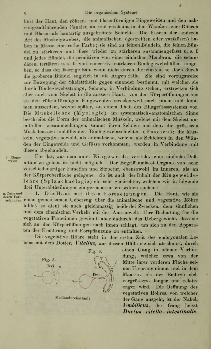 weide. a. Cutis und deren Fort- setzungen. J 8 Die organischen Systeme. hört der Haut, den röhren- und blasenförmigen Eingeweiden und den nah- rungssaftführenden ( 'analen an und erscheint in den Wänden jener Röhren und Blasen als hautartig ausgebreitete Schicht. Die Fasern der anderen Art des Muskelgewebes, die animalischen (gestreiften oder varikösen) ha- ben in Masse eine rothe Farbe; sie sind zu feinen Bündeln, die feinen Bün- del zu stärkeren und diese wieder zu stärkeren zusammengefasst u. s. f. und jedes Bündel, die primitiven von einer einfachen Membran, die secun- dären, tertiären u. s. f. von successiv stärkeren Bindegewebshüllen umge- ben, so dass der faserige Bau, wenn nicht durch die feinsten, so doch durch die gröberen Bündel sogleich in die Augen fällt. Sie sind vorzugsweise zur Bewegung der Skeletttheile gegen einander bestimmt, mit welchen sie durch Bindegewebsstränge, Sehnen, in Verbindung stehen, erstrecken sich aber auch vom Skelett in die äussere Haut, von den Körperöffnungen aus an den röhrenförmigen Eingeweiden streckenweit nach innen und kom- men ausserdem, wovon später, an einem Theil des Blutgefässsystemes vor. Die Muskellehre (Myologie) im systematisch-anatomischen Sinne beschreibt die Form der animalischen Muskeln, welche mit dem Skelett un- mittelbar Zusammenhängen, sammt ihren Sehnen und den, die grösseren Muskelmassen umhüllenden Bindegewebsschichten (Fascien); die Mus- keln, vegetative sowohl, als animalische, welche als Schichten in den Wän- den der Eingeweide und Gefässe Vorkommen, werden in Verbindung mit diesen abgehandelt. Für das, was man unter Eingeweide versteht, eine einfache Defi- nition zu geben, ist nicht möglich. Der Begriff umfasst Organe von sehr verschiedenartiger Function und Structur, ebensowohl im Inneren, als an der Körperoberfläche gelegene. So ist auch der Inhalt der Eingeweide- lehre (Splanchnologie) ein sehr gemischter, welchen wir in folgende drei Unterabtheilungen einigermaassen zu ordnen suchen: 1. Die Haut mit ihren Fortsetzungen. Die Haut, wie sie einen gemeinsamen Ueberzug über die animalische und vegetative Röhre bildet, so dient sie auch gleichmässig beiderlei Zwecken, dem sinnlichen und dem chemischen Verkehr mit der Aussenwelt. Ihre Bedeutung für die vegetativen Functionen gewinnt aber dadurch das Uebergewicht, dass sie sich an den Körperöffnungen nach innen schlägt, um sich zu den Appara- ten der Ernährung und Fortpflanzung zu entfalten. Die vegetative Röhre steht in der ersten Zeit des embryonalen Le- bens mit dem Dotter, Vitellus, aus dessen Hülle sie sich abschnürt, durch einen Gang in offener Verbin- dung, welcher etwa von der Mitte ihrer vorderen Fläche sei- nen Ursprung nimmt und in dem Maasse, als der Embryo sich vergrössert, länger und relativ enger wird. Die Oeffnung des vegetativen Rohres, von welcher der Gang ausgeht, ist der Nabel, UmbilicuS; der Gang heisst Ductus vilello - intestinalis.