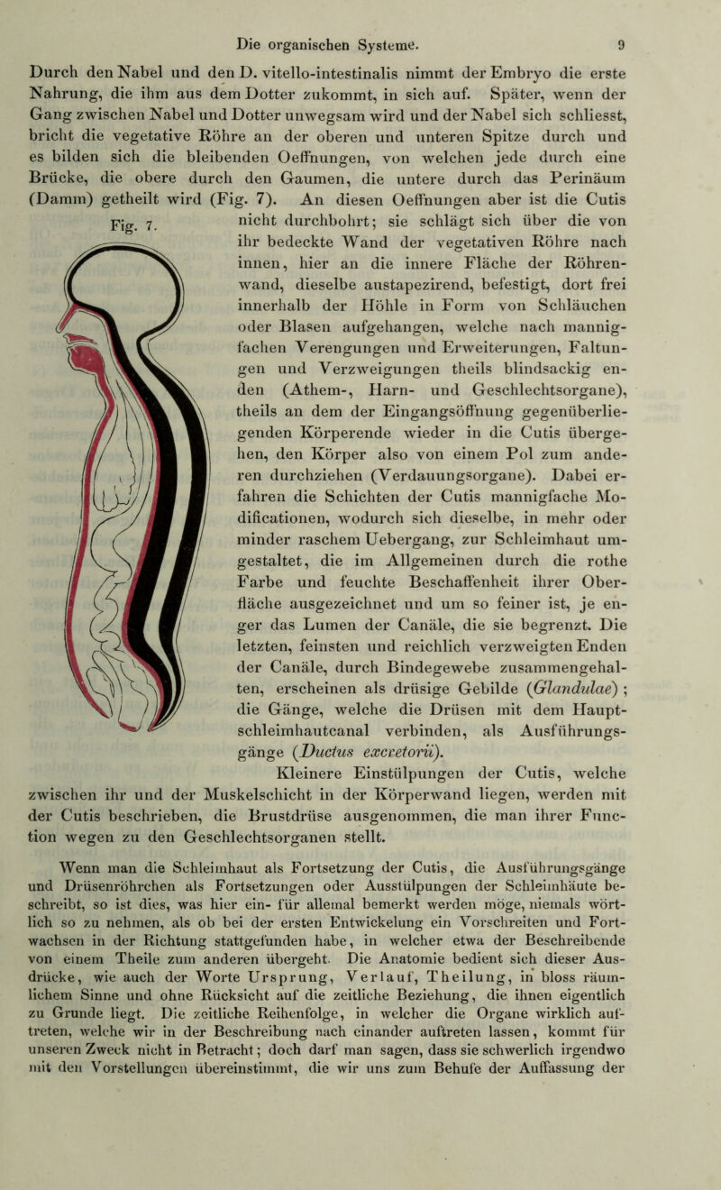 Durch den Nabel und den D. vitello-intestinalis nimmt der Embryo die erste Nahrung, die ihm aus dem Dotter zukommt, in sich auf. Später, wenn der Gang zwischen Nabel und Dotter unwegsam wird und der Nabel sich schliesst, bricht die vegetative Röhre an der oberen und unteren Spitze durch und es bilden sich die bleibenden Oeffnungen, von welchen jede durch eine Brücke, die obere durch den Gaumen, die untere durch das Perinäum (Damm) getheilt wird (Fig. 7). An diesen Oeffnungen aber ist die Cutis pig 7 nicht durchbohrt; sie schlägt sich über die von ihr bedeckte Wand der vegetativen Röhre nach innen, hier an die innere Fläche der Röhren- wand, dieselbe austapezirend, befestigt, dort frei innerhalb der Höhle in Form von Schläuchen oder Blasen aufgehangen, welche nach mannig- fachen Verengungen und Erweiterungen, Faltun- gen und Verzweigungen theils blindsackig en- den (Athem-, Harn- und Geschlechtsorgane), theils an dem der Eingangsöffnung gegenüberlie- genden Körperende wieder in die Cutis überge- hen, den Körper also von einem Pol zum ande- ren durchziehen (Verdauungsorgane). Dabei er- fahren die Schichten der Cutis mannigfache Mo- dificationen, wodurch sich dieselbe, in mehr oder minder raschem Uebergang, zur Schleimhaut um- gestaltet, die im Allgemeinen durch die rothe Farbe und feuchte Beschaffenheit ihrer Ober- fläche ausgezeichnet und um so feiner ist, je en- ger das Lumen der Canäle, die sie begrenzt. Die letzten, feinsten und reichlich verzweigten Enden der Canäle, durch Bindegewebe zusammengehal- ten, erscheinen als drüsige Gebilde (Glandulae) ; die Gänge, welche die Drüsen mit dem Haupt- schleimhautcanal verbinden, als Ausführungs- gänge (.Ductus excretorü). Kleinere Einstülpungen der Cutis, welche zwischen ihr und der Muskelschicht in der Körperwand liegen, werden mit der Cutis beschrieben, die Brustdrüse ausgenommen, die man ihrer Func- tion wegen zu den Geschlechtsorganen stellt. Wenn man die Schleimhaut als Fortsetzung der Cutis, die Ausführungsgänge und Drüsenröhrchen als Fortsetzungen oder Ausstülpungen der Schleimhäute be- schreibt, so ist dies, was hier ein- für allemal bemerkt werden möge, niemals wört- lich so zu nehmen, als ob bei der ersten Entwickelung ein Vorschreiten und Fort- wachsen in der Richtung stattgefunden habe, in welcher etwa der Beschreibende von einem Theile zum anderen übergeht. Die Anatomie bedient sich dieser Aus- drücke, wie auch der Worte Ursprung, Verlauf, Theilung, in bloss räum- lichem Sinne und ohne Rücksicht auf die zeitliche Beziehung, die ihnen eigentlich zu Grunde liegt. Die zeitliche Reihenfolge, in welcher die Organe wirklich auf- treten, welche wir in der Beschreibung nach einander auftreten lassen, kommt für unseren Zweck nicht in Betracht; doch darf man sagen, dass sie schwerlich irgendwo mit den Vorstellungen übereinstimmt, die wir uns zum Behufe der Auffassung der