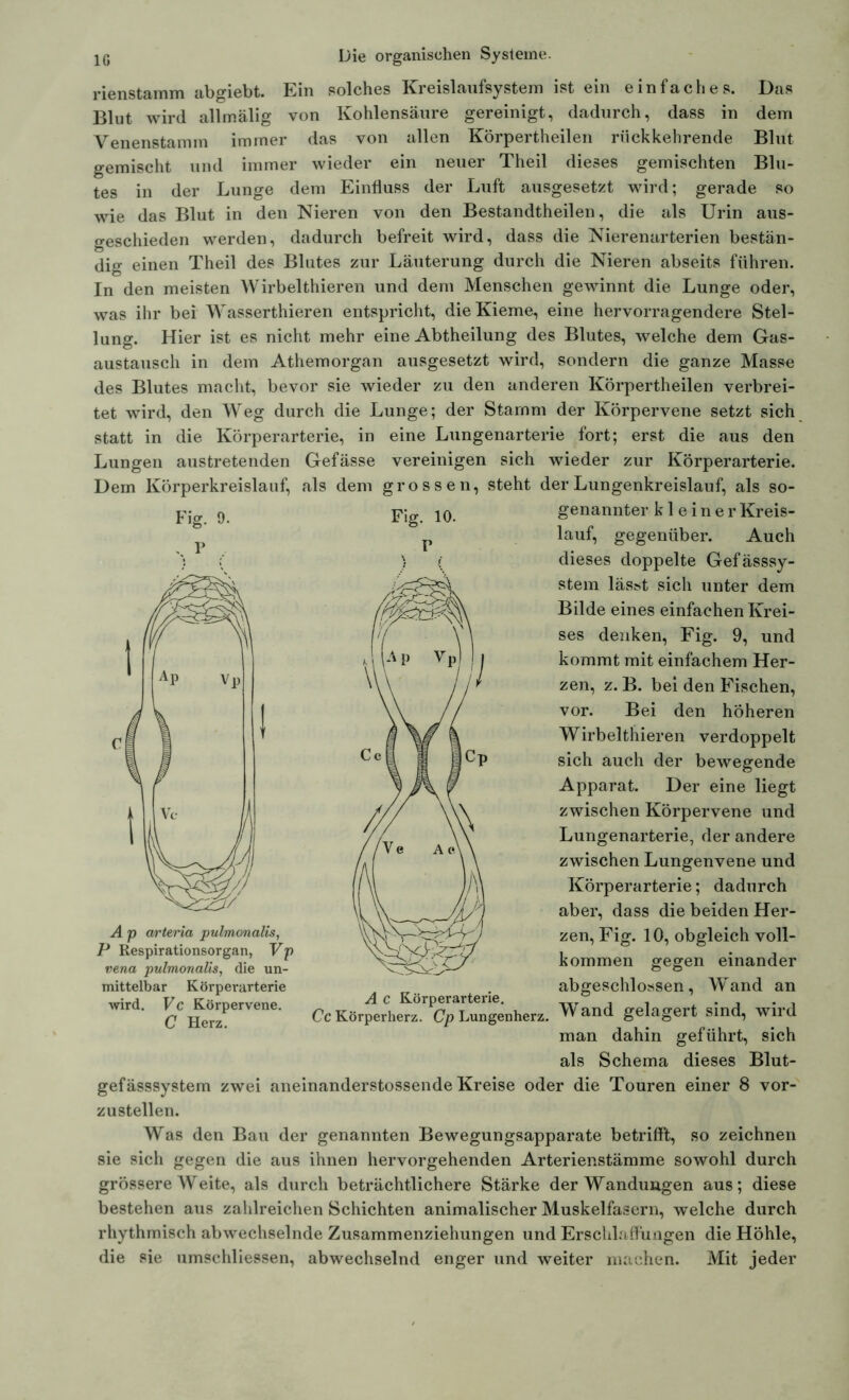 IC Lungen austretenden Gefässe Dem Körperkreislauf, als dem Fig. 9. Die organischen Systeme. rienstamm abgiebt. Ein solches Kreislaufsystem ist ein einfaches. Das Blut wird allmälig von Kohlensäure gereinigt, dadurch, dass in dem Venenstamm immer das von allen Körpertheilen rückkehrende Blut gemischt und immer wieder ein neuer Theil dieses gemischten Blu- tes in der Lunge dem Einfluss der Luft ausgesetzt wird; gerade so wie das Blut in den Nieren von den Bestandtheilen, die als Urin aus- geschieden werden, dadurch befreit wird, dass die Nierenarterien bestän- dig einen Theil des Blutes zur Läuterung durch die Nieren abseits führen. In den meisten Wirbelthieren und dem Menschen gewinnt die Lunge oder, was ihr bei Wasserthieren entspricht, die Kieme, eine hervorragendere Stel- lung. Hier ist es nicht mehr eine Abtheilung des Blutes, welche dem Gas- austausch in dem Athemorgan ausgesetzt wird, sondern die ganze Masse des Blutes macht, bevor sie wieder zu den anderen Körpertheilen verbrei- tet wird, den Weg durch die Lunge; der Stamm der Körpervene setzt sich statt in die Körperarterie, in eine Lungenarterie fort; erst die aus den vereinigen sich wieder zur Körperarterie, grossen, steht der Lungenkreislauf, als so- Flg jo. genannter kleiner Kreis- p lauf, gegenüber. Auch dieses doppelte Gefässsy- stem lässt sich unter dem Bilde eines einfachen Krei- ses denken, Fig. 9, und kommt mit einfachem Her- zen, z. B. bei den Fischen, vor. Bei den höheren Wirbelthieren verdoppelt sich auch der bewegende Apparat. Der eine liegt zwischen Körpervene und Lungenarterie, der andere zwischen Lungenvene und Körperarterie; dadurch aber, dass die beiden Her- zen, Fig. 10, obgleich voll- kommen gegen einander abgeschlossen, Wand an Wand gelagert sind, wird man dahin geführt, sich als Schema dieses Blut- gefässsystem zwei aneinanderstossende Kreise oder die Touren einer 8 vor- zustellen. Was den Bau der genannten Bewegungsapparate betrifft, so zeichnen sie sich gegen die aus ihnen hervorgehenden Arterienstämme sowohl durch grössere Weite, als durch beträchtlichere Stärke der Wandungen aus; diese bestehen aus zahlreichen Schichten animalischer Muskelfasern, welche durch rhythmisch abwechselnde Zusammenziehungen und Erschlaffungen die Höhle, die sie umschliessen, abwechselnd enger und weiter machen. Mit jeder vena pulmonaüs, die un- mittelbar Körpevarterie wird. Vc Körpervene. C Herz. A C Körperarterie. Cc Körperherz. Cp Lungenherz.