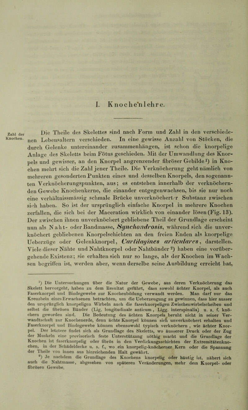Zahl der Knochen. - I. Knoche’n lehre. Die Theile des Skelettes sind nach Form und Zahl in den verschiede- nen Lebensaltern verschieden. In eine gewisse Anzahl von Stücken, die durch Gelenke untereinander Zusammenhängen, ist schon die knorpelige Anlage des Skeletts beim Fötus geschieden. Mit der Umwandlung des Knor- pels und gewisser, an den Knorpel angrenzender fibröser Gebildein Kno- chen mehrt sich die Zahl jener Theile. Die Verknöcherung geht nämlich von mehreren gesonderten Punkten eines und desselben Knorpels, den sogenann- ten Verknöcherungspunkten, aus; es entstehen innerhalb der verknöchern- den Gewebe Knochenkerne, die einander entgegenwachsen, bis sie nur noch eine verhältnissmässig schmale Brücke unverknöchert.T Substanz zwischen sieh haben. So ist der ursprünglich einfache Knorpel in mehrere Knochen zerfallen, die sich bei der Maceration wirklich von einander lösen (Fig. 13). Der zwischen ihnen unverknöchert gebliebene Theil der Grundlage erscheint nun als Naht- oder Bandmasse, Synchoildrosis, während sich die unver- knöchert gebliebenen Knorpelschichten an den freien Enden als knorpelige Ueberzüge oder Gelenkknorpel, Carlilagines arliculares, darstellen. Viele dieser Nähte und Nahtknorpel oder Nahtbänder 2) haben eine vorüber- gehende Existenz; sie erhalten sich nur so lange, als der Knochen im Wach- sen begriffen ist, werden aber, wenn derselbe seine Ausbildung erreicht hat, *) Die Untersuchungen über die Natur der Gewebe, aus deren Verknöcherung das Skelett hervorgeht, haben zu dem Resultat geführt, dass sowohl ächter Knorpel, als auch Faserknorpel und Bindegewebe zur Knochenbildung verwandt werden. Man darf nur das Kreuzbein eines Erwachsenen betrachten, um die Ueberzeugung zu gewinnen, dass hier ausser den ursprünglich knorpeligen Wirbeln auch die faserknorpeligen Zwischen wirbelscheiben und selbst die fibrösen Bänder (Lig. longitudinale anticum , Ligg. interspinalia) u. s. f. knö- chern geworden sind. Die Bedeutung des ächten Knorpels beruht nicht in seiner Ver- wandtschaft zur Knochenerde, denn ächte Knorpel können sich unverknöchert erhalten und Faserknorpel und Bindegewebe können ebensowohl typisch verknöchern , wie ächter Knor- pel. Der letztere findet sich als Grundlage des Skeletts, wo äusserer Druck oder der Zug der Muskeln eine provisorisch feste Unterstützung nöthig macht und die Grundlage der Knochen ist faserknorpelig oder fibrös in den Verdickungsschichten der Extremitätenkno- chen, in der Schädeldecke u. s. f., wo ein knorpelig-knöcherner Kern oder die Spannung der Theile von innen aus hinreichenden Halt gewährt. 2) Je nachdem die Grundlage des Knochens knorpelig oder häutig ist, nähert sich auch die Nahtmasse, abgesehen von späteren Veränderungen, mehr dem Knorpel- oder fibrösen Gewebe.