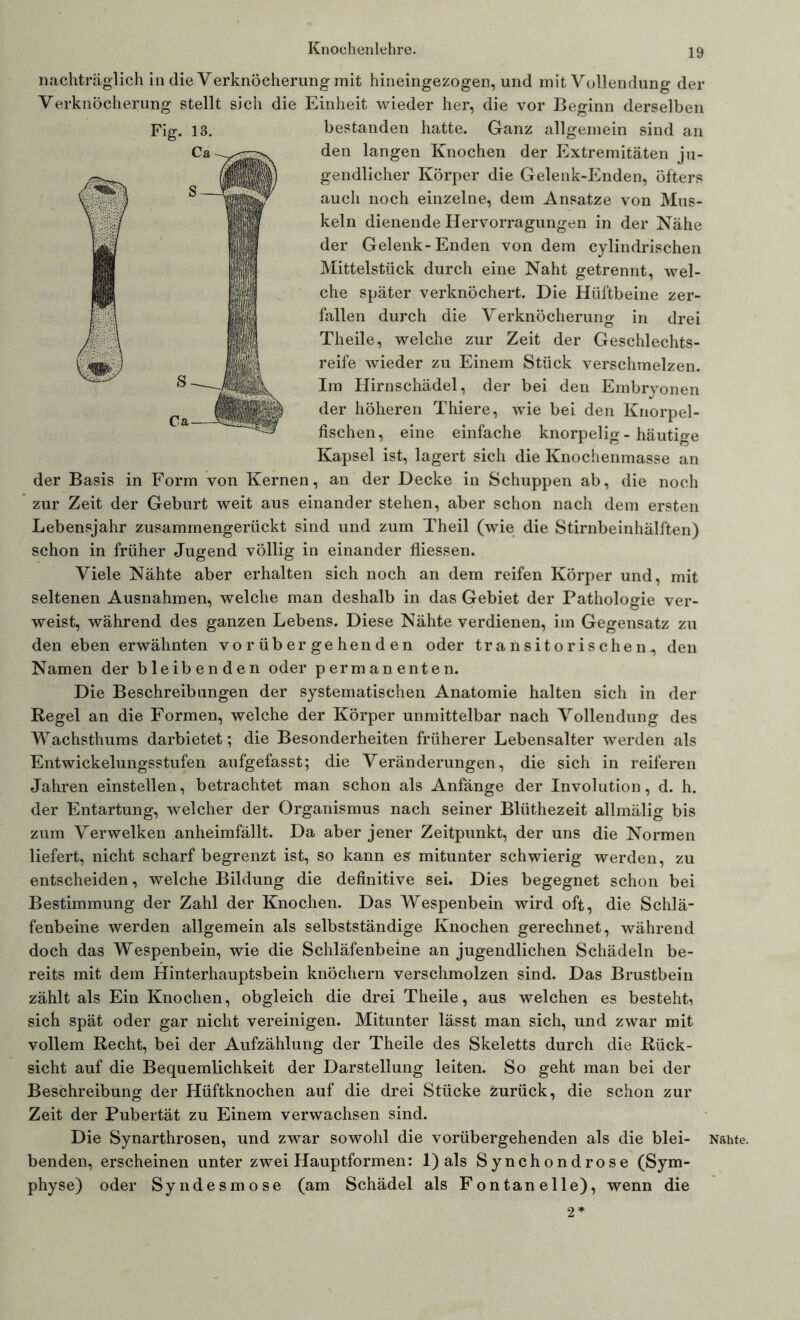 nachträglich in die Verknöcherung mit hineingezogen, und mit Vollendung der Verknöcherung stellt sich die Einheit wieder her, die vor Beginn derselben bestanden hatte. Ganz allgemein sind an den langen Knochen der Extremitäten ju- gendlicher Körper die Gelenk-Enden, öfters auch noch einzelne, dem Ansätze von Mus- keln dienende Hervorragungen in der Nähe der Gelenk-Enden von dem cylindrischen Mittelstück durch eine Naht getrennt, wel- che später verknöchert. Die Hüftbeine zer- fallen durch die Verknöcherung in drei Theile, welche zur Zeit der Geschlechts- reife wieder zu Einem Stück verschmelzen. Im Hirnschädel, der bei den Embryonen der höheren Thiere, wie bei den Knorpel- fischen, eine einfache knorpelig - häutige Kapsel ist, lagert sich die Knochenmasse an der Basis in Form von Kernen, an der Decke in Schuppen ab, die noch zur Zeit der Geburt weit aus einander stehen, aber schon nach dem ersten Lebensjahr zusammengerückt sind und zum Theil (wie die Stirnbein hälften) schon in früher Jugend völlig in einander fliessen. Viele Nähte aber erhalten sich noch an dem reifen Körper und, mit seltenen Ausnahmen, welche man deshalb in das Gebiet der Pathologie ver- weist, während des ganzen Lebens. Diese Nähte verdienen, im Gegensatz zu den eben erwähnten vorübergehenden oder transitorischen., den Namen der bleibenden oder permanenten. Die Beschreibungen der systematischen Anatomie halten sich in der Regel an die Formen, welche der Körper unmittelbar nach Vollendung des Wachsthums darbietet; die Besonderheiten früherer Lebensalter werden als Entwickelungsstufen aufgefasst; die Veränderungen, die sich in reiferen Jahren einstellen, betrachtet man schon als Anfänge der Involution, d. h. der Entartung, welcher der Organismus nach seiner Blüthezeit allmälig bis zum Verwelken anheimfällt. Da aber jener Zeitpunkt, der uns die Normen liefert, nicht scharf begrenzt ist, so kann es mitunter schwierig werden, zu entscheiden, welche Bildung die definitive sei. Dies begegnet schon bei Bestimmung der Zahl der Knochen. Das Wespenbein wird oft, die Schlä- fenbeine werden allgemein als selbstständige Knochen gerechnet, während doch das Wespenbein, wie die Schläfenbeine an jugendlichen Schädeln be- reits mit dem Hinterhauptsbein knöchern verschmolzen sind. Das Brustbein zählt als Ein Knochen, obgleich die drei Theile, aus welchen es besteht, sich spät oder gar nicht vereinigen. Mitunter lässt man sich, und zwar mit vollem Recht, bei der Aufzählung der Theile des Skeletts durch die Rück- sicht auf die Bequemlichkeit der Darstellung leiten. So geht man bei der Beschreibung der Hüftknochen auf die drei Stücke zurück, die schon zur Zeit der Pubertät zu Einem verwachsen sind. Die Synarthrosen, und zwar sowohl die vorübergehenden als die blei- benden, erscheinen unter zwei Hauptformen: 1) als Synchondrose (Sym- physe) oder Syndesmose (am Schädel als Fontanelle), wenn die 2* Nahte.