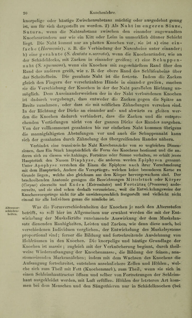 Altersver- schieden- heiteii. knorpelige oder häutige Zwischensubstanz mächtig oder ausgedehnt genug ist, um für sich dargestellt zu werden. 2) Als Naht im engeren Sinne, Sutura, wenn die Nahtsubstanz zwischen den einander zugewandten Knochenrändern nur wie ein Kitt oder Leim in unmerklich dünner Schicht liegt. Die Naht kommt nur an platten Knochen vor, sie ist a) eine ein- fache (Harmonia), z. B. die Verbindung der Nasenbeine unter einander; b) eine gezahnte (*S. dentata s.serrata), wenn die Knochenränder, wie an der Schädeldecke, mit Zacken in einander greifen; c) eine Schuppen- naht (S. squrnnosa), wenn ein Knochen mit zugeschärftem Rand über den Rand des anderen greift, wie z. B. der obere Rand des Schläfenbeins über das Scheitelbein. Die gezahnte Naht ist die festeste. Indem die Zacken gleich den Fingern der verschränkten Hände in einander greifen, machen sie die Verschiebung der Knochen in der der Naht parallelen Richtung un- möglich. Dem Auseinanderweichen der in der Naht verbundenen Knochen ist dadurch vorgebeugt, dass entweder die Zacken gegen die Spitze an Breite zunehmen, oder dass sie mit seitlichen Zähnelungen versehen sind. In der Richtung der Dicke an einander auf- und abwärts zu gleiten wer- den die Knochen dadurch verhindert, dass die Zacken und die entspre- chenden Vertiefungen nicht von der ganzen Dicke des Randes ausgehen. Von der vollkommenst gezahnten bis zur einfachen Naht kommen übrigens die mannigfaltigsten Abstufungen vor und auch die Schuppennaht kann sich der gezahnten durch Zähnelung des übergreifenden Randes nähern. Verbindet eine transitorische Naht Knochensiücke von so ungleichen Dimen- sionen, dass Ein Stück hauptsächlich die Form des Knochens bestimmt und die an- deren sich zu diesem wie Anhänge, Fortsätze oder Säume verhalten, so erhält jenes Hauptstück den Namen Diaphyse, die anderen werden Epiphysen genannt. Unter Apophyse verstehen die Einen die Epiphyse nach ihrer Verschmelzung mit dem Hauptstück, Andere die Vorsprünge, welchen keine besonderen Kerne zu Grunde liegen, welche also gleichsam aus dem Körper hervorgewachsen sind. Der beschreibenden Anatomie genügen die Bezeichnungen Mittelstück oder Körper (Corpus) einerseits und Enden (Extremitates) und Fortsätze (Processus) ande- rerseits, und sie sind schon deshalb vorzuziehen, weil die Entwickelungsweise der Knochenvorsprünge nicht für alle unwidersprechlich festgestellt und vielleicht nicht einmal lür alle Individuen genau die nämliche ist. Was die Form Verschiedenheiten der Knochen je nach den Altersstufen betrifft, so soll hier im Allgemeinen nur erwähnt werden die mit der Ent- wickelung der Muskelkräfte zunehmende Auswirkung der dem Muskelan- satz dienenden Rauhigkeiten, Leisten und Zacken, wie denn diese auch, bei verschiedenen Individuen verglichen, der Entwickelung des Muskelsystems proportional sind; ferner die Bildung und fortschreitende Ausdehnung von Hohlräumen in den Knochen. Die knorpelige und häutige Grundlage der Knochen ist massiv; zugleich mit der Verknöcherung beginnt, durch theil- weise Wiederaufsaugung der Knochenmasse, die Bildung der feinen, ana- stomosirenden Markcanälchen; indem mit dem Wachsen des Knochens die Aufsauguug fortschreitet, entstehen ansehnlichere Zellen und Höhlen, wel- che sich zum Theil mit Fett (Knochenmark), zum Theil, wenn sie sich in einen Schleimhauttractus öffnen und selber von Fortsetzungen der Schleim- haut ausgekleidet werden, mit Luft erfüllen. Höhlen der letzteren Art kom- men bei dem Menschen und den Säugethieren nur in Schädelknochen (bei