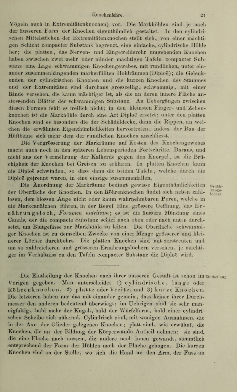 Vögeln auch in Extremitätenknochen) vor. Die Markhöhlen sind je nach der äusseren Form der Knochen eigentümlich gestaltet. In den cylindri- schen Mittelstücken der Extremitätenknochen stellt sich, von einer mächti- gen Schicht compacter Substanz begrenzt, eine einfache, cylindrische Höhle her; die platten, das Nerven- und Eingeweiderohr umgebenden Knochen haben zwischen zwei mehr oder minder mächtigen Tafeln compacter Sub- stanz eine Lage schwammigen Knochengewebes, mit rundlichen, unter ein- ander zusammenhängenden markerfüllten Hohlräumen (Diploe); die Gelenk- enden der cylindrischen Knochen und die kurzen Knochen des Stammes und der Extremitäten sind durchaus grosszellig, schwammig, mit einer Rinde versehen, die kaum mächtiger ist, als die an deren innere Fläche an- stossenden Blätter der schwammigen Substanz. An Uebergängen zwischen diesen Formen fehlt es freilich nicht; in den kleinsten Finger- und Zehen- knochen ist die Markhöhle durch eine Art Diploe ersetzt; unter den platten Knochen sind es besonders die der Schädeldecke, dann die Rippen, an wel- chen die erwähnten Eigentümlichkeiten hervortreten, indess der Bau der Hüftbeine sich mehr dem der rundlichen Knochen anschliesst. Die Vergrösserung der Markräume auf Kosten des Knochengewebes macht auch noch in den späteren Lebensperioden Fortschritte. Daraus, und nicht aus der Vermehrung der Kalkerde gegen den Knorpel, ist die Brü- chigkeit der Knochen bei Greisen zu erklären. In platten Knochen kann die Diploe schwinden, so dass dann die beiden Tafeln, welche durch die Diploe getrennt waren, in eine einzige zusammenfallen, Die Anordnung der Markräume bedingt gewisse Eigenthiimlichkeiten Emnh- der Oberfläche der Knochen. In den Röhrenknochen findet sich neben zahl- losen, dem blossen Auge nicht oder kaum wahrnehmbaren Poren, welche in die Markcanälchen führen, in der Regel Eine grössere Oeffnung, das Er- nährungsloch, Foramen nutritium; es ist die äussere Mündung eines Canals, der die compacte Substanz schief nach oben oder nach unten durch- setzt, um Blutgefässe zur Markhöhle zu leiten. Die Oberfläche schwammi- ger Knochen ist zu demselben Zwecke von einer Menge grösserer und klei- nerer Löcher durchbohrt. Die platten Knochen sind mit zerstreuten und um so zahlreicheren und grösseren Ernährungslöchern versehen, je mächti- ger im Verhältnis zu den Tafeln compacter Substanz die Diploe wird. Die Eintheilung der Knochen nach ihrer äusseren Gestalt ist schon im Eintheiiun Vorigen gegeben. Man unterscheidet 1) cylindrische, lange oder Röhrenknochen, 2) platte oder breite, und 3) kurze Knochen. Die letzteren haben nur das mit einander gemein, dass keiner ihrer Durch- messer den anderen bedeutend überwiegt; im Uebrigen sind sie sehr man- nigfaltig, bald mehr der Kugel-, bald der Würfelform, bald einer cylindri- schen Scheibe sich nähernd. Cylindris-ch sind, mit wenigen Ausnahmen, die in der Axe der Glieder gelegenen Knochen; platt sind, wie erwähnt, die Knochen, die an der Bildung der Körperwände Antheil nehmen; sie sind, die eine Fläche nach aussen, die andere nach innen gewandt, sämmtlich entsprechend der Form der Höhlen nach der Fläche gebogen. Die kurzen Knochen sind an der Stelle, wo sich die Hand an den Arm, der Fuss an