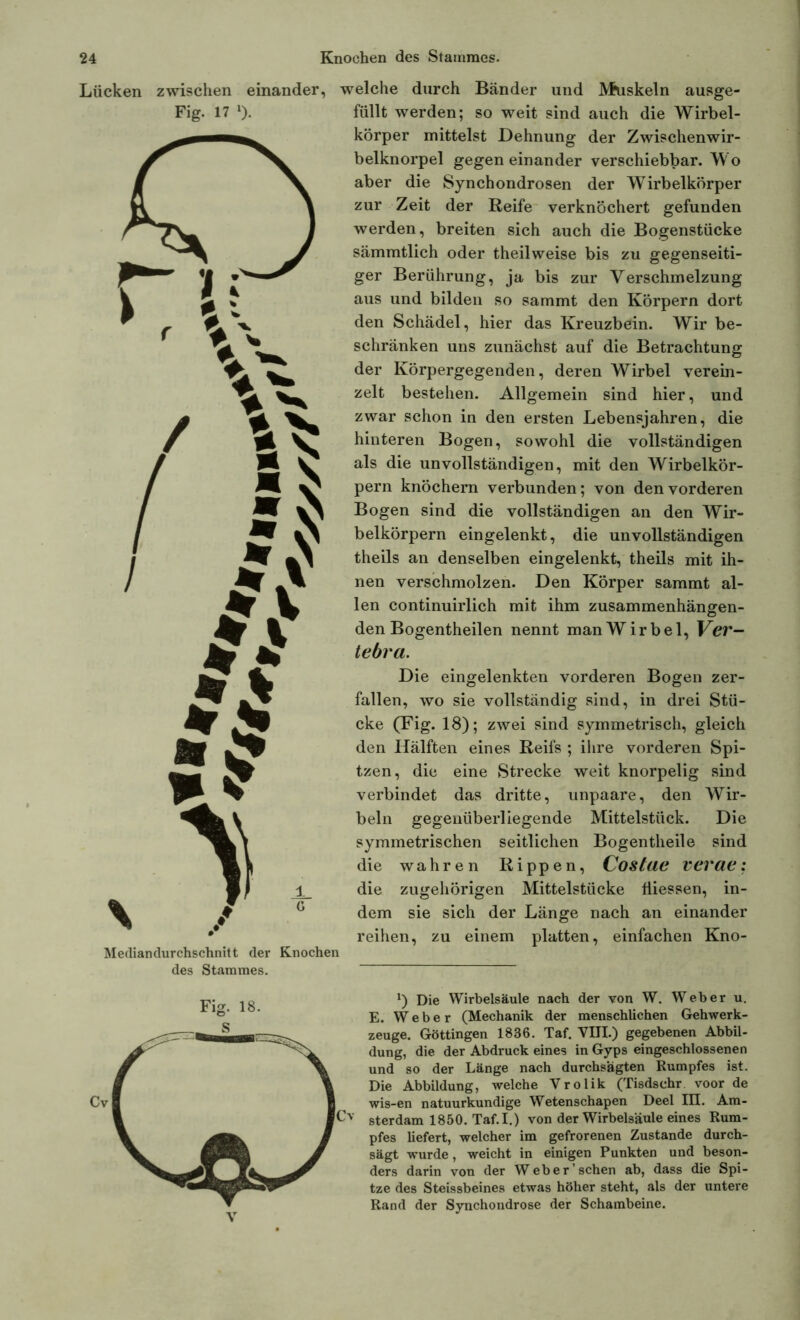 Lücken zwischen einander, welche durch Bänder und Muskeln ausge- Fig. 17 »). Mediandurchschnitt der Knochen des Stammes. füllt werden; so weit sind auch die Wirbel- körper mittelst Dehnung der Zwischenwir- belknorpel gegen einander verschiebbar. Wo aber die Synchondrosen der Wirbelkörper zur Zeit der Reife verknöchert gefunden werden, breiten sich auch die Bogenstücke sämmtlich oder theilweise bis zu gegenseiti- ger Berührung, ja bis zur Verschmelzung aus und bilden so sammt den Körpern dort den Schädel, hier das Kreuzbein. Wir be- schränken uns zunächst auf die Betrachtung der Körpergegenden, deren Wirbel verein- zelt bestehen. Allgemein sind hier, und zwar schon in den ersten Lebensjahren, die hinteren Bogen, sowohl die vollständigen als die unvollständigen, mit den Wirbelkör- pern knöchern verbunden; von den vorderen Bogen sind die vollständigen an den Wir- belkörpern eingelenkt, die unvollständigen theils an denselben eingelenkt, theils mit ih- nen verschmolzen. Den Körper sammt al- len continuirlich mit ihm zusammenhängen- den Bogentheilen nennt man Wir bei, Ver- tebra. Die eingelenkten vorderen Bogen zer- fallen, wo sie vollständig sind, in drei Stü- cke (Fig. 18); zwei sind symmetrisch, gleich den Hälften eines Reifs ; ihre vorderen Spi- tzen, die eine Strecke weit knorpelig sind verbindet das dritte, unpaare, den Wir- beln gegenüberliegende Mittelstück. Die symmetrischen seitlichen Bogentheile sind die wahren Rippen, Costae verae: 1 die zugehörigen Mittelstücke fliessen, in- dem sie sich der Länge nach an einander reihen, zu einem platten, einfachen Kno- x) Die Wirbelsäule nach der von W. Weber u. E. Weber (Mechanik der menschlichen Gehwerk- zeuge. Göttingen 1836. Taf. VIII.) gegebenen Abbil- dung, die der Abdruck eines in Gyps eingeschlossenen und so der Länge nach durchsagten Rumpfes ist. Die Abbildung, welche Vrolik (Tisdsehr voor de wis-en natuurkundige Wetenschapen Deel III. Am- sterdam 1850. Taf. I.) von der Wirbelsäule eines Rum- pfes liefert, welcher im gefrorenen Zustande durch- sägt wurde, weicht in einigen Punkten und beson- ders darin von der Web er sehen ab, dass die Spi- tze des Steissbeines etwas höher steht, als der untere Rand der Synchondrose der Schambeine.