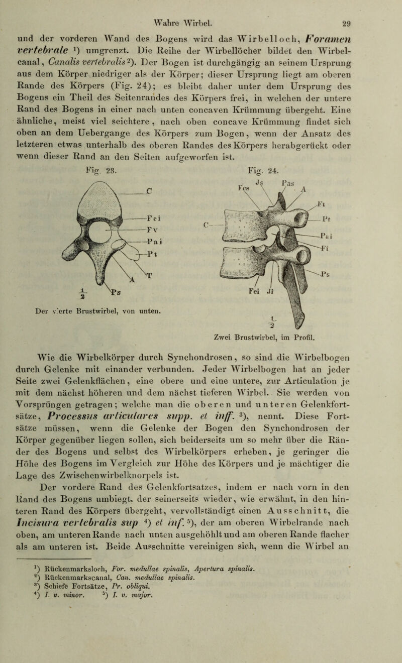 und der vorderen Wand des Bogens wird das WJrbelloch, Fortunen vertebrale *) umgrenzt. Die Reihe der Wirbellöcher bildet den Wirbel- canal, Canalis vertebralis* 2). Der Bogen ist durchgängig an seinemUrsprung aus dem Körper niedriger als der Körper; dieser Ursprung liegt am oberen Rande des Körpers (Fig. 24); es bleibt daher unter dem Ursprung des Bogens ein Theil des Seitenrahdes des Körpers frei, in welchen der untere Rand des Bogens in einer nach unten concaven Krümmung übergeht. Eine ähnliche, meist viel seichtere, nach oben concave Krümmung findet sich oben an dem Uebergange des Körpers zum Bogen, wenn der Ansatz des letzteren etwas unterhalb des oberen Randes des Körpers herabgerückt oder wenn dieser Rand an den Seiten aufgeworfen ist. Fig. 23. Fig. 24. Zwei Brustwirbel, im Profil. Wie die Wirbelkörper durch Synchondrosen, so sind die Wirbelbogen durch Gelenke mit einander verbunden. Jeder WJrbelbogen hat an jeder Seite zwei Gelenkflächen, eine obere und eine untere, zur Articulation je mit dem nächst höheren und dem nächst tieferen Wirbel. Sie werden von Vorsprüngen getragen; welche man die oberen und unteren Gelenkfort- sätze, Pt ‘ocessns arlieulares supp, et inff. 3), nennt. Diese Fort- sätze müssen, wenn die Gelenke der Bogen den Synchondrosen der Körper gegenüber liegen sollen, sich beiderseits um so mehr über die Rän- der des Bogens und selbst des Wirbelkörpers erheben, je geringer die Höhe des Bogens im Vergleich zur Höhe des Körpers und je mächtiger die Lage des Zwischenwirbelknorpels ist. Der vordere Rand des Gelenkfortsatzes, indem er nach vorn in den Rand des Bogens umbiegt, der seinerseits wieder, wie erwähnt, in den hin- teren Rand des Körpers übergeht, vervollständigt einen Ausschnitt, die Incisura verlebt Cltis Slip 4) et inf. 5), der am oberen Wirbelrande nach oben, am unteren Rande nach unten ausgehöhlt und am oberen Rande flacher als am unteren ist. Beide Ausschnitte vereinigen sich, wenn die Wirbel an *) Rückenmarksloch, For. medullae spinalis, Apertura spinalis. 2) Rückenmarkscanal, Can. medullae, spinalis. 3) Schiefe Fortsätze, Pr. obliqui. 4) I. v. minor. 5) I. v. major.