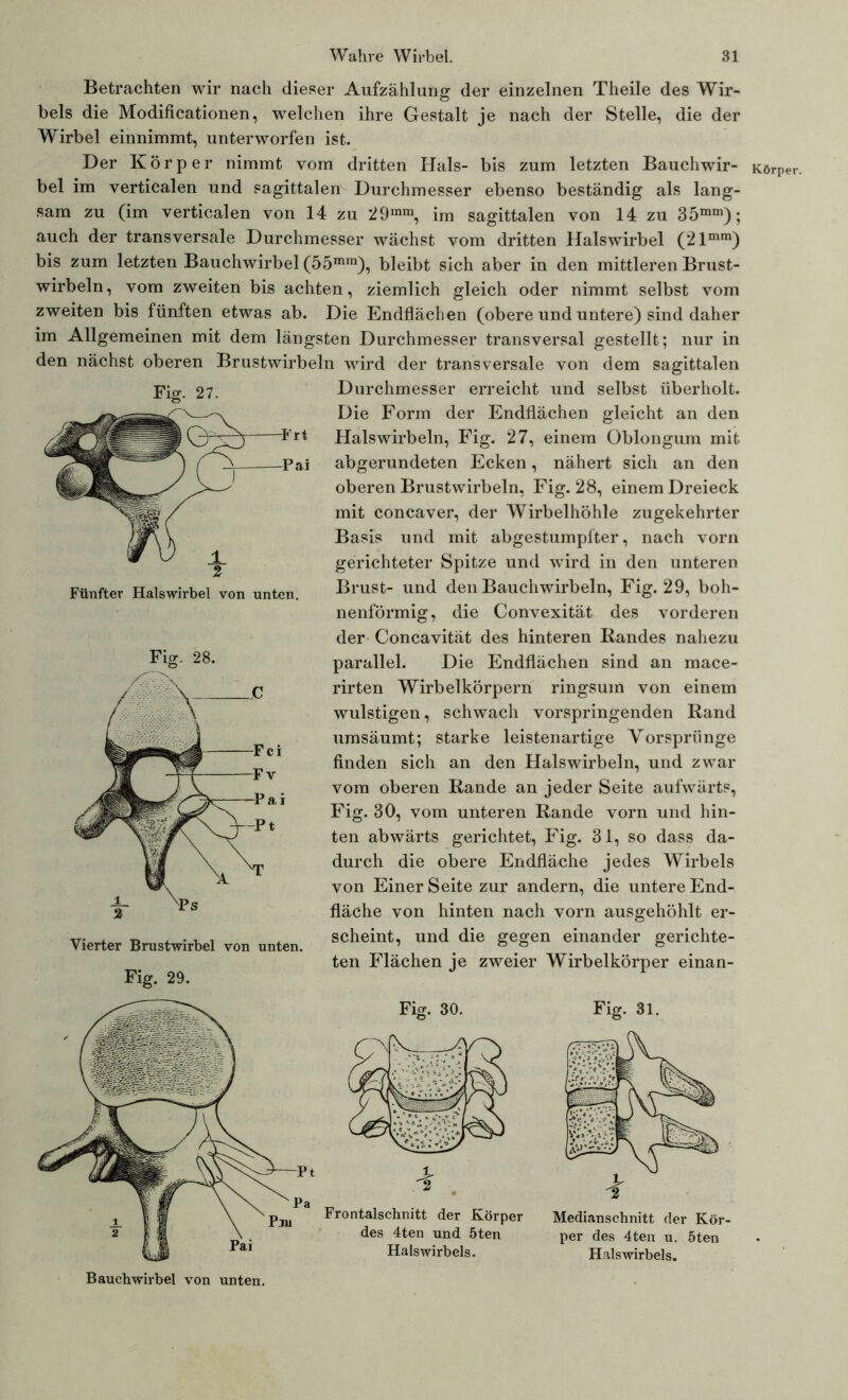 Betrachten wir nach dieser Aufzählung der einzelnen Theile des Wir- bels die Modificationen, welchen ihre Gestalt je nach der Stelle, die der Wirbel einnimmt, unterworfen ist. Der Körper nimmt vom dritten Hals- bis zum letzten Bauchwir- bel im verticalen und sagittalen Durchmesser ebenso beständig als lang- sam zu (im verticalen von 14 zu 29mm, im sagittalen von 14 zu 35mm); auch der transversale Durchmesser wächst vom dritten Halswirbel (21mm) bis zum letzten Bauchwirbel (55mm), bleibt sich aber in den mittleren Brust- wirbeln, vom zweiten bis achten, ziemlich gleich oder nimmt selbst vom zweiten bis fünften etwas ab. Die Endflächen (obere und untere) sind daher im Allgemeinen mit dem längsten Durchmesser transversal gestellt; nur in den nächst oberen Brustwirbeln wird der transversale von dem sagittalen Durchmesser erreicht und selbst überholt. Die Form der Endflächen gleicht an den Halswirbeln, Fig. 27, einem Oblongum mit abgerundeten Ecken, nähert sich an den oberen Brustwirbeln, Fig. 28, einem Dreieck mit concaver, der Wirbelhöhle zugekehrter Basis und mit abgestumpfter, nach vorn gerichteter Spitze und wird in den unteren Brust- und den Bauchwirbeln, Fig. 29, boh- nenförmig, die Convexität des vorderen der Concavität des hinteren Randes nahezu parallel. Die Endflächen sind an mace- rirten Wirbelkörpern ringsum von einem wulstigen, schwach vorspringenden Rand umsäumt; starke leistenartige Vorsprünge finden sich an den Halswirbeln, und zwar vom oberen Rande an jeder Seite aufwärts, Fig. 30, vom unteren Rande vorn und hin- ten abwärts gerichtet, Fig. 31, so dass da- durch die obere Endfläche jedes Wirbels von Einer Seite zur andern, die untere End- fläche von hinten nach vorn ausgehöhlt er- Vierter Brustwirbel von unten. Scheint’ ulld.die §eSen einander Seichte- ^ ^ ten Flächen je zweier Wirbelkörper einan- Fier- 28. Körper.