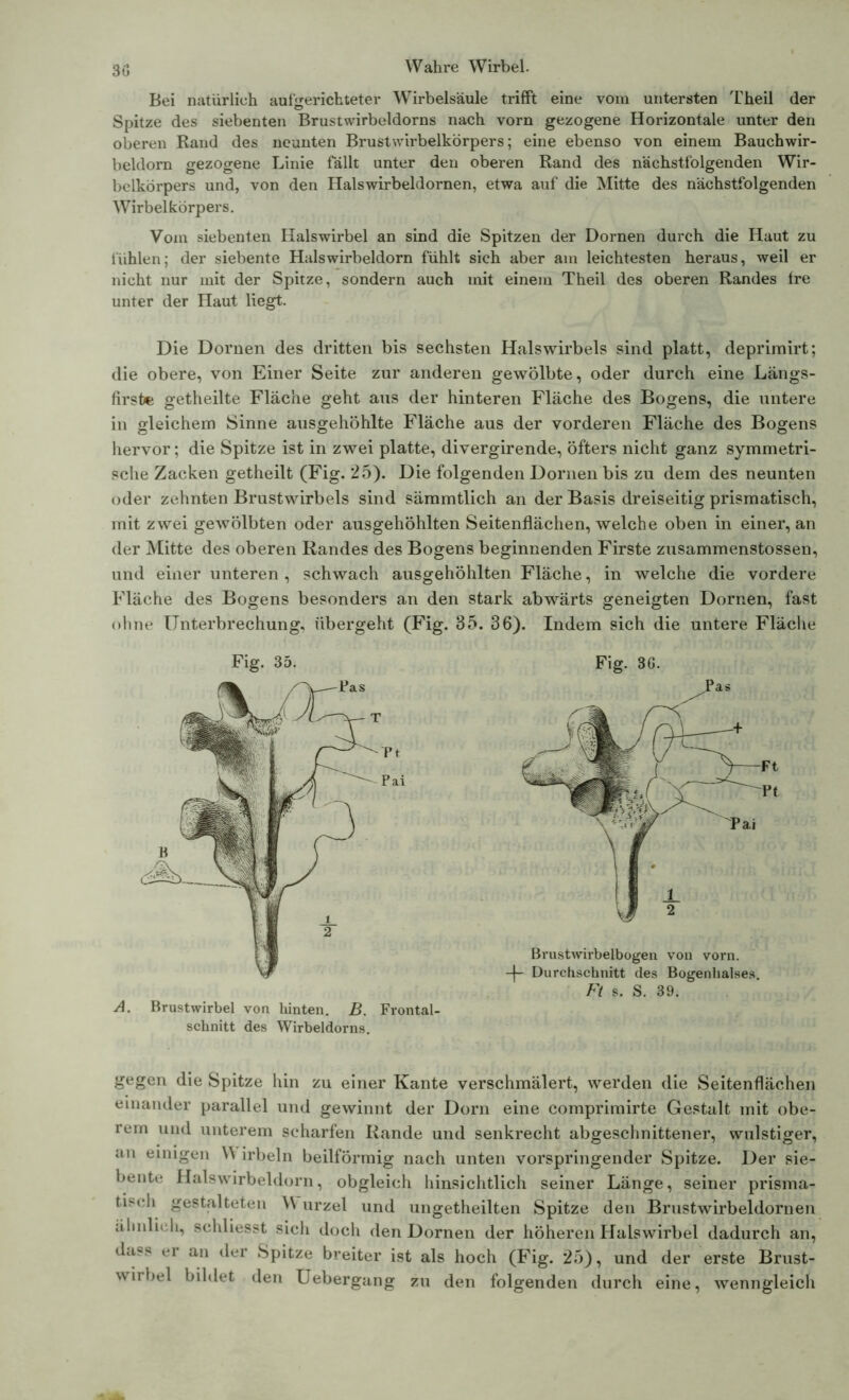 Bei natürlich aulgerichteter Wirbelsäule trifft eine vom untersten Theil der Spitze des siebenten Brustwirbeldorns nach vorn gezogene Horizontale unter den oberen Rand des neunten Brustwirbelkörpers; eine ebenso von einem Bauchwir- beldorn gezogene Linie fällt unter den oberen Rand des nächstfolgenden Wir- belkörpers und, von den Halswirbeldornen, etwa auf die Mitte des nächstfolgenden Wirbelkörpers. Vom siebenten Halswirbel an sind die Spitzen der Dornen durch die Haut zu fühlen; der siebente Halswirbeldorn fühlt sich aber am leichtesten heraus, weil er nicht nur mit der Spitze, sondern auch mit einem Theil des oberen Randes fre unter der Haut liegt. Die Dornen des dritten bis sechsten Halswirbels sind platt, deprimirt; die obere, von Einer Seite zur anderen gewölbte, oder durch eine Längs- firste getheilte Fläche geht aus der hinteren Fläche des Bogens, die untere in gleichem Sinne ausgehöhlte Fläche aus der vorderen Fläche des Bogens hervor; die Spitze ist in zwei platte, divergirende, öfters nicht ganz symmetri- sche Zacken getheilt (Fig. 25). Die folgenden Dornen bis zu dem des neunten oder zehnten Brustwirbels sind sämmtlich an der Basis dreiseitig prismatisch, mit zwei gewölbten oder ausgehöhlten Seitenflächen, welche oben in einer, an der Mitte des oberen Randes des Bogens beginnenden Firste zusammenstossen, und einer unteren , schwach ausgehöhlten Fläche, in welche die vordere Fläche des Bogens besonders an den stark abwärts geneigten Dornen, fast ohne Unterbrechung, übergeht (Fig. 35. 36). Indem sich die untere Fläche Fig. 36. Brustwirbelbogen von vorn. -\~ Durchschnitt des Bogenhalses. Ft s. S. 39. gegen die Spitze hin zu einer Kante verschmälert, werden die Seitenflächen einander parallel und gewinnt der Dorn eine comprimirte Gestalt mit obe- rem und unterem scharfen Rande und senkrecht abgeschnittener, wulstiger, an einigen W irbeln beilförmig nach unten vorspringender Spitze. Der sie- bente Halswirbeldorn, obgleich hinsichtlich seiner Länge, seiner prisma- tisch gestalteten \\ urzel und ungeteilten Spitze den Brustwirbeldornen ähnlich, schliesst sich doch den Dornen der höheren Halswirbel dadurch an, dass er an der Spitze breiter ist als hoch (Fig. 25), und der erste Brust- wirbel bildet den Uebergang zu den folgenden durch eine, wenngleich Fig. 35. A. Brustwirbel von hinten. B. Frontal- schnitt des Wirbeldorns.