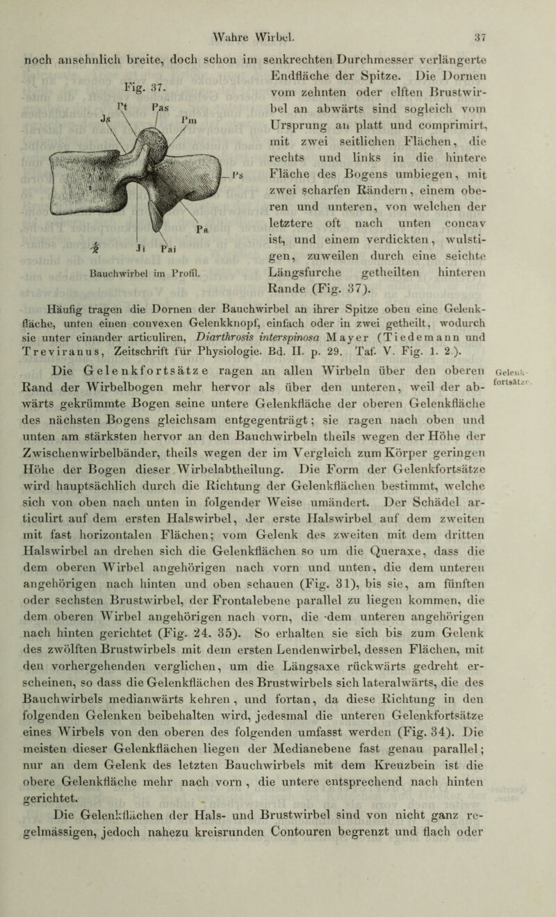 noch ansehnlich breite, doch schon im senkrechten Durchmesser verlängerte Endfläche der Spitze. Die Dornen vom zehnten oder elften Brustwir- bel an abwärts sind sogleich vom Ursprung an platt und comprimirt, mit zwei seitlichen Flächen, die rechts und links in die hintere Fläche des Bogens umbiegen, mit zwei scharfen Rändern, einem obe- ren und unteren, von welchen der letztere oft nach unten concav ist, und einem verdickten, wulsti- gen, zuweilen durch eine seichte Längsfurche getheilten hinteren Rande (Fig. 37). Häufig tragen die Dornen der Bauchwirbel an ihrer Spitze oben eine Gelenk- fläche, unten einen convexen Gelenkknopf, einfach oder in zwei getheilt, wodurch sie unter einander articuliren, Diarthrosis interspinosa Mayer (Tiedemann und Treviranus, Zeitschrift für Physiologie. Bd. II. p. 29. Taf. V. Fig. 1. 2). Die Gelenkfortsätze ragen an allen Wirbeln über den oberen Rand der Wirbelbogen mehr hervor als über den unteren, weil der ab- wärts gekrümmte Bogen seine untere Gelenkfläche der oberen Gelenkfläche des nächsten Bogens gleichsam entgegenträgt; sie ragen nach oben und unten am stärksten hervor an den Bauchwirbeln theils wegen der Höhe der Zwischenwirbelbänder, theils wegen der im Vergleich zum Körper geringen Höhe der Bogen dieser Wirbelabtheilung. Die Form der Gelenkfortsätze wird hauptsächlich durch die Richtung der Gelenkflächen bestimmt, welche sich von oben nach unten in folgender Weise umändert. Der Schädel ar- ticulirt auf dem ersten Halswirbel, der erste Halswirbel auf dem zweiten mit fast horizontalen Flächen; vom Gelenk des zweiten mit dem dritten Halswirbel an drehen sich die Gelenkflächen so um die Queraxe, dass die dem oberen Wirbel angehörigen nach vorn und unten, die dem unteren angehörigen nach hinten und oben schauen (Fig. 31), bis sie, am fünften oder sechsten Brustwirbel, der Frontal ebene parallel zu liegen kommen, die dem oberen Wirbel angehörigen nach vorn, die -dem unteren angehörigen nach hinten gerichtet (Fig. 24. 35). So erhalten sie sich bis zum Gelenk des zwölften Brustwirbels mit dem ersten Lendenwirbel, dessen Flächen, mit den vorhergehenden verglichen, um die Längsaxe rückwärts gedreht er- scheinen, so dass die Gelenkflächen des Brustwirbels sich lateralwärts, die des Bauchwirbels medianwärts kehren , und fortan, da diese Richtung in den folgenden Gelenken beibehalten wird, jedesmal die unteren Gelenkfortsätze eines Wirbels von den oberen des folgenden umfasst werden (Fig. 34). Die meisten dieser Gelenkflächen liegen der Medianebene fast genau parallel; nur an dem Gelenk des letzten Bauchwirbels mit dem Kreuzbein ist die obere Gelenkfläche mehr nach vorn , die untere entsprechend nach hinten gerichtet. Die Gelenkflächen der Hals- und Brustwirbel sind von nicht ganz re- gelmässigen, jedoch nahezu kreisrunden Contouren begrenzt und flach oder Fig. 37. Bauchwirbel im Profil. Gelenk fortsät/.