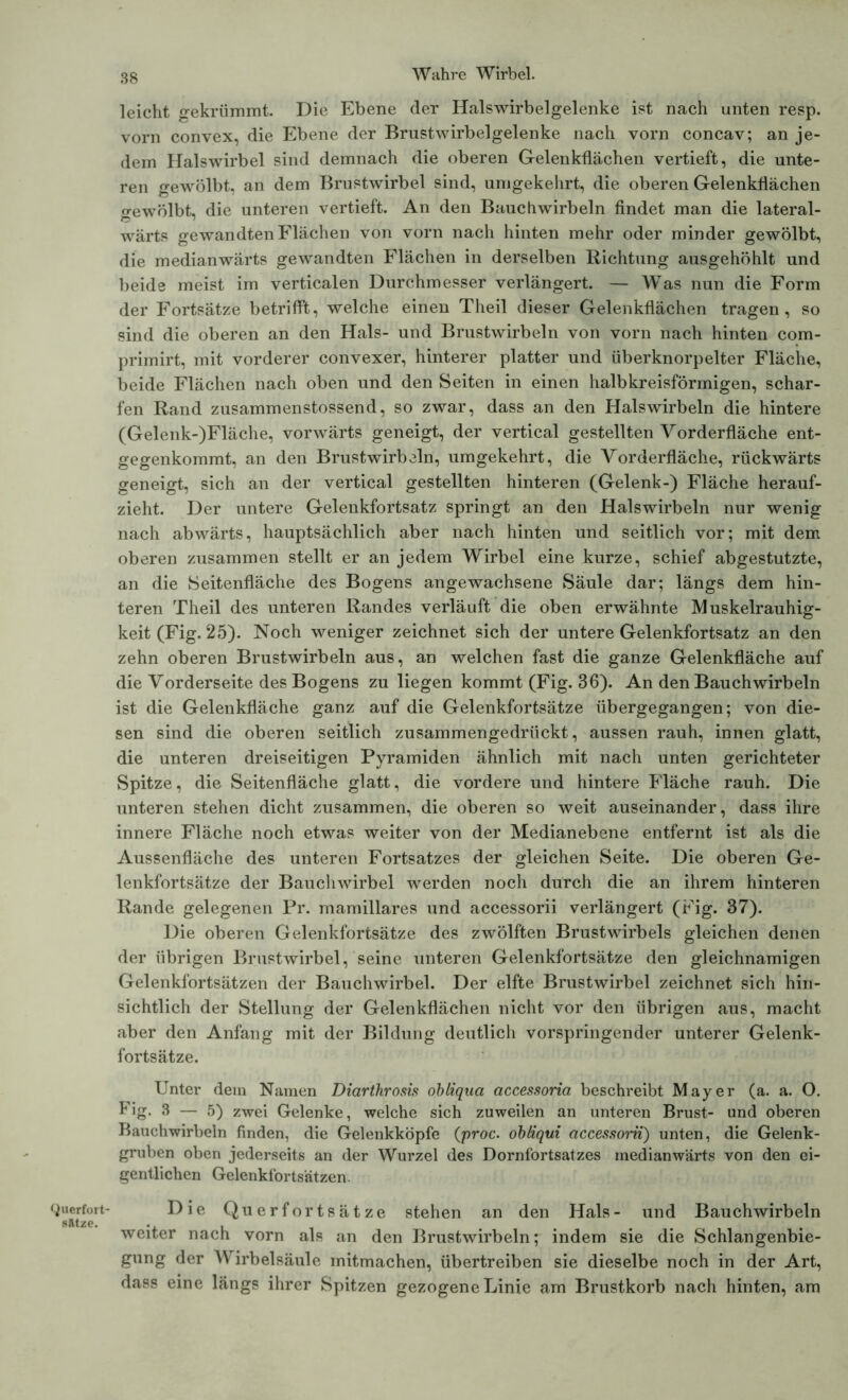 Querfort- s&tze. leicht gekrümmt. Die Ebene der Halswirbelgelenke ist nach unten resp. vorn convex, die Ebene der Brustwirbelgelenke nach vorn concav; an je- dem Halswirbel sind demnach die oberen Gelenkflächen vertieft, die unte- ren gewölbt, an dem Brustwirbel sind, umgekehrt, die oberen Gelenkflächen o-ewölbt, die unteren vertieft. An den Bauchwirbeln findet man die lateral- wärts gewandten Flächen von vorn nach hinten mehr oder minder gewölbt, die medianwärts gewandten Flächen in derselben Richtung ausgehöhlt und beide meist im verticalen Durchmesser verlängert. — Was nun die Form der Fortsätze betrifft, welche einen Theil dieser Gelenkflächen tragen, so sind die oberen an den Hals- und Brustwirbeln von vorn nach hinten com- primirt, mit vorderer convexer, hinterer platter und überknorpelter Fläche, beide Flächen nach oben und den Seiten in einen halbkreisförmigen, schar- fen Rand zusammenstossend, so zwar, dass an den Halswirbeln die hintere (Gelenk-)Fläche, vorwärts geneigt, der vertical gestellten Vorderfläche ent- gegenkommt, an den Brustwirbeln, umgekehrt, die Arorderfläche, rückwärts geneigt, sich an der vertical gestellten hinteren (Gelenk-) Fläche herauf- zieht. Der untere Gelenkfortsatz springt an den Halswirbeln nur wenig nach abwärts, hauptsächlich aber nach hinten und seitlich vor; mit dem oberen zusammen stellt er an jedem Wirbel eine kurze, schief abgestutzte, an die Seitenfläche des Bogens angewachsene Säule dar; längs dem hin- teren Theil des unteren Randes verläuft die oben erwähnte Muskelrauhig- keit (Fig. 25). Noch weniger zeichnet sich der untere Gelenkfortsatz an den zehn oberen Brustwirbeln aus, an welchen fast die ganze Gelenkfläche auf die Vorderseite des Bogens zu liegen kommt (Fig. 36). An den Bauch wirbeln ist die Gelenkfläche ganz auf die Gelenkfortsätze übergegangen; von die- sen sind die oberen seitlich zusammengedrückt, aussen rauh, innen glatt, die unteren dreiseitigen Pyramiden ähnlich mit nach unten gerichteter Spitze, die Seitenfläche glatt, die vordere und hintere Fläche rauh. Die unteren stehen dicht zusammen, die oberen so weit auseinander, dass ihre innere Fläche noch etwas weiter von der Medianebene entfernt ist als die Aussenfläche des unteren Fortsatzes der gleichen Seite. Die oberen Ge- lenkfortsätze der Bauchwirbel werden noch durch die an ihrem hinteren Rande gelegenen Pr. mamillares und accessorii verlängert (Fig. 37). Die oberen Gelenkfortsätze des zwölften Brustwirbels gleichen denen der übrigen Brustwirbel, seine unteren Gelenkfortsätze den gleichnamigen Gelenkfortsätzen der Bauchwirbel. Der elfte Brustwirbel zeichnet sich hin- sichtlich der Stellung der Gelenkflächen nicht vor den übrigen aus, macht aber den Anfang mit der Bildung deutlich vorspringender unterer Gelenk- fortsätze. Unter dein Namen Diarthrosis obliqua accessoria beschreibt Mayer (a. a. O. Fig. 3 — 5) zwei Gelenke, welche sich zuweilen an unteren Brust- und oberen Bauchwirbeln finden, die Gelenkköpfe (proc. obliqui accessorii) unten, die Gelenk- gruben oben jederseits an der Wurzel des Dornfortsatzes medianwärts von den ei- gentlichen Gelenkfortsätzen. Die Querfortsätze stehen an den Hals- und Bauchwirbeln weiter nach vorn als an den Brustwirbeln; indem sie die Schlangenbie- gung der Wirbelsäule mitmachen, übertreiben sie dieselbe noch in der Art, dass eine längs ihrer Spitzen gezogene Linie am Brustkorb nach hinten, am