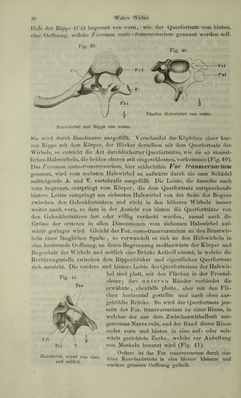 Hals der Rippe (Cc) begrenzt von vorn, wie der Querfortsatz von hinten, eine Oetfimng, welche Foramen costo - transversarium genannt werden soll. Fig. 30. Fig. 40. % Fünfter Halswirbel von unten. Brustwirbel und Rippe von unten. Sie wird durch Bandmasse ausgefüllt. Verschmilzt das Köpfchen einer kur- zen Rippe mit dem Körper, der Höcker derselben mit dem Querfortsatz des Wirbels, so entsteht die Art durchlöcherter Querfortsätze, wie sie an sämmt- lichen Halswirbeln, die beiden oberen mit eingeschlossen, Vorkommen (Fig. 40). Das Foramen costo-transversarium, hier schlechthin For. transversarium genannt, wird vom sechsten Halswirbel an aufwärts durch die zum Schädel aufsteigende A. und V. vertebralis ausgefüllt. Die Leiste, die dasselbe nach vorn begrenzt, entspringt vom Körper, die dem Querfortsatz entsprechende hintere Leiste entspringt am siebenten Halswirbel von der Seite des Bogens zwischen den Gelenkfortsätzen und rückt in den höheren Wirbeln immer weiter nach vorn, so dass in der Ansicht von hinten die Querfortsätze von den Gelenkfortsätzen fast oder völlig verdeckt werden, zumal auch die Grösse der ersteren in allen Dimensionen vom siebenten Halswirbel auf- wärts geringer wird. Gleicht das For. costo-transversarium an den Brustwir- beln einer länglichen Spalte , so verwandelt es sich an den Halswirbeln in eine kreisrunde Oeffnung, an deren Begrenzung medianwärts der Körper und Bogenhals des Wirbels und seitlich eine Brücke Antheil nimmt, in welche die Berührungsstelle zwischen dem Rippenhöcker und eigentlichen Querfortsatz eich auszieht. Die vordere und hintere Leiste des Querfortsatzes der Halswir- bel sind platt, mit den Flächen in der Frontal- ebene; ihre unteren Ränder verbindet die erwähnte, ebenfalls platte, aber mit den Flä- chen horizontal gestellte und nach oben aus- gehöhlte Brücke. So wird der Querfortsatz jen- seits des For. transversarium zu einer Rinne, in welcher der aus dem Zwischenwirbelloch aus- getretene Nerve ruht, und der Rand dieser Rinne endet vorn und hinten in eine auf- oder seit- wärts gerichtete Zacke, welche zur Anheftung von Muskeln benutzt wird (Fig. 41). Oefters ist das For. transversarium durch eine leine Knochenbriicke in eine hintere kleinere und vordere grössere Oeffnung gethcilt. Fig. 41. Pag Halswirbel, schief von oben und seitlich.
